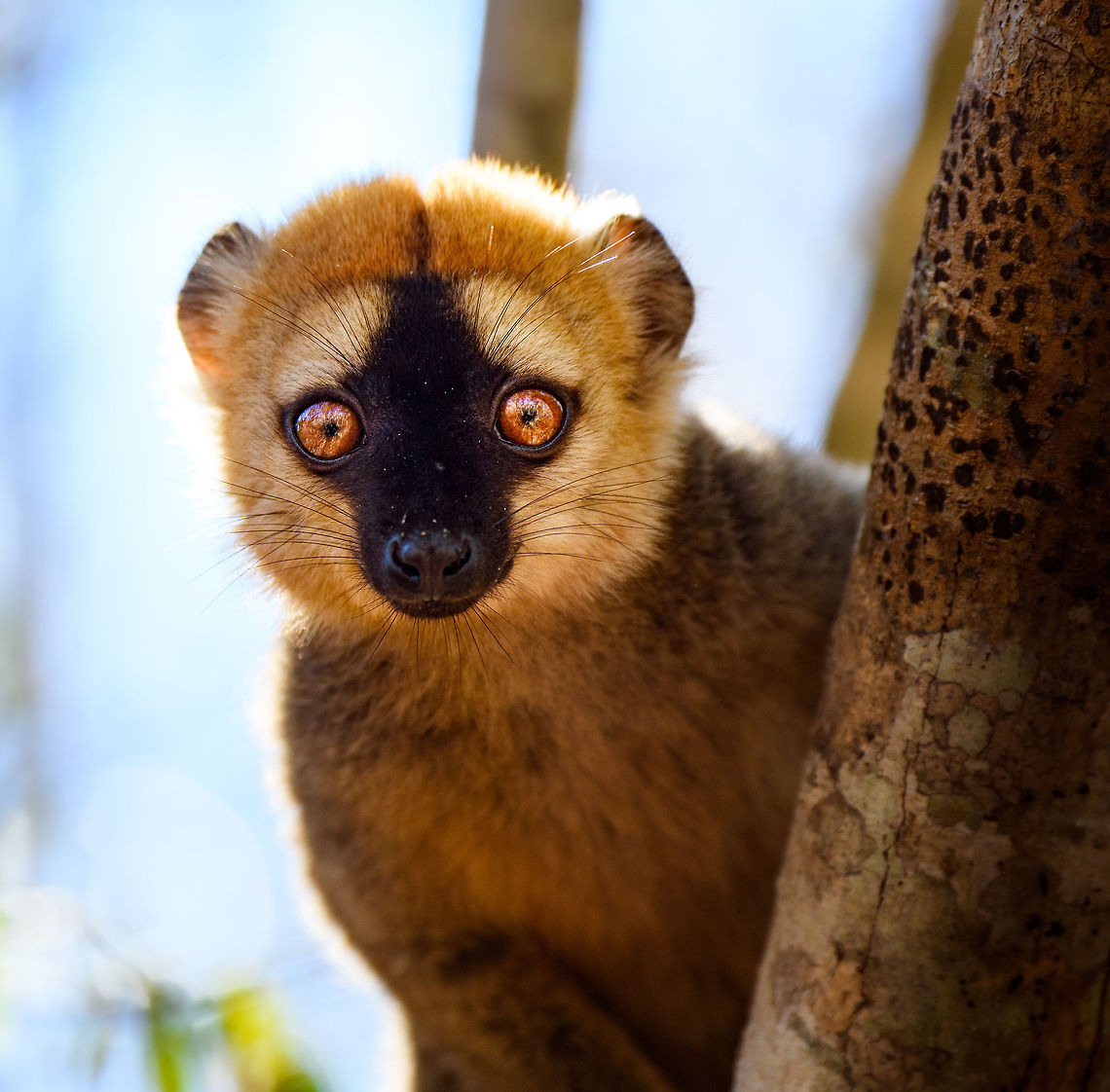 Southern red-fronted brown lemur - juvenile male closeup, Kirindy Reserve, Madagascar A second series of photos from this charming species, featuring a juvenile male and an adult female. The male is easily recognized by its red front, which is black in females. Southern red-fronted brown lemurs live and move in groups. As a tactical photography tip: very often if you find one taking a particular path in the canopy, you can anticipate on the rest of the group following the same route. In our experience this holds true for many lemur species.<br />
<figure class="photo"><a href="https://www.jungledragon.com/image/83175/southern_red-fronted_brown_lemur_-_adult_female_kirindy_reserve_madagascar.html" title="Southern red-fronted brown lemur - adult female, Kirindy Reserve, Madagascar"><img src="https://s3.amazonaws.com/media.jungledragon.com/images/2/83175_thumb.jpg?AWSAccessKeyId=05GMT0V3GWVNE7GGM1R2&Expires=1770854410&Signature=9qzIA9Qb3LBKiWedK%2FK1afPH%2BFM%3D" width="200" height="162" alt="Southern red-fronted brown lemur - adult female, Kirindy Reserve, Madagascar A second series of photos from this charming species, featuring a juvenile male and an adult female. The male is easily recognized by its red front, which is black in females. Southern red-fronted brown lemurs live and move in groups. As a tactical photography tip: very often if you find one taking a particular path in the canopy, you can anticipate on the rest of the group following the same route. In our experience this holds true for many lemur species.<br />
https://www.jungledragon.com/image/83174/southern_red-fronted_brown_lemur_-_juvenile_male_closeup_kirindy_reserve_madagascar.html<br />
https://www.jungledragon.com/image/83176/southern_red-fronted_brown_lemur_-_adult_female_feeding_kirindy_reserve_madagascar.html<br />
https://www.jungledragon.com/image/83177/southern_red-fronted_brown_lemur_-_tail_kirindy_reserve_madagascar.html<br />
https://www.jungledragon.com/image/83178/southern_red-fronted_brown_lemur_-_juvenile_male_kirindy_reserve_madagascar.html Africa,Eulemur rufifrons,Geotagged,Kirindy Reserve,Madagascar,Madagascar 2019,Southern red-fronted brown lemur,Winter,World" /></a></figure><br />
<figure class="photo"><a href="https://www.jungledragon.com/image/83176/southern_red-fronted_brown_lemur_-_adult_female_feeding_kirindy_reserve_madagascar.html" title="Southern red-fronted brown lemur - adult female feeding, Kirindy Reserve, Madagascar"><img src="https://s3.amazonaws.com/media.jungledragon.com/images/2/83176_thumb.jpg?AWSAccessKeyId=05GMT0V3GWVNE7GGM1R2&Expires=1770854410&Signature=H2tgtQdHXiGZ89H%2BL5E4r%2FOgVeQ%3D" width="200" height="134" alt="Southern red-fronted brown lemur - adult female feeding, Kirindy Reserve, Madagascar A second series of photos from this charming species, featuring a juvenile male and an adult female. The male is easily recognized by its red front, which is black in females. Southern red-fronted brown lemurs live and move in groups. As a tactical photography tip: very often if you find one taking a particular path in the canopy, you can anticipate on the rest of the group following the same route. In our experience this holds true for many lemur species.<br />
https://www.jungledragon.com/image/83174/southern_red-fronted_brown_lemur_-_juvenile_male_closeup_kirindy_reserve_madagascar.html<br />
https://www.jungledragon.com/image/83175/southern_red-fronted_brown_lemur_-_adult_female_kirindy_reserve_madagascar.html<br />
https://www.jungledragon.com/image/83177/southern_red-fronted_brown_lemur_-_tail_kirindy_reserve_madagascar.html<br />
https://www.jungledragon.com/image/83178/southern_red-fronted_brown_lemur_-_juvenile_male_kirindy_reserve_madagascar.html Africa,Eulemur rufifrons,Geotagged,Kirindy Reserve,Madagascar,Madagascar 2019,Southern red-fronted brown lemur,Winter,World" /></a></figure><br />
<figure class="photo"><a href="https://www.jungledragon.com/image/83177/southern_red-fronted_brown_lemur_-_tail_kirindy_reserve_madagascar.html" title="Southern red-fronted brown lemur - tail, Kirindy Reserve, Madagascar"><img src="https://s3.amazonaws.com/media.jungledragon.com/images/2/83177_thumb.jpg?AWSAccessKeyId=05GMT0V3GWVNE7GGM1R2&Expires=1770854410&Signature=DTlSqKuuZ9BHLLJPBVgABpzfGwI%3D" width="146" height="152" alt="Southern red-fronted brown lemur - tail, Kirindy Reserve, Madagascar A second series of photos from this charming species, featuring a juvenile male and an adult female. The male is easily recognized by its red front, which is black in females. Southern red-fronted brown lemurs live and move in groups. As a tactical photography tip: very often if you find one taking a particular path in the canopy, you can anticipate on the rest of the group following the same route. In our experience this holds true for many lemur species.<br />
https://www.jungledragon.com/image/83174/southern_red-fronted_brown_lemur_-_juvenile_male_closeup_kirindy_reserve_madagascar.html<br />
https://www.jungledragon.com/image/83175/southern_red-fronted_brown_lemur_-_adult_female_kirindy_reserve_madagascar.html<br />
https://www.jungledragon.com/image/83176/southern_red-fronted_brown_lemur_-_adult_female_feeding_kirindy_reserve_madagascar.html<br />
https://www.jungledragon.com/image/83178/southern_red-fronted_brown_lemur_-_juvenile_male_kirindy_reserve_madagascar.html Africa,Eulemur rufifrons,Geotagged,Kirindy Reserve,Madagascar,Madagascar 2019,Southern red-fronted brown lemur,Winter,World" /></a></figure><br />
<figure class="photo"><a href="https://www.jungledragon.com/image/83178/southern_red-fronted_brown_lemur_-_juvenile_male_kirindy_reserve_madagascar.html" title="Southern red-fronted brown lemur - juvenile male, Kirindy Reserve, Madagascar"><img src="https://s3.amazonaws.com/media.jungledragon.com/images/2/83178_thumb.jpg?AWSAccessKeyId=05GMT0V3GWVNE7GGM1R2&Expires=1770854410&Signature=JSbEC%2B0y5%2BwpUI6%2BZK8xvzUgCbY%3D" width="200" height="134" alt="Southern red-fronted brown lemur - juvenile male, Kirindy Reserve, Madagascar A second series of photos from this charming species, featuring a juvenile male and an adult female. The male is easily recognized by its red front, which is black in females. Southern red-fronted brown lemurs live and move in groups. As a tactical photography tip: very often if you find one taking a particular path in the canopy, you can anticipate on the rest of the group following the same route. In our experience this holds true for many lemur species.<br />
https://www.jungledragon.com/image/83174/southern_red-fronted_brown_lemur_-_juvenile_male_closeup_kirindy_reserve_madagascar.html<br />
https://www.jungledragon.com/image/83175/southern_red-fronted_brown_lemur_-_adult_female_kirindy_reserve_madagascar.html<br />
https://www.jungledragon.com/image/83176/southern_red-fronted_brown_lemur_-_adult_female_feeding_kirindy_reserve_madagascar.html<br />
https://www.jungledragon.com/image/83177/southern_red-fronted_brown_lemur_-_tail_kirindy_reserve_madagascar.html Africa,Eulemur rufifrons,Geotagged,Kirindy Reserve,Madagascar,Madagascar 2019,Southern red-fronted brown lemur,Winter,World" /></a></figure> Africa,Eulemur rufifrons,Geotagged,Kirindy Reserve,Madagascar,Madagascar 2019,Southern red-fronted brown lemur,Winter,World