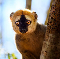 Southern red-fronted brown lemur - juvenile male closeup, Kirindy Reserve, Madagascar A second series of photos from this charming species, featuring a juvenile male and an adult female. The male is easily recognized by its red front, which is black in females. Southern red-fronted brown lemurs live and move in groups. As a tactical photography tip: very often if you find one taking a particular path in the canopy, you can anticipate on the rest of the group following the same route. In our experience this holds true for many lemur species.<br />
https://www.jungledragon.com/image/83175/southern_red-fronted_brown_lemur_-_adult_female_kirindy_reserve_madagascar.html<br />
https://www.jungledragon.com/image/83176/southern_red-fronted_brown_lemur_-_adult_female_feeding_kirindy_reserve_madagascar.html<br />
https://www.jungledragon.com/image/83177/southern_red-fronted_brown_lemur_-_tail_kirindy_reserve_madagascar.html<br />
https://www.jungledragon.com/image/83178/southern_red-fronted_brown_lemur_-_juvenile_male_kirindy_reserve_madagascar.html Africa,Eulemur rufifrons,Geotagged,Kirindy Reserve,Madagascar,Madagascar 2019,Southern red-fronted brown lemur,Winter,World