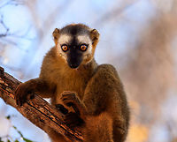 Southern red-fronted brown lemur - adult female, Kirindy Reserve, Madagascar A second series of photos from this charming species, featuring a juvenile male and an adult female. The male is easily recognized by its red front, which is black in females. Southern red-fronted brown lemurs live and move in groups. As a tactical photography tip: very often if you find one taking a particular path in the canopy, you can anticipate on the rest of the group following the same route. In our experience this holds true for many lemur species.<br />
https://www.jungledragon.com/image/83174/southern_red-fronted_brown_lemur_-_juvenile_male_closeup_kirindy_reserve_madagascar.html<br />
https://www.jungledragon.com/image/83176/southern_red-fronted_brown_lemur_-_adult_female_feeding_kirindy_reserve_madagascar.html<br />
https://www.jungledragon.com/image/83177/southern_red-fronted_brown_lemur_-_tail_kirindy_reserve_madagascar.html<br />
https://www.jungledragon.com/image/83178/southern_red-fronted_brown_lemur_-_juvenile_male_kirindy_reserve_madagascar.html Africa,Eulemur rufifrons,Geotagged,Kirindy Reserve,Madagascar,Madagascar 2019,Southern red-fronted brown lemur,Winter,World