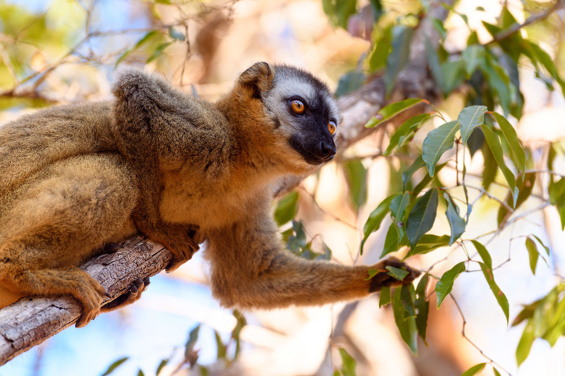 Southern red-fronted brown lemur - adult female feeding, Kirindy Reserve, Madagascar A second series of photos from this charming species, featuring a juvenile male and an adult female. The male is easily recognized by its red front, which is black in females. Southern red-fronted brown lemurs live and move in groups. As a tactical photography tip: very often if you find one taking a particular path in the canopy, you can anticipate on the rest of the group following the same route. In our experience this holds true for many lemur species.<br />
<figure class="photo"><a href="https://www.jungledragon.com/image/83174/southern_red-fronted_brown_lemur_-_juvenile_male_closeup_kirindy_reserve_madagascar.html" title="Southern red-fronted brown lemur - juvenile male closeup, Kirindy Reserve, Madagascar"><img src="https://s3.amazonaws.com/media.jungledragon.com/images/2/83174_thumb.jpg?AWSAccessKeyId=05GMT0V3GWVNE7GGM1R2&Expires=1770854410&Signature=8HIaFHvh%2FxSEpWIMOhdbQNdm4Ys%3D" width="200" height="198" alt="Southern red-fronted brown lemur - juvenile male closeup, Kirindy Reserve, Madagascar A second series of photos from this charming species, featuring a juvenile male and an adult female. The male is easily recognized by its red front, which is black in females. Southern red-fronted brown lemurs live and move in groups. As a tactical photography tip: very often if you find one taking a particular path in the canopy, you can anticipate on the rest of the group following the same route. In our experience this holds true for many lemur species.<br />
https://www.jungledragon.com/image/83175/southern_red-fronted_brown_lemur_-_adult_female_kirindy_reserve_madagascar.html<br />
https://www.jungledragon.com/image/83176/southern_red-fronted_brown_lemur_-_adult_female_feeding_kirindy_reserve_madagascar.html<br />
https://www.jungledragon.com/image/83177/southern_red-fronted_brown_lemur_-_tail_kirindy_reserve_madagascar.html<br />
https://www.jungledragon.com/image/83178/southern_red-fronted_brown_lemur_-_juvenile_male_kirindy_reserve_madagascar.html Africa,Eulemur rufifrons,Geotagged,Kirindy Reserve,Madagascar,Madagascar 2019,Southern red-fronted brown lemur,Winter,World" /></a></figure><br />
<figure class="photo"><a href="https://www.jungledragon.com/image/83175/southern_red-fronted_brown_lemur_-_adult_female_kirindy_reserve_madagascar.html" title="Southern red-fronted brown lemur - adult female, Kirindy Reserve, Madagascar"><img src="https://s3.amazonaws.com/media.jungledragon.com/images/2/83175_thumb.jpg?AWSAccessKeyId=05GMT0V3GWVNE7GGM1R2&Expires=1770854410&Signature=9qzIA9Qb3LBKiWedK%2FK1afPH%2BFM%3D" width="200" height="162" alt="Southern red-fronted brown lemur - adult female, Kirindy Reserve, Madagascar A second series of photos from this charming species, featuring a juvenile male and an adult female. The male is easily recognized by its red front, which is black in females. Southern red-fronted brown lemurs live and move in groups. As a tactical photography tip: very often if you find one taking a particular path in the canopy, you can anticipate on the rest of the group following the same route. In our experience this holds true for many lemur species.<br />
https://www.jungledragon.com/image/83174/southern_red-fronted_brown_lemur_-_juvenile_male_closeup_kirindy_reserve_madagascar.html<br />
https://www.jungledragon.com/image/83176/southern_red-fronted_brown_lemur_-_adult_female_feeding_kirindy_reserve_madagascar.html<br />
https://www.jungledragon.com/image/83177/southern_red-fronted_brown_lemur_-_tail_kirindy_reserve_madagascar.html<br />
https://www.jungledragon.com/image/83178/southern_red-fronted_brown_lemur_-_juvenile_male_kirindy_reserve_madagascar.html Africa,Eulemur rufifrons,Geotagged,Kirindy Reserve,Madagascar,Madagascar 2019,Southern red-fronted brown lemur,Winter,World" /></a></figure><br />
<figure class="photo"><a href="https://www.jungledragon.com/image/83177/southern_red-fronted_brown_lemur_-_tail_kirindy_reserve_madagascar.html" title="Southern red-fronted brown lemur - tail, Kirindy Reserve, Madagascar"><img src="https://s3.amazonaws.com/media.jungledragon.com/images/2/83177_thumb.jpg?AWSAccessKeyId=05GMT0V3GWVNE7GGM1R2&Expires=1770854410&Signature=DTlSqKuuZ9BHLLJPBVgABpzfGwI%3D" width="146" height="152" alt="Southern red-fronted brown lemur - tail, Kirindy Reserve, Madagascar A second series of photos from this charming species, featuring a juvenile male and an adult female. The male is easily recognized by its red front, which is black in females. Southern red-fronted brown lemurs live and move in groups. As a tactical photography tip: very often if you find one taking a particular path in the canopy, you can anticipate on the rest of the group following the same route. In our experience this holds true for many lemur species.<br />
https://www.jungledragon.com/image/83174/southern_red-fronted_brown_lemur_-_juvenile_male_closeup_kirindy_reserve_madagascar.html<br />
https://www.jungledragon.com/image/83175/southern_red-fronted_brown_lemur_-_adult_female_kirindy_reserve_madagascar.html<br />
https://www.jungledragon.com/image/83176/southern_red-fronted_brown_lemur_-_adult_female_feeding_kirindy_reserve_madagascar.html<br />
https://www.jungledragon.com/image/83178/southern_red-fronted_brown_lemur_-_juvenile_male_kirindy_reserve_madagascar.html Africa,Eulemur rufifrons,Geotagged,Kirindy Reserve,Madagascar,Madagascar 2019,Southern red-fronted brown lemur,Winter,World" /></a></figure><br />
<figure class="photo"><a href="https://www.jungledragon.com/image/83178/southern_red-fronted_brown_lemur_-_juvenile_male_kirindy_reserve_madagascar.html" title="Southern red-fronted brown lemur - juvenile male, Kirindy Reserve, Madagascar"><img src="https://s3.amazonaws.com/media.jungledragon.com/images/2/83178_thumb.jpg?AWSAccessKeyId=05GMT0V3GWVNE7GGM1R2&Expires=1770854410&Signature=JSbEC%2B0y5%2BwpUI6%2BZK8xvzUgCbY%3D" width="200" height="134" alt="Southern red-fronted brown lemur - juvenile male, Kirindy Reserve, Madagascar A second series of photos from this charming species, featuring a juvenile male and an adult female. The male is easily recognized by its red front, which is black in females. Southern red-fronted brown lemurs live and move in groups. As a tactical photography tip: very often if you find one taking a particular path in the canopy, you can anticipate on the rest of the group following the same route. In our experience this holds true for many lemur species.<br />
https://www.jungledragon.com/image/83174/southern_red-fronted_brown_lemur_-_juvenile_male_closeup_kirindy_reserve_madagascar.html<br />
https://www.jungledragon.com/image/83175/southern_red-fronted_brown_lemur_-_adult_female_kirindy_reserve_madagascar.html<br />
https://www.jungledragon.com/image/83176/southern_red-fronted_brown_lemur_-_adult_female_feeding_kirindy_reserve_madagascar.html<br />
https://www.jungledragon.com/image/83177/southern_red-fronted_brown_lemur_-_tail_kirindy_reserve_madagascar.html Africa,Eulemur rufifrons,Geotagged,Kirindy Reserve,Madagascar,Madagascar 2019,Southern red-fronted brown lemur,Winter,World" /></a></figure> Africa,Eulemur rufifrons,Geotagged,Kirindy Reserve,Madagascar,Madagascar 2019,Southern red-fronted brown lemur,Winter,World