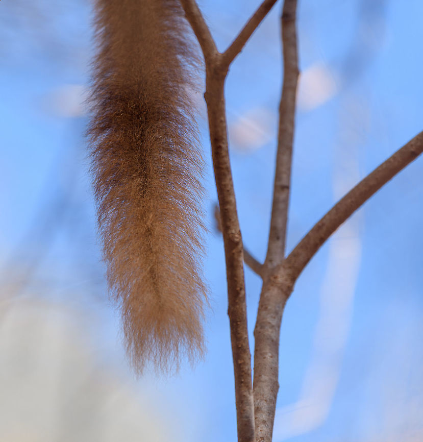 Southern red-fronted brown lemur - tail, Kirindy Reserve, Madagascar A second series of photos from this charming species, featuring a juvenile male and an adult female. The male is easily recognized by its red front, which is black in females. Southern red-fronted brown lemurs live and move in groups. As a tactical photography tip: very often if you find one taking a particular path in the canopy, you can anticipate on the rest of the group following the same route. In our experience this holds true for many lemur species.<br />
<figure class="photo"><a href="https://www.jungledragon.com/image/83174/southern_red-fronted_brown_lemur_-_juvenile_male_closeup_kirindy_reserve_madagascar.html" title="Southern red-fronted brown lemur - juvenile male closeup, Kirindy Reserve, Madagascar"><img src="https://s3.amazonaws.com/media.jungledragon.com/images/2/83174_thumb.jpg?AWSAccessKeyId=05GMT0V3GWVNE7GGM1R2&Expires=1770854410&Signature=8HIaFHvh%2FxSEpWIMOhdbQNdm4Ys%3D" width="200" height="198" alt="Southern red-fronted brown lemur - juvenile male closeup, Kirindy Reserve, Madagascar A second series of photos from this charming species, featuring a juvenile male and an adult female. The male is easily recognized by its red front, which is black in females. Southern red-fronted brown lemurs live and move in groups. As a tactical photography tip: very often if you find one taking a particular path in the canopy, you can anticipate on the rest of the group following the same route. In our experience this holds true for many lemur species.<br />
https://www.jungledragon.com/image/83175/southern_red-fronted_brown_lemur_-_adult_female_kirindy_reserve_madagascar.html<br />
https://www.jungledragon.com/image/83176/southern_red-fronted_brown_lemur_-_adult_female_feeding_kirindy_reserve_madagascar.html<br />
https://www.jungledragon.com/image/83177/southern_red-fronted_brown_lemur_-_tail_kirindy_reserve_madagascar.html<br />
https://www.jungledragon.com/image/83178/southern_red-fronted_brown_lemur_-_juvenile_male_kirindy_reserve_madagascar.html Africa,Eulemur rufifrons,Geotagged,Kirindy Reserve,Madagascar,Madagascar 2019,Southern red-fronted brown lemur,Winter,World" /></a></figure><br />
<figure class="photo"><a href="https://www.jungledragon.com/image/83175/southern_red-fronted_brown_lemur_-_adult_female_kirindy_reserve_madagascar.html" title="Southern red-fronted brown lemur - adult female, Kirindy Reserve, Madagascar"><img src="https://s3.amazonaws.com/media.jungledragon.com/images/2/83175_thumb.jpg?AWSAccessKeyId=05GMT0V3GWVNE7GGM1R2&Expires=1770854410&Signature=9qzIA9Qb3LBKiWedK%2FK1afPH%2BFM%3D" width="200" height="162" alt="Southern red-fronted brown lemur - adult female, Kirindy Reserve, Madagascar A second series of photos from this charming species, featuring a juvenile male and an adult female. The male is easily recognized by its red front, which is black in females. Southern red-fronted brown lemurs live and move in groups. As a tactical photography tip: very often if you find one taking a particular path in the canopy, you can anticipate on the rest of the group following the same route. In our experience this holds true for many lemur species.<br />
https://www.jungledragon.com/image/83174/southern_red-fronted_brown_lemur_-_juvenile_male_closeup_kirindy_reserve_madagascar.html<br />
https://www.jungledragon.com/image/83176/southern_red-fronted_brown_lemur_-_adult_female_feeding_kirindy_reserve_madagascar.html<br />
https://www.jungledragon.com/image/83177/southern_red-fronted_brown_lemur_-_tail_kirindy_reserve_madagascar.html<br />
https://www.jungledragon.com/image/83178/southern_red-fronted_brown_lemur_-_juvenile_male_kirindy_reserve_madagascar.html Africa,Eulemur rufifrons,Geotagged,Kirindy Reserve,Madagascar,Madagascar 2019,Southern red-fronted brown lemur,Winter,World" /></a></figure><br />
<figure class="photo"><a href="https://www.jungledragon.com/image/83176/southern_red-fronted_brown_lemur_-_adult_female_feeding_kirindy_reserve_madagascar.html" title="Southern red-fronted brown lemur - adult female feeding, Kirindy Reserve, Madagascar"><img src="https://s3.amazonaws.com/media.jungledragon.com/images/2/83176_thumb.jpg?AWSAccessKeyId=05GMT0V3GWVNE7GGM1R2&Expires=1770854410&Signature=H2tgtQdHXiGZ89H%2BL5E4r%2FOgVeQ%3D" width="200" height="134" alt="Southern red-fronted brown lemur - adult female feeding, Kirindy Reserve, Madagascar A second series of photos from this charming species, featuring a juvenile male and an adult female. The male is easily recognized by its red front, which is black in females. Southern red-fronted brown lemurs live and move in groups. As a tactical photography tip: very often if you find one taking a particular path in the canopy, you can anticipate on the rest of the group following the same route. In our experience this holds true for many lemur species.<br />
https://www.jungledragon.com/image/83174/southern_red-fronted_brown_lemur_-_juvenile_male_closeup_kirindy_reserve_madagascar.html<br />
https://www.jungledragon.com/image/83175/southern_red-fronted_brown_lemur_-_adult_female_kirindy_reserve_madagascar.html<br />
https://www.jungledragon.com/image/83177/southern_red-fronted_brown_lemur_-_tail_kirindy_reserve_madagascar.html<br />
https://www.jungledragon.com/image/83178/southern_red-fronted_brown_lemur_-_juvenile_male_kirindy_reserve_madagascar.html Africa,Eulemur rufifrons,Geotagged,Kirindy Reserve,Madagascar,Madagascar 2019,Southern red-fronted brown lemur,Winter,World" /></a></figure><br />
<figure class="photo"><a href="https://www.jungledragon.com/image/83178/southern_red-fronted_brown_lemur_-_juvenile_male_kirindy_reserve_madagascar.html" title="Southern red-fronted brown lemur - juvenile male, Kirindy Reserve, Madagascar"><img src="https://s3.amazonaws.com/media.jungledragon.com/images/2/83178_thumb.jpg?AWSAccessKeyId=05GMT0V3GWVNE7GGM1R2&Expires=1770854410&Signature=JSbEC%2B0y5%2BwpUI6%2BZK8xvzUgCbY%3D" width="200" height="134" alt="Southern red-fronted brown lemur - juvenile male, Kirindy Reserve, Madagascar A second series of photos from this charming species, featuring a juvenile male and an adult female. The male is easily recognized by its red front, which is black in females. Southern red-fronted brown lemurs live and move in groups. As a tactical photography tip: very often if you find one taking a particular path in the canopy, you can anticipate on the rest of the group following the same route. In our experience this holds true for many lemur species.<br />
https://www.jungledragon.com/image/83174/southern_red-fronted_brown_lemur_-_juvenile_male_closeup_kirindy_reserve_madagascar.html<br />
https://www.jungledragon.com/image/83175/southern_red-fronted_brown_lemur_-_adult_female_kirindy_reserve_madagascar.html<br />
https://www.jungledragon.com/image/83176/southern_red-fronted_brown_lemur_-_adult_female_feeding_kirindy_reserve_madagascar.html<br />
https://www.jungledragon.com/image/83177/southern_red-fronted_brown_lemur_-_tail_kirindy_reserve_madagascar.html Africa,Eulemur rufifrons,Geotagged,Kirindy Reserve,Madagascar,Madagascar 2019,Southern red-fronted brown lemur,Winter,World" /></a></figure> Africa,Eulemur rufifrons,Geotagged,Kirindy Reserve,Madagascar,Madagascar 2019,Southern red-fronted brown lemur,Winter,World