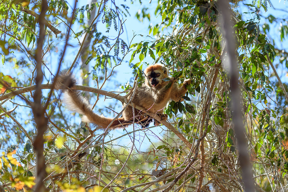 Southern red-fronted brown lemur - juvenile male, Kirindy Reserve, Madagascar A second series of photos from this charming species, featuring a juvenile male and an adult female. The male is easily recognized by its red front, which is black in females. Southern red-fronted brown lemurs live and move in groups. As a tactical photography tip: very often if you find one taking a particular path in the canopy, you can anticipate on the rest of the group following the same route. In our experience this holds true for many lemur species.<br />
<figure class="photo"><a href="https://www.jungledragon.com/image/83174/southern_red-fronted_brown_lemur_-_juvenile_male_closeup_kirindy_reserve_madagascar.html" title="Southern red-fronted brown lemur - juvenile male closeup, Kirindy Reserve, Madagascar"><img src="https://s3.amazonaws.com/media.jungledragon.com/images/2/83174_thumb.jpg?AWSAccessKeyId=05GMT0V3GWVNE7GGM1R2&Expires=1770854410&Signature=8HIaFHvh%2FxSEpWIMOhdbQNdm4Ys%3D" width="200" height="198" alt="Southern red-fronted brown lemur - juvenile male closeup, Kirindy Reserve, Madagascar A second series of photos from this charming species, featuring a juvenile male and an adult female. The male is easily recognized by its red front, which is black in females. Southern red-fronted brown lemurs live and move in groups. As a tactical photography tip: very often if you find one taking a particular path in the canopy, you can anticipate on the rest of the group following the same route. In our experience this holds true for many lemur species.<br />
https://www.jungledragon.com/image/83175/southern_red-fronted_brown_lemur_-_adult_female_kirindy_reserve_madagascar.html<br />
https://www.jungledragon.com/image/83176/southern_red-fronted_brown_lemur_-_adult_female_feeding_kirindy_reserve_madagascar.html<br />
https://www.jungledragon.com/image/83177/southern_red-fronted_brown_lemur_-_tail_kirindy_reserve_madagascar.html<br />
https://www.jungledragon.com/image/83178/southern_red-fronted_brown_lemur_-_juvenile_male_kirindy_reserve_madagascar.html Africa,Eulemur rufifrons,Geotagged,Kirindy Reserve,Madagascar,Madagascar 2019,Southern red-fronted brown lemur,Winter,World" /></a></figure><br />
<figure class="photo"><a href="https://www.jungledragon.com/image/83175/southern_red-fronted_brown_lemur_-_adult_female_kirindy_reserve_madagascar.html" title="Southern red-fronted brown lemur - adult female, Kirindy Reserve, Madagascar"><img src="https://s3.amazonaws.com/media.jungledragon.com/images/2/83175_thumb.jpg?AWSAccessKeyId=05GMT0V3GWVNE7GGM1R2&Expires=1770854410&Signature=9qzIA9Qb3LBKiWedK%2FK1afPH%2BFM%3D" width="200" height="162" alt="Southern red-fronted brown lemur - adult female, Kirindy Reserve, Madagascar A second series of photos from this charming species, featuring a juvenile male and an adult female. The male is easily recognized by its red front, which is black in females. Southern red-fronted brown lemurs live and move in groups. As a tactical photography tip: very often if you find one taking a particular path in the canopy, you can anticipate on the rest of the group following the same route. In our experience this holds true for many lemur species.<br />
https://www.jungledragon.com/image/83174/southern_red-fronted_brown_lemur_-_juvenile_male_closeup_kirindy_reserve_madagascar.html<br />
https://www.jungledragon.com/image/83176/southern_red-fronted_brown_lemur_-_adult_female_feeding_kirindy_reserve_madagascar.html<br />
https://www.jungledragon.com/image/83177/southern_red-fronted_brown_lemur_-_tail_kirindy_reserve_madagascar.html<br />
https://www.jungledragon.com/image/83178/southern_red-fronted_brown_lemur_-_juvenile_male_kirindy_reserve_madagascar.html Africa,Eulemur rufifrons,Geotagged,Kirindy Reserve,Madagascar,Madagascar 2019,Southern red-fronted brown lemur,Winter,World" /></a></figure><br />
<figure class="photo"><a href="https://www.jungledragon.com/image/83176/southern_red-fronted_brown_lemur_-_adult_female_feeding_kirindy_reserve_madagascar.html" title="Southern red-fronted brown lemur - adult female feeding, Kirindy Reserve, Madagascar"><img src="https://s3.amazonaws.com/media.jungledragon.com/images/2/83176_thumb.jpg?AWSAccessKeyId=05GMT0V3GWVNE7GGM1R2&Expires=1770854410&Signature=H2tgtQdHXiGZ89H%2BL5E4r%2FOgVeQ%3D" width="200" height="134" alt="Southern red-fronted brown lemur - adult female feeding, Kirindy Reserve, Madagascar A second series of photos from this charming species, featuring a juvenile male and an adult female. The male is easily recognized by its red front, which is black in females. Southern red-fronted brown lemurs live and move in groups. As a tactical photography tip: very often if you find one taking a particular path in the canopy, you can anticipate on the rest of the group following the same route. In our experience this holds true for many lemur species.<br />
https://www.jungledragon.com/image/83174/southern_red-fronted_brown_lemur_-_juvenile_male_closeup_kirindy_reserve_madagascar.html<br />
https://www.jungledragon.com/image/83175/southern_red-fronted_brown_lemur_-_adult_female_kirindy_reserve_madagascar.html<br />
https://www.jungledragon.com/image/83177/southern_red-fronted_brown_lemur_-_tail_kirindy_reserve_madagascar.html<br />
https://www.jungledragon.com/image/83178/southern_red-fronted_brown_lemur_-_juvenile_male_kirindy_reserve_madagascar.html Africa,Eulemur rufifrons,Geotagged,Kirindy Reserve,Madagascar,Madagascar 2019,Southern red-fronted brown lemur,Winter,World" /></a></figure><br />
<figure class="photo"><a href="https://www.jungledragon.com/image/83177/southern_red-fronted_brown_lemur_-_tail_kirindy_reserve_madagascar.html" title="Southern red-fronted brown lemur - tail, Kirindy Reserve, Madagascar"><img src="https://s3.amazonaws.com/media.jungledragon.com/images/2/83177_thumb.jpg?AWSAccessKeyId=05GMT0V3GWVNE7GGM1R2&Expires=1770854410&Signature=DTlSqKuuZ9BHLLJPBVgABpzfGwI%3D" width="146" height="152" alt="Southern red-fronted brown lemur - tail, Kirindy Reserve, Madagascar A second series of photos from this charming species, featuring a juvenile male and an adult female. The male is easily recognized by its red front, which is black in females. Southern red-fronted brown lemurs live and move in groups. As a tactical photography tip: very often if you find one taking a particular path in the canopy, you can anticipate on the rest of the group following the same route. In our experience this holds true for many lemur species.<br />
https://www.jungledragon.com/image/83174/southern_red-fronted_brown_lemur_-_juvenile_male_closeup_kirindy_reserve_madagascar.html<br />
https://www.jungledragon.com/image/83175/southern_red-fronted_brown_lemur_-_adult_female_kirindy_reserve_madagascar.html<br />
https://www.jungledragon.com/image/83176/southern_red-fronted_brown_lemur_-_adult_female_feeding_kirindy_reserve_madagascar.html<br />
https://www.jungledragon.com/image/83178/southern_red-fronted_brown_lemur_-_juvenile_male_kirindy_reserve_madagascar.html Africa,Eulemur rufifrons,Geotagged,Kirindy Reserve,Madagascar,Madagascar 2019,Southern red-fronted brown lemur,Winter,World" /></a></figure> Africa,Eulemur rufifrons,Geotagged,Kirindy Reserve,Madagascar,Madagascar 2019,Southern red-fronted brown lemur,Winter,World