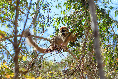 Southern red-fronted brown lemur - juvenile male, Kirindy Reserve, Madagascar A second series of photos from this charming species, featuring a juvenile male and an adult female. The male is easily recognized by its red front, which is black in females. Southern red-fronted brown lemurs live and move in groups. As a tactical photography tip: very often if you find one taking a particular path in the canopy, you can anticipate on the rest of the group following the same route. In our experience this holds true for many lemur species.
https://www.jungledragon.com/image/83174/southern_red-fronted_brown_lemur_-_juvenile_male_closeup_kirindy_reserve_madagascar.html
https://www.jungledragon.com/image/83175/southern_red-fronted_brown_lemur_-_adult_female_kirindy_reserve_madagascar.html
https://www.jungledragon.com/image/83176/southern_red-fronted_brown_lemur_-_adult_female_feeding_kirindy_reserve_madagascar.html
https://www.jungledragon.com/image/83177/southern_red-fronted_brown_lemur_-_tail_kirindy_reserve_madagascar.html Africa,Eulemur rufifrons,Geotagged,Kirindy Reserve,Madagascar,Madagascar 2019,Southern red-fronted brown lemur,Winter,World