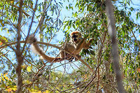 Southern red-fronted brown lemur - juvenile male, Kirindy Reserve, Madagascar A second series of photos from this charming species, featuring a juvenile male and an adult female. The male is easily recognized by its red front, which is black in females. Southern red-fronted brown lemurs live and move in groups. As a tactical photography tip: very often if you find one taking a particular path in the canopy, you can anticipate on the rest of the group following the same route. In our experience this holds true for many lemur species.<br />
https://www.jungledragon.com/image/83174/southern_red-fronted_brown_lemur_-_juvenile_male_closeup_kirindy_reserve_madagascar.html<br />
https://www.jungledragon.com/image/83175/southern_red-fronted_brown_lemur_-_adult_female_kirindy_reserve_madagascar.html<br />
https://www.jungledragon.com/image/83176/southern_red-fronted_brown_lemur_-_adult_female_feeding_kirindy_reserve_madagascar.html<br />
https://www.jungledragon.com/image/83177/southern_red-fronted_brown_lemur_-_tail_kirindy_reserve_madagascar.html Africa,Eulemur rufifrons,Geotagged,Kirindy Reserve,Madagascar,Madagascar 2019,Southern red-fronted brown lemur,Winter,World