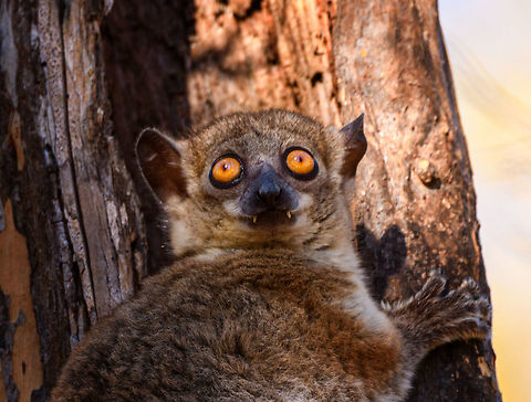 Red-tailed sportive lemur by day, Kirindy Reserve, Madagascar A few shots of this nocturnal species found by day in Kirindy. It's a relatively inactive species, so when seeing it at night, it's relatively easy to find it again by day. When found by day, it remains calm and makes no attempt to flee. It does always seem to have an exit plan at hand, such as dropping itself into a branch, above all to escape from owls and hawks. We've seen one by day 3 times in our lives and it always seems awake, not actually sleeping. There's surprisingly little information about this species online regarding diet, behavior, etc. The most important fact is of course its hilarious face.
https://www.jungledragon.com/image/83183/red-tailed_sportive_lemur_by_day_-_closeup_kirindy_reserve_madagascar.html
https://www.jungledragon.com/image/83182/red-tailed_sportive_lemur_by_day_-_face_kirindy_reserve_madagascar.html
https://www.jungledragon.com/image/83181/red-tailed_sportive_lemur_by_day_-_full_body_2_kirindy_reserve_madagascar.html
https://www.jungledragon.com/image/83180/red-tailed_sportive_lemur_by_day_-_full_body_kirindy_reserve_madagascar.html Africa,Geotagged,Kirindy Reserve,Lepilemur ruficaudatus,Madagascar,Madagascar 2019,Red-tailed sportive lemur,Winter,World