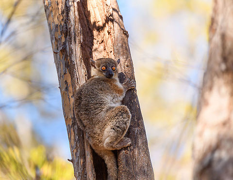 Red-tailed sportive lemur by day - full body, Kirindy Reserve, Madagascar A few shots of this nocturnal species found by day in Kirindy. It's a relatively inactive species, so when seeing it at night, it's relatively easy to find it again by day. When found by day, it remains calm and makes no attempt to flee. It does always seem to have an exit plan at hand, such as dropping itself into a branch, above all to escape from owls and hawks. We've seen one by day 3 times in our lives and it always seems awake, not actually sleeping. There's surprisingly little information about this species online regarding diet, behavior, etc. The most important fact is of course its hilarious face.
https://www.jungledragon.com/image/83183/red-tailed_sportive_lemur_by_day_-_closeup_kirindy_reserve_madagascar.html
https://www.jungledragon.com/image/83182/red-tailed_sportive_lemur_by_day_-_face_kirindy_reserve_madagascar.html
https://www.jungledragon.com/image/83181/red-tailed_sportive_lemur_by_day_-_full_body_2_kirindy_reserve_madagascar.html
https://www.jungledragon.com/image/83179/red-tailed_sportive_lemur_by_day_kirindy_reserve_madagascar.html Africa,Geotagged,Kirindy Reserve,Lepilemur ruficaudatus,Madagascar,Madagascar 2019,Red-tailed sportive lemur,Winter,World