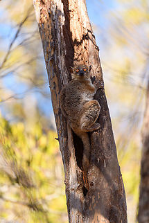 Red-tailed sportive lemur by day - full body 2, Kirindy Reserve, Madagascar A few shots of this nocturnal species found by day in Kirindy. It's a relatively inactive species, so when seeing it at night, it's relatively easy to find it again by day. When found by day, it remains calm and makes no attempt to flee. It does always seem to have an exit plan at hand, such as dropping itself into a branch, above all to escape from owls and hawks. We've seen one by day 3 times in our lives and it always seems awake, not actually sleeping. There's surprisingly little information about this species online regarding diet, behavior, etc. The most important fact is of course its hilarious face.
https://www.jungledragon.com/image/83183/red-tailed_sportive_lemur_by_day_-_closeup_kirindy_reserve_madagascar.html
https://www.jungledragon.com/image/83182/red-tailed_sportive_lemur_by_day_-_face_kirindy_reserve_madagascar.html
https://www.jungledragon.com/image/83180/red-tailed_sportive_lemur_by_day_-_full_body_kirindy_reserve_madagascar.html
https://www.jungledragon.com/image/83179/red-tailed_sportive_lemur_by_day_kirindy_reserve_madagascar.html Africa,Geotagged,Kirindy Reserve,Lepilemur ruficaudatus,Madagascar,Madagascar 2019,Red-tailed sportive lemur,Winter,World