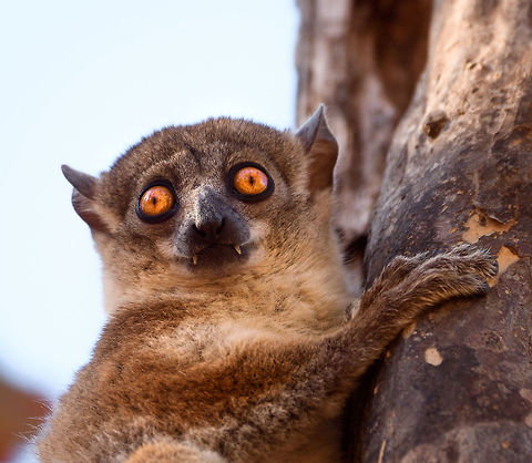 Red-tailed sportive lemur by day - face, Kirindy Reserve, Madagascar A few shots of this nocturnal species found by day in Kirindy. It's a relatively inactive species, so when seeing it at night, it's relatively easy to find it again by day. When found by day, it remains calm and makes no attempt to flee. It does always seem to have an exit plan at hand, such as dropping itself into a branch, above all to escape from owls and hawks. We've seen one by day 3 times in our lives and it always seems awake, not actually sleeping. There's surprisingly little information about this species online regarding diet, behavior, etc. The most important fact is of course its hilarious face.
https://www.jungledragon.com/image/83183/red-tailed_sportive_lemur_by_day_-_closeup_kirindy_reserve_madagascar.html
https://www.jungledragon.com/image/83181/red-tailed_sportive_lemur_by_day_-_full_body_2_kirindy_reserve_madagascar.html
https://www.jungledragon.com/image/83180/red-tailed_sportive_lemur_by_day_-_full_body_kirindy_reserve_madagascar.html
https://www.jungledragon.com/image/83179/red-tailed_sportive_lemur_by_day_kirindy_reserve_madagascar.html Africa,Geotagged,Kirindy Reserve,Lepilemur ruficaudatus,Madagascar,Madagascar 2019,Red-tailed sportive lemur,Winter,World