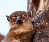 Red-tailed sportive lemur by day - face, Kirindy Reserve, Madagascar A few shots of this nocturnal species found by day in Kirindy. It's a relatively inactive species, so when seeing it at night, it's relatively easy to find it again by day. When found by day, it remains calm and makes no attempt to flee. It does always seem to have an exit plan at hand, such as dropping itself into a branch, above all to escape from owls and hawks. We've seen one by day 3 times in our lives and it always seems awake, not actually sleeping. There's surprisingly little information about this species online regarding diet, behavior, etc. The most important fact is of course its hilarious face.<br />
https://www.jungledragon.com/image/83183/red-tailed_sportive_lemur_by_day_-_closeup_kirindy_reserve_madagascar.html<br />
https://www.jungledragon.com/image/83181/red-tailed_sportive_lemur_by_day_-_full_body_2_kirindy_reserve_madagascar.html<br />
https://www.jungledragon.com/image/83180/red-tailed_sportive_lemur_by_day_-_full_body_kirindy_reserve_madagascar.html<br />
https://www.jungledragon.com/image/83179/red-tailed_sportive_lemur_by_day_kirindy_reserve_madagascar.html Africa,Geotagged,Kirindy Reserve,Lepilemur ruficaudatus,Madagascar,Madagascar 2019,Red-tailed sportive lemur,Winter,World