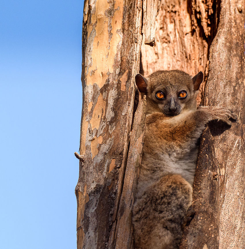 Red-tailed sportive lemur by day - closeup, Kirindy Reserve, Madagascar A few shots of this nocturnal species found by day in Kirindy. It's a relatively inactive species, so when seeing it at night, it's relatively easy to find it again by day. When found by day, it remains calm and makes no attempt to flee. It does always seem to have an exit plan at hand, such as dropping itself into a branch, above all to escape from owls and hawks. We've seen one by day 3 times in our lives and it always seems awake, not actually sleeping. There's surprisingly little information about this species online regarding diet, behavior, etc. The most important fact is of course its hilarious face.<br />
<figure class="photo"><a href="https://www.jungledragon.com/image/83182/red-tailed_sportive_lemur_by_day_-_face_kirindy_reserve_madagascar.html" title="Red-tailed sportive lemur by day - face, Kirindy Reserve, Madagascar"><img src="https://s3.amazonaws.com/media.jungledragon.com/images/2/83182_thumb.jpg?AWSAccessKeyId=05GMT0V3GWVNE7GGM1R2&Expires=1759968010&Signature=zTWB50tzeV119cs6yNZLrWgfM14%3D" width="200" height="176" alt="Red-tailed sportive lemur by day - face, Kirindy Reserve, Madagascar A few shots of this nocturnal species found by day in Kirindy. It's a relatively inactive species, so when seeing it at night, it's relatively easy to find it again by day. When found by day, it remains calm and makes no attempt to flee. It does always seem to have an exit plan at hand, such as dropping itself into a branch, above all to escape from owls and hawks. We've seen one by day 3 times in our lives and it always seems awake, not actually sleeping. There's surprisingly little information about this species online regarding diet, behavior, etc. The most important fact is of course its hilarious face.<br />
https://www.jungledragon.com/image/83183/red-tailed_sportive_lemur_by_day_-_closeup_kirindy_reserve_madagascar.html<br />
https://www.jungledragon.com/image/83181/red-tailed_sportive_lemur_by_day_-_full_body_2_kirindy_reserve_madagascar.html<br />
https://www.jungledragon.com/image/83180/red-tailed_sportive_lemur_by_day_-_full_body_kirindy_reserve_madagascar.html<br />
https://www.jungledragon.com/image/83179/red-tailed_sportive_lemur_by_day_kirindy_reserve_madagascar.html Africa,Geotagged,Kirindy Reserve,Lepilemur ruficaudatus,Madagascar,Madagascar 2019,Red-tailed sportive lemur,Winter,World" /></a></figure><br />
<figure class="photo"><a href="https://www.jungledragon.com/image/83181/red-tailed_sportive_lemur_by_day_-_full_body_2_kirindy_reserve_madagascar.html" title="Red-tailed sportive lemur by day - full body 2, Kirindy Reserve, Madagascar"><img src="https://s3.amazonaws.com/media.jungledragon.com/images/2/83181_thumb.jpg?AWSAccessKeyId=05GMT0V3GWVNE7GGM1R2&Expires=1759968010&Signature=xpXNGv2rEeLYojVhbLJAAMnvqcA%3D" width="102" height="152" alt="Red-tailed sportive lemur by day - full body 2, Kirindy Reserve, Madagascar A few shots of this nocturnal species found by day in Kirindy. It's a relatively inactive species, so when seeing it at night, it's relatively easy to find it again by day. When found by day, it remains calm and makes no attempt to flee. It does always seem to have an exit plan at hand, such as dropping itself into a branch, above all to escape from owls and hawks. We've seen one by day 3 times in our lives and it always seems awake, not actually sleeping. There's surprisingly little information about this species online regarding diet, behavior, etc. The most important fact is of course its hilarious face.<br />
https://www.jungledragon.com/image/83183/red-tailed_sportive_lemur_by_day_-_closeup_kirindy_reserve_madagascar.html<br />
https://www.jungledragon.com/image/83182/red-tailed_sportive_lemur_by_day_-_face_kirindy_reserve_madagascar.html<br />
https://www.jungledragon.com/image/83180/red-tailed_sportive_lemur_by_day_-_full_body_kirindy_reserve_madagascar.html<br />
https://www.jungledragon.com/image/83179/red-tailed_sportive_lemur_by_day_kirindy_reserve_madagascar.html Africa,Geotagged,Kirindy Reserve,Lepilemur ruficaudatus,Madagascar,Madagascar 2019,Red-tailed sportive lemur,Winter,World" /></a></figure><br />
<figure class="photo"><a href="https://www.jungledragon.com/image/83180/red-tailed_sportive_lemur_by_day_-_full_body_kirindy_reserve_madagascar.html" title="Red-tailed sportive lemur by day - full body, Kirindy Reserve, Madagascar"><img src="https://s3.amazonaws.com/media.jungledragon.com/images/2/83180_thumb.jpg?AWSAccessKeyId=05GMT0V3GWVNE7GGM1R2&Expires=1759968010&Signature=TtQyz%2BgaM85zaPLN%2BewlAHrvbdI%3D" width="200" height="156" alt="Red-tailed sportive lemur by day - full body, Kirindy Reserve, Madagascar A few shots of this nocturnal species found by day in Kirindy. It's a relatively inactive species, so when seeing it at night, it's relatively easy to find it again by day. When found by day, it remains calm and makes no attempt to flee. It does always seem to have an exit plan at hand, such as dropping itself into a branch, above all to escape from owls and hawks. We've seen one by day 3 times in our lives and it always seems awake, not actually sleeping. There's surprisingly little information about this species online regarding diet, behavior, etc. The most important fact is of course its hilarious face.<br />
https://www.jungledragon.com/image/83183/red-tailed_sportive_lemur_by_day_-_closeup_kirindy_reserve_madagascar.html<br />
https://www.jungledragon.com/image/83182/red-tailed_sportive_lemur_by_day_-_face_kirindy_reserve_madagascar.html<br />
https://www.jungledragon.com/image/83181/red-tailed_sportive_lemur_by_day_-_full_body_2_kirindy_reserve_madagascar.html<br />
https://www.jungledragon.com/image/83179/red-tailed_sportive_lemur_by_day_kirindy_reserve_madagascar.html Africa,Geotagged,Kirindy Reserve,Lepilemur ruficaudatus,Madagascar,Madagascar 2019,Red-tailed sportive lemur,Winter,World" /></a></figure><br />
<figure class="photo"><a href="https://www.jungledragon.com/image/83179/red-tailed_sportive_lemur_by_day_kirindy_reserve_madagascar.html" title="Red-tailed sportive lemur by day, Kirindy Reserve, Madagascar"><img src="https://s3.amazonaws.com/media.jungledragon.com/images/2/83179_thumb.jpg?AWSAccessKeyId=05GMT0V3GWVNE7GGM1R2&Expires=1759968010&Signature=NBr7K9vO%2FdugSCb7plK0xuoNpaE%3D" width="200" height="152" alt="Red-tailed sportive lemur by day, Kirindy Reserve, Madagascar A few shots of this nocturnal species found by day in Kirindy. It's a relatively inactive species, so when seeing it at night, it's relatively easy to find it again by day. When found by day, it remains calm and makes no attempt to flee. It does always seem to have an exit plan at hand, such as dropping itself into a branch, above all to escape from owls and hawks. We've seen one by day 3 times in our lives and it always seems awake, not actually sleeping. There's surprisingly little information about this species online regarding diet, behavior, etc. The most important fact is of course its hilarious face.<br />
https://www.jungledragon.com/image/83183/red-tailed_sportive_lemur_by_day_-_closeup_kirindy_reserve_madagascar.html<br />
https://www.jungledragon.com/image/83182/red-tailed_sportive_lemur_by_day_-_face_kirindy_reserve_madagascar.html<br />
https://www.jungledragon.com/image/83181/red-tailed_sportive_lemur_by_day_-_full_body_2_kirindy_reserve_madagascar.html<br />
https://www.jungledragon.com/image/83180/red-tailed_sportive_lemur_by_day_-_full_body_kirindy_reserve_madagascar.html Africa,Geotagged,Kirindy Reserve,Lepilemur ruficaudatus,Madagascar,Madagascar 2019,Red-tailed sportive lemur,Winter,World" /></a></figure> Africa,Geotagged,Kirindy Reserve,Lepilemur ruficaudatus,Madagascar,Madagascar 2019,Red-tailed sportive lemur,Winter,World
