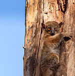 Red-tailed sportive lemur by day - closeup, Kirindy Reserve, Madagascar A few shots of this nocturnal species found by day in Kirindy. It's a relatively inactive species, so when seeing it at night, it's relatively easy to find it again by day. When found by day, it remains calm and makes no attempt to flee. It does always seem to have an exit plan at hand, such as dropping itself into a branch, above all to escape from owls and hawks. We've seen one by day 3 times in our lives and it always seems awake, not actually sleeping. There's surprisingly little information about this species online regarding diet, behavior, etc. The most important fact is of course its hilarious face.<br />
https://www.jungledragon.com/image/83182/red-tailed_sportive_lemur_by_day_-_face_kirindy_reserve_madagascar.html<br />
https://www.jungledragon.com/image/83181/red-tailed_sportive_lemur_by_day_-_full_body_2_kirindy_reserve_madagascar.html<br />
https://www.jungledragon.com/image/83180/red-tailed_sportive_lemur_by_day_-_full_body_kirindy_reserve_madagascar.html<br />
https://www.jungledragon.com/image/83179/red-tailed_sportive_lemur_by_day_kirindy_reserve_madagascar.html Africa,Geotagged,Kirindy Reserve,Lepilemur ruficaudatus,Madagascar,Madagascar 2019,Red-tailed sportive lemur,Winter,World