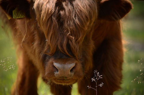 Female Scottish Highlander glance A face on closeup headshot of a young Ox. Possibly an Aberdeen Angus. Bos primigenius indicus,Bos primigenius taurus,Cattle,Cows,Maashorst,Mammals,Oxes,The Netherlands