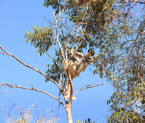 Verreaux's sifaka - feeding, Kirindy Reserve, Madagascar Another series of this friendly tree grazer, the Verreauxs sifaka. This time I dug up some info on their social system.

Like many lemur species, they live in a female dominant society, where females vastly outnumber males. Typically, in a full group there may be up to 7 females, 3 males, and a few young. One theory for this female dominance is based on the lack of sexual dimorphism. Males and females are roughly of equal size, weight and strength, therefore dominance is based on reproductive value, not physical strength.

However, there is still a dominant male. Out of the 3 males, one will be dominant and will have exclusive mating rights with all adult females in the group. The dominant male can be recognized by its dark patch on the chest. Not to be confused by simply having a dark chest, as this is not a patch, it is  simply their dark skin shining through the fur. 

The other males are called "clean-chested". Groups are usually peaceful where everybody knows their place, except for during the breeding season, where the dominant male may be challenged.
https://www.jungledragon.com/image/83228/verreauxs_sifaka_-_chest_kirindy_reserve_madagascar.html
https://www.jungledragon.com/image/83229/verreauxs_sifaka_-_hanging_kirindy_reserve_madagascar.html
https://www.jungledragon.com/image/83230/verreauxs_sifaka_-_resting_kirindy_reserve_madagascar.html
https://www.jungledragon.com/image/83231/verreauxs_sifaka_-_resting_2_kirindy_reserve_madagascar.html
https://www.jungledragon.com/image/83232/verreauxs_sifaka_-_hiding_kirindy_reserve_madagascar.html
https://www.jungledragon.com/image/83233/verreauxs_sifaka_-_habitat_kirindy_reserve_madagascar.html
https://www.jungledragon.com/image/83234/verreauxs_sifaka_-_siesta_kirindy_reserve_madagascar.html
https://www.jungledragon.com/image/83235/verreauxs_sifaka_-_frontal_kirindy_reserve_madagascar.html
 Africa,Geotagged,Kirindy Reserve,Madagascar,Madagascar 2019,Propithecus verreauxi,Verreauxs sifaka,Winter,World