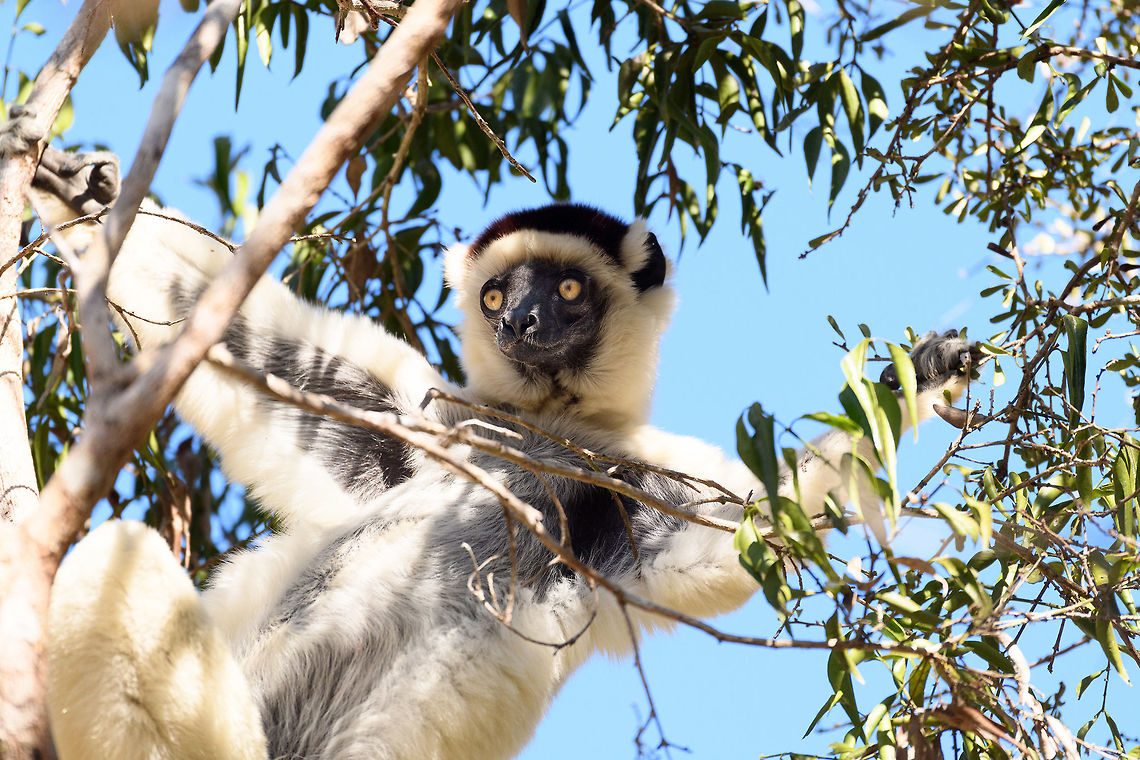Verreaux's sifaka - chest, Kirindy Reserve, Madagascar Another series of this friendly tree grazer, the Verreauxs sifaka. This time I dug up some info on their social system.<br />
<br />
Like many lemur species, they live in a female dominant society, where females vastly outnumber males. Typically, in a full group there may be up to 7 females, 3 males, and a few young. One theory for this female dominance is based on the lack of sexual dimorphism. Males and females are roughly of equal size, weight and strength, therefore dominance is based on reproductive value, not physical strength.<br />
<br />
However, there is still a dominant male. Out of the 3 males, one will be dominant and will have exclusive mating rights with all adult females in the group. The dominant male can be recognized by its dark patch on the chest. Not to be confused by simply having a dark chest, as this is not a patch, it is  simply their dark skin shining through the fur. <br />
<br />
The other males are called &quot;clean-chested&quot;. Groups are usually peaceful where everybody knows their place, except for during the breeding season, where the dominant male may be challenged.<br />
<figure class="photo"><a href="https://www.jungledragon.com/image/83227/verreauxs_sifaka_-_feeding_kirindy_reserve_madagascar.html" title="Verreaux&#039;s sifaka - feeding, Kirindy Reserve, Madagascar"><img src="https://s3.amazonaws.com/media.jungledragon.com/images/2/83227_thumb.jpg?AWSAccessKeyId=05GMT0V3GWVNE7GGM1R2&Expires=1759968010&Signature=%2FJnTdyNvjtZlezDG%2FSa4uP46JjQ%3D" width="200" height="170" alt="Verreaux&#039;s sifaka - feeding, Kirindy Reserve, Madagascar Another series of this friendly tree grazer, the Verreauxs sifaka. This time I dug up some info on their social system.<br />
<br />
Like many lemur species, they live in a female dominant society, where females vastly outnumber males. Typically, in a full group there may be up to 7 females, 3 males, and a few young. One theory for this female dominance is based on the lack of sexual dimorphism. Males and females are roughly of equal size, weight and strength, therefore dominance is based on reproductive value, not physical strength.<br />
<br />
However, there is still a dominant male. Out of the 3 males, one will be dominant and will have exclusive mating rights with all adult females in the group. The dominant male can be recognized by its dark patch on the chest. Not to be confused by simply having a dark chest, as this is not a patch, it is  simply their dark skin shining through the fur. <br />
<br />
The other males are called &quot;clean-chested&quot;. Groups are usually peaceful where everybody knows their place, except for during the breeding season, where the dominant male may be challenged.<br />
https://www.jungledragon.com/image/83228/verreauxs_sifaka_-_chest_kirindy_reserve_madagascar.html<br />
https://www.jungledragon.com/image/83229/verreauxs_sifaka_-_hanging_kirindy_reserve_madagascar.html<br />
https://www.jungledragon.com/image/83230/verreauxs_sifaka_-_resting_kirindy_reserve_madagascar.html<br />
https://www.jungledragon.com/image/83231/verreauxs_sifaka_-_resting_2_kirindy_reserve_madagascar.html<br />
https://www.jungledragon.com/image/83232/verreauxs_sifaka_-_hiding_kirindy_reserve_madagascar.html<br />
https://www.jungledragon.com/image/83233/verreauxs_sifaka_-_habitat_kirindy_reserve_madagascar.html<br />
https://www.jungledragon.com/image/83234/verreauxs_sifaka_-_siesta_kirindy_reserve_madagascar.html<br />
https://www.jungledragon.com/image/83235/verreauxs_sifaka_-_frontal_kirindy_reserve_madagascar.html<br />
 Africa,Geotagged,Kirindy Reserve,Madagascar,Madagascar 2019,Propithecus verreauxi,Verreauxs sifaka,Winter,World" /></a></figure><br />
<figure class="photo"><a href="https://www.jungledragon.com/image/83229/verreauxs_sifaka_-_hanging_kirindy_reserve_madagascar.html" title="Verreaux&#039;s sifaka - hanging, Kirindy Reserve, Madagascar"><img src="https://s3.amazonaws.com/media.jungledragon.com/images/2/83229_thumb.jpg?AWSAccessKeyId=05GMT0V3GWVNE7GGM1R2&Expires=1759968010&Signature=wYqYbcqVKPxJOUIxTRoqm2YwF7Q%3D" width="200" height="134" alt="Verreaux&#039;s sifaka - hanging, Kirindy Reserve, Madagascar Another series of this friendly tree grazer, the Verreauxs sifaka. This time I dug up some info on their social system.<br />
<br />
Like many lemur species, they live in a female dominant society, where females vastly outnumber males. Typically, in a full group there may be up to 7 females, 3 males, and a few young. One theory for this female dominance is based on the lack of sexual dimorphism. Males and females are roughly of equal size, weight and strength, therefore dominance is based on reproductive value, not physical strength.<br />
<br />
However, there is still a dominant male. Out of the 3 males, one will be dominant and will have exclusive mating rights with all adult females in the group. The dominant male can be recognized by its dark patch on the chest. Not to be confused by simply having a dark chest, as this is not a patch, it is  simply their dark skin shining through the fur. <br />
<br />
The other males are called &quot;clean-chested&quot;. Groups are usually peaceful where everybody knows their place, except for during the breeding season, where the dominant male may be challenged.<br />
https://www.jungledragon.com/image/83227/verreauxs_sifaka_-_feeding_kirindy_reserve_madagascar.html<br />
https://www.jungledragon.com/image/83228/verreauxs_sifaka_-_chest_kirindy_reserve_madagascar.html<br />
https://www.jungledragon.com/image/83230/verreauxs_sifaka_-_resting_kirindy_reserve_madagascar.html<br />
https://www.jungledragon.com/image/83231/verreauxs_sifaka_-_resting_2_kirindy_reserve_madagascar.html<br />
https://www.jungledragon.com/image/83232/verreauxs_sifaka_-_hiding_kirindy_reserve_madagascar.html<br />
https://www.jungledragon.com/image/83233/verreauxs_sifaka_-_habitat_kirindy_reserve_madagascar.html<br />
https://www.jungledragon.com/image/83234/verreauxs_sifaka_-_siesta_kirindy_reserve_madagascar.html<br />
https://www.jungledragon.com/image/83235/verreauxs_sifaka_-_frontal_kirindy_reserve_madagascar.html<br />
 Africa,Kirindy Reserve,Madagascar,Madagascar 2019,Propithecus verreauxi,Verreauxs sifaka,World" /></a></figure><br />
<figure class="photo"><a href="https://www.jungledragon.com/image/83230/verreauxs_sifaka_-_resting_kirindy_reserve_madagascar.html" title="Verreaux&#039;s sifaka - resting, Kirindy Reserve, Madagascar"><img src="https://s3.amazonaws.com/media.jungledragon.com/images/2/83230_thumb.jpg?AWSAccessKeyId=05GMT0V3GWVNE7GGM1R2&Expires=1759968010&Signature=2YtClSvI%2B7%2FRQDnbjji7laq%2BdQo%3D" width="150" height="152" alt="Verreaux&#039;s sifaka - resting, Kirindy Reserve, Madagascar Another series of this friendly tree grazer, the Verreauxs sifaka. This time I dug up some info on their social system.<br />
<br />
Like many lemur species, they live in a female dominant society, where females vastly outnumber males. Typically, in a full group there may be up to 7 females, 3 males, and a few young. One theory for this female dominance is based on the lack of sexual dimorphism. Males and females are roughly of equal size, weight and strength, therefore dominance is based on reproductive value, not physical strength.<br />
<br />
However, there is still a dominant male. Out of the 3 males, one will be dominant and will have exclusive mating rights with all adult females in the group. The dominant male can be recognized by its dark patch on the chest. Not to be confused by simply having a dark chest, as this is not a patch, it is  simply their dark skin shining through the fur. <br />
<br />
The other males are called &quot;clean-chested&quot;. Groups are usually peaceful where everybody knows their place, except for during the breeding season, where the dominant male may be challenged.<br />
https://www.jungledragon.com/image/83227/verreauxs_sifaka_-_feeding_kirindy_reserve_madagascar.html<br />
https://www.jungledragon.com/image/83228/verreauxs_sifaka_-_chest_kirindy_reserve_madagascar.html<br />
https://www.jungledragon.com/image/83229/verreauxs_sifaka_-_hanging_kirindy_reserve_madagascar.html<br />
https://www.jungledragon.com/image/83231/verreauxs_sifaka_-_resting_2_kirindy_reserve_madagascar.html<br />
https://www.jungledragon.com/image/83232/verreauxs_sifaka_-_hiding_kirindy_reserve_madagascar.html<br />
https://www.jungledragon.com/image/83233/verreauxs_sifaka_-_habitat_kirindy_reserve_madagascar.html<br />
https://www.jungledragon.com/image/83234/verreauxs_sifaka_-_siesta_kirindy_reserve_madagascar.html<br />
https://www.jungledragon.com/image/83235/verreauxs_sifaka_-_frontal_kirindy_reserve_madagascar.html<br />
 Africa,Geotagged,Kirindy Reserve,Madagascar,Madagascar 2019,Propithecus verreauxi,Verreauxs sifaka,Winter,World" /></a></figure><br />
<figure class="photo"><a href="https://www.jungledragon.com/image/83231/verreauxs_sifaka_-_resting_2_kirindy_reserve_madagascar.html" title="Verreaux&#039;s sifaka - resting 2, Kirindy Reserve, Madagascar"><img src="https://s3.amazonaws.com/media.jungledragon.com/images/2/83231_thumb.jpg?AWSAccessKeyId=05GMT0V3GWVNE7GGM1R2&Expires=1759968010&Signature=yktzW5fHxnDVE1xZwewfNcRv0g4%3D" width="132" height="152" alt="Verreaux&#039;s sifaka - resting 2, Kirindy Reserve, Madagascar Another series of this friendly tree grazer, the Verreauxs sifaka. This time I dug up some info on their social system.<br />
<br />
Like many lemur species, they live in a female dominant society, where females vastly outnumber males. Typically, in a full group there may be up to 7 females, 3 males, and a few young. One theory for this female dominance is based on the lack of sexual dimorphism. Males and females are roughly of equal size, weight and strength, therefore dominance is based on reproductive value, not physical strength.<br />
<br />
However, there is still a dominant male. Out of the 3 males, one will be dominant and will have exclusive mating rights with all adult females in the group. The dominant male can be recognized by its dark patch on the chest. Not to be confused by simply having a dark chest, as this is not a patch, it is  simply their dark skin shining through the fur. <br />
<br />
The other males are called &quot;clean-chested&quot;. Groups are usually peaceful where everybody knows their place, except for during the breeding season, where the dominant male may be challenged.<br />
https://www.jungledragon.com/image/83227/verreauxs_sifaka_-_feeding_kirindy_reserve_madagascar.html<br />
https://www.jungledragon.com/image/83228/verreauxs_sifaka_-_chest_kirindy_reserve_madagascar.html<br />
https://www.jungledragon.com/image/83229/verreauxs_sifaka_-_hanging_kirindy_reserve_madagascar.html<br />
https://www.jungledragon.com/image/83230/verreauxs_sifaka_-_resting_kirindy_reserve_madagascar.html<br />
https://www.jungledragon.com/image/83232/verreauxs_sifaka_-_hiding_kirindy_reserve_madagascar.html<br />
https://www.jungledragon.com/image/83233/verreauxs_sifaka_-_habitat_kirindy_reserve_madagascar.html<br />
https://www.jungledragon.com/image/83234/verreauxs_sifaka_-_siesta_kirindy_reserve_madagascar.html<br />
https://www.jungledragon.com/image/83235/verreauxs_sifaka_-_frontal_kirindy_reserve_madagascar.html<br />
 Africa,Geotagged,Kirindy Reserve,Madagascar,Madagascar 2019,Propithecus verreauxi,Verreauxs sifaka,Winter,World" /></a></figure><br />
<figure class="photo"><a href="https://www.jungledragon.com/image/83232/verreauxs_sifaka_-_hiding_kirindy_reserve_madagascar.html" title="Verreaux&#039;s sifaka - hiding, Kirindy Reserve, Madagascar"><img src="https://s3.amazonaws.com/media.jungledragon.com/images/2/83232_thumb.jpg?AWSAccessKeyId=05GMT0V3GWVNE7GGM1R2&Expires=1759968010&Signature=Zw8VQ4qnd5DUvBKlmIIZVNzoXJE%3D" width="200" height="142" alt="Verreaux&#039;s sifaka - hiding, Kirindy Reserve, Madagascar Another series of this friendly tree grazer, the Verreauxs sifaka. This time I dug up some info on their social system.<br />
<br />
Like many lemur species, they live in a female dominant society, where females vastly outnumber males. Typically, in a full group there may be up to 7 females, 3 males, and a few young. One theory for this female dominance is based on the lack of sexual dimorphism. Males and females are roughly of equal size, weight and strength, therefore dominance is based on reproductive value, not physical strength.<br />
<br />
However, there is still a dominant male. Out of the 3 males, one will be dominant and will have exclusive mating rights with all adult females in the group. The dominant male can be recognized by its dark patch on the chest. Not to be confused by simply having a dark chest, as this is not a patch, it is  simply their dark skin shining through the fur. <br />
<br />
The other males are called &quot;clean-chested&quot;. Groups are usually peaceful where everybody knows their place, except for during the breeding season, where the dominant male may be challenged.<br />
https://www.jungledragon.com/image/83227/verreauxs_sifaka_-_feeding_kirindy_reserve_madagascar.html<br />
https://www.jungledragon.com/image/83228/verreauxs_sifaka_-_chest_kirindy_reserve_madagascar.html<br />
https://www.jungledragon.com/image/83229/verreauxs_sifaka_-_hanging_kirindy_reserve_madagascar.html<br />
https://www.jungledragon.com/image/83230/verreauxs_sifaka_-_resting_kirindy_reserve_madagascar.html<br />
https://www.jungledragon.com/image/83231/verreauxs_sifaka_-_resting_2_kirindy_reserve_madagascar.html<br />
https://www.jungledragon.com/image/83233/verreauxs_sifaka_-_habitat_kirindy_reserve_madagascar.html<br />
https://www.jungledragon.com/image/83234/verreauxs_sifaka_-_siesta_kirindy_reserve_madagascar.html<br />
https://www.jungledragon.com/image/83235/verreauxs_sifaka_-_frontal_kirindy_reserve_madagascar.html<br />
 Africa,Geotagged,Kirindy Reserve,Madagascar,Madagascar 2019,Propithecus verreauxi,Verreauxs sifaka,Winter,World" /></a></figure><br />
<figure class="photo"><a href="https://www.jungledragon.com/image/83233/verreauxs_sifaka_-_habitat_kirindy_reserve_madagascar.html" title="Verreaux&#039;s sifaka - habitat, Kirindy Reserve, Madagascar"><img src="https://s3.amazonaws.com/media.jungledragon.com/images/2/83233_thumb.jpg?AWSAccessKeyId=05GMT0V3GWVNE7GGM1R2&Expires=1759968010&Signature=alUGaPFmV%2Fp%2F04rfmvcaa1bGRbU%3D" width="200" height="134" alt="Verreaux&#039;s sifaka - habitat, Kirindy Reserve, Madagascar Another series of this friendly tree grazer, the Verreauxs sifaka. This time I dug up some info on their social system.<br />
<br />
Like many lemur species, they live in a female dominant society, where females vastly outnumber males. Typically, in a full group there may be up to 7 females, 3 males, and a few young. One theory for this female dominance is based on the lack of sexual dimorphism. Males and females are roughly of equal size, weight and strength, therefore dominance is based on reproductive value, not physical strength.<br />
<br />
However, there is still a dominant male. Out of the 3 males, one will be dominant and will have exclusive mating rights with all adult females in the group. The dominant male can be recognized by its dark patch on the chest. Not to be confused by simply having a dark chest, as this is not a patch, it is  simply their dark skin shining through the fur. <br />
<br />
The other males are called &quot;clean-chested&quot;. Groups are usually peaceful where everybody knows their place, except for during the breeding season, where the dominant male may be challenged.<br />
https://www.jungledragon.com/image/83227/verreauxs_sifaka_-_feeding_kirindy_reserve_madagascar.html<br />
https://www.jungledragon.com/image/83228/verreauxs_sifaka_-_chest_kirindy_reserve_madagascar.html<br />
https://www.jungledragon.com/image/83229/verreauxs_sifaka_-_hanging_kirindy_reserve_madagascar.html<br />
https://www.jungledragon.com/image/83230/verreauxs_sifaka_-_resting_kirindy_reserve_madagascar.html<br />
https://www.jungledragon.com/image/83231/verreauxs_sifaka_-_resting_2_kirindy_reserve_madagascar.html<br />
https://www.jungledragon.com/image/83232/verreauxs_sifaka_-_hiding_kirindy_reserve_madagascar.html<br />
https://www.jungledragon.com/image/83234/verreauxs_sifaka_-_siesta_kirindy_reserve_madagascar.html<br />
https://www.jungledragon.com/image/83235/verreauxs_sifaka_-_frontal_kirindy_reserve_madagascar.html<br />
 Africa,Kirindy Reserve,Madagascar,Madagascar 2019,Propithecus verreauxi,Verreauxs sifaka,World" /></a></figure><br />
<figure class="photo"><a href="https://www.jungledragon.com/image/83234/verreauxs_sifaka_-_siesta_kirindy_reserve_madagascar.html" title="Verreaux&#039;s sifaka - siesta, Kirindy Reserve, Madagascar"><img src="https://s3.amazonaws.com/media.jungledragon.com/images/2/83234_thumb.jpg?AWSAccessKeyId=05GMT0V3GWVNE7GGM1R2&Expires=1759968010&Signature=LNTDqSgzHw1xoKQnWrH7TLQb1YQ%3D" width="200" height="176" alt="Verreaux&#039;s sifaka - siesta, Kirindy Reserve, Madagascar Another series of this friendly tree grazer, the Verreauxs sifaka. This time I dug up some info on their social system.<br />
<br />
Like many lemur species, they live in a female dominant society, where females vastly outnumber males. Typically, in a full group there may be up to 7 females, 3 males, and a few young. One theory for this female dominance is based on the lack of sexual dimorphism. Males and females are roughly of equal size, weight and strength, therefore dominance is based on reproductive value, not physical strength.<br />
<br />
However, there is still a dominant male. Out of the 3 males, one will be dominant and will have exclusive mating rights with all adult females in the group. The dominant male can be recognized by its dark patch on the chest. Not to be confused by simply having a dark chest, as this is not a patch, it is  simply their dark skin shining through the fur. <br />
<br />
The other males are called &quot;clean-chested&quot;. Groups are usually peaceful where everybody knows their place, except for during the breeding season, where the dominant male may be challenged.<br />
https://www.jungledragon.com/image/83227/verreauxs_sifaka_-_feeding_kirindy_reserve_madagascar.html<br />
https://www.jungledragon.com/image/83228/verreauxs_sifaka_-_chest_kirindy_reserve_madagascar.html<br />
https://www.jungledragon.com/image/83229/verreauxs_sifaka_-_hanging_kirindy_reserve_madagascar.html<br />
https://www.jungledragon.com/image/83230/verreauxs_sifaka_-_resting_kirindy_reserve_madagascar.html<br />
https://www.jungledragon.com/image/83231/verreauxs_sifaka_-_resting_2_kirindy_reserve_madagascar.html<br />
https://www.jungledragon.com/image/83232/verreauxs_sifaka_-_hiding_kirindy_reserve_madagascar.html<br />
https://www.jungledragon.com/image/83233/verreauxs_sifaka_-_habitat_kirindy_reserve_madagascar.html<br />
https://www.jungledragon.com/image/83235/verreauxs_sifaka_-_frontal_kirindy_reserve_madagascar.html<br />
 Africa,Geotagged,Kirindy Reserve,Madagascar,Madagascar 2019,Propithecus verreauxi,Verreauxs sifaka,Winter,World" /></a></figure><br />
<figure class="photo"><a href="https://www.jungledragon.com/image/83235/verreauxs_sifaka_-_frontal_kirindy_reserve_madagascar.html" title="Verreaux&#039;s sifaka - frontal, Kirindy Reserve, Madagascar"><img src="https://s3.amazonaws.com/media.jungledragon.com/images/2/83235_thumb.jpg?AWSAccessKeyId=05GMT0V3GWVNE7GGM1R2&Expires=1759968010&Signature=p0JOiTMUR4PHbvBSg121Nt57DdE%3D" width="200" height="160" alt="Verreaux&#039;s sifaka - frontal, Kirindy Reserve, Madagascar Another series of this friendly tree grazer, the Verreauxs sifaka. This time I dug up some info on their social system.<br />
<br />
Like many lemur species, they live in a female dominant society, where females vastly outnumber males. Typically, in a full group there may be up to 7 females, 3 males, and a few young. One theory for this female dominance is based on the lack of sexual dimorphism. Males and females are roughly of equal size, weight and strength, therefore dominance is based on reproductive value, not physical strength.<br />
<br />
However, there is still a dominant male. Out of the 3 males, one will be dominant and will have exclusive mating rights with all adult females in the group. The dominant male can be recognized by its dark patch on the chest. Not to be confused by simply having a dark chest, as this is not a patch, it is  simply their dark skin shining through the fur. <br />
<br />
The other males are called &quot;clean-chested&quot;. Groups are usually peaceful where everybody knows their place, except for during the breeding season, where the dominant male may be challenged.<br />
https://www.jungledragon.com/image/83227/verreauxs_sifaka_-_feeding_kirindy_reserve_madagascar.html<br />
https://www.jungledragon.com/image/83228/verreauxs_sifaka_-_chest_kirindy_reserve_madagascar.html<br />
https://www.jungledragon.com/image/83229/verreauxs_sifaka_-_hanging_kirindy_reserve_madagascar.html<br />
https://www.jungledragon.com/image/83230/verreauxs_sifaka_-_resting_kirindy_reserve_madagascar.html<br />
https://www.jungledragon.com/image/83231/verreauxs_sifaka_-_resting_2_kirindy_reserve_madagascar.html<br />
https://www.jungledragon.com/image/83232/verreauxs_sifaka_-_hiding_kirindy_reserve_madagascar.html<br />
https://www.jungledragon.com/image/83233/verreauxs_sifaka_-_habitat_kirindy_reserve_madagascar.html<br />
https://www.jungledragon.com/image/83234/verreauxs_sifaka_-_siesta_kirindy_reserve_madagascar.html<br />
 Africa,Geotagged,Kirindy Reserve,Madagascar,Madagascar 2019,Propithecus verreauxi,Verreauxs sifaka,Winter,World" /></a></figure><br />
 Africa,Geotagged,Kirindy Reserve,Madagascar,Madagascar 2019,Propithecus verreauxi,Verreauxs sifaka,Winter,World