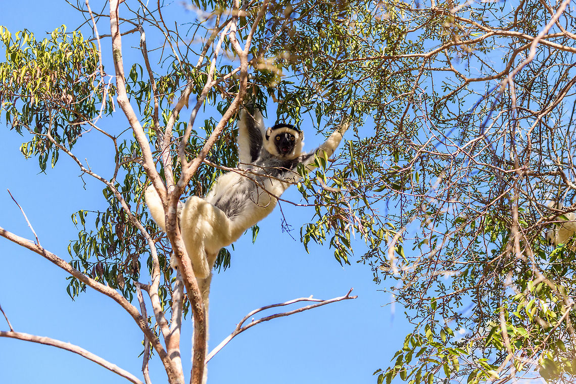 Verreaux's sifaka - hanging, Kirindy Reserve, Madagascar Another series of this friendly tree grazer, the Verreauxs sifaka. This time I dug up some info on their social system.<br />
<br />
Like many lemur species, they live in a female dominant society, where females vastly outnumber males. Typically, in a full group there may be up to 7 females, 3 males, and a few young. One theory for this female dominance is based on the lack of sexual dimorphism. Males and females are roughly of equal size, weight and strength, therefore dominance is based on reproductive value, not physical strength.<br />
<br />
However, there is still a dominant male. Out of the 3 males, one will be dominant and will have exclusive mating rights with all adult females in the group. The dominant male can be recognized by its dark patch on the chest. Not to be confused by simply having a dark chest, as this is not a patch, it is  simply their dark skin shining through the fur. <br />
<br />
The other males are called &quot;clean-chested&quot;. Groups are usually peaceful where everybody knows their place, except for during the breeding season, where the dominant male may be challenged.<br />
<figure class="photo"><a href="https://www.jungledragon.com/image/83227/verreauxs_sifaka_-_feeding_kirindy_reserve_madagascar.html" title="Verreaux&#039;s sifaka - feeding, Kirindy Reserve, Madagascar"><img src="https://s3.amazonaws.com/media.jungledragon.com/images/2/83227_thumb.jpg?AWSAccessKeyId=05GMT0V3GWVNE7GGM1R2&Expires=1767225610&Signature=CvU4KexYz2Pe1QYtw4buQLkEpTI%3D" width="200" height="170" alt="Verreaux&#039;s sifaka - feeding, Kirindy Reserve, Madagascar Another series of this friendly tree grazer, the Verreauxs sifaka. This time I dug up some info on their social system.<br />
<br />
Like many lemur species, they live in a female dominant society, where females vastly outnumber males. Typically, in a full group there may be up to 7 females, 3 males, and a few young. One theory for this female dominance is based on the lack of sexual dimorphism. Males and females are roughly of equal size, weight and strength, therefore dominance is based on reproductive value, not physical strength.<br />
<br />
However, there is still a dominant male. Out of the 3 males, one will be dominant and will have exclusive mating rights with all adult females in the group. The dominant male can be recognized by its dark patch on the chest. Not to be confused by simply having a dark chest, as this is not a patch, it is  simply their dark skin shining through the fur. <br />
<br />
The other males are called &quot;clean-chested&quot;. Groups are usually peaceful where everybody knows their place, except for during the breeding season, where the dominant male may be challenged.<br />
https://www.jungledragon.com/image/83228/verreauxs_sifaka_-_chest_kirindy_reserve_madagascar.html<br />
https://www.jungledragon.com/image/83229/verreauxs_sifaka_-_hanging_kirindy_reserve_madagascar.html<br />
https://www.jungledragon.com/image/83230/verreauxs_sifaka_-_resting_kirindy_reserve_madagascar.html<br />
https://www.jungledragon.com/image/83231/verreauxs_sifaka_-_resting_2_kirindy_reserve_madagascar.html<br />
https://www.jungledragon.com/image/83232/verreauxs_sifaka_-_hiding_kirindy_reserve_madagascar.html<br />
https://www.jungledragon.com/image/83233/verreauxs_sifaka_-_habitat_kirindy_reserve_madagascar.html<br />
https://www.jungledragon.com/image/83234/verreauxs_sifaka_-_siesta_kirindy_reserve_madagascar.html<br />
https://www.jungledragon.com/image/83235/verreauxs_sifaka_-_frontal_kirindy_reserve_madagascar.html<br />
 Africa,Geotagged,Kirindy Reserve,Madagascar,Madagascar 2019,Propithecus verreauxi,Verreauxs sifaka,Winter,World" /></a></figure><br />
<figure class="photo"><a href="https://www.jungledragon.com/image/83228/verreauxs_sifaka_-_chest_kirindy_reserve_madagascar.html" title="Verreaux&#039;s sifaka - chest, Kirindy Reserve, Madagascar"><img src="https://s3.amazonaws.com/media.jungledragon.com/images/2/83228_thumb.jpg?AWSAccessKeyId=05GMT0V3GWVNE7GGM1R2&Expires=1767225610&Signature=l6sf2PbzNW8gvwz9ZgpEw2dI9OA%3D" width="200" height="134" alt="Verreaux&#039;s sifaka - chest, Kirindy Reserve, Madagascar Another series of this friendly tree grazer, the Verreauxs sifaka. This time I dug up some info on their social system.<br />
<br />
Like many lemur species, they live in a female dominant society, where females vastly outnumber males. Typically, in a full group there may be up to 7 females, 3 males, and a few young. One theory for this female dominance is based on the lack of sexual dimorphism. Males and females are roughly of equal size, weight and strength, therefore dominance is based on reproductive value, not physical strength.<br />
<br />
However, there is still a dominant male. Out of the 3 males, one will be dominant and will have exclusive mating rights with all adult females in the group. The dominant male can be recognized by its dark patch on the chest. Not to be confused by simply having a dark chest, as this is not a patch, it is  simply their dark skin shining through the fur. <br />
<br />
The other males are called &quot;clean-chested&quot;. Groups are usually peaceful where everybody knows their place, except for during the breeding season, where the dominant male may be challenged.<br />
https://www.jungledragon.com/image/83227/verreauxs_sifaka_-_feeding_kirindy_reserve_madagascar.html<br />
https://www.jungledragon.com/image/83229/verreauxs_sifaka_-_hanging_kirindy_reserve_madagascar.html<br />
https://www.jungledragon.com/image/83230/verreauxs_sifaka_-_resting_kirindy_reserve_madagascar.html<br />
https://www.jungledragon.com/image/83231/verreauxs_sifaka_-_resting_2_kirindy_reserve_madagascar.html<br />
https://www.jungledragon.com/image/83232/verreauxs_sifaka_-_hiding_kirindy_reserve_madagascar.html<br />
https://www.jungledragon.com/image/83233/verreauxs_sifaka_-_habitat_kirindy_reserve_madagascar.html<br />
https://www.jungledragon.com/image/83234/verreauxs_sifaka_-_siesta_kirindy_reserve_madagascar.html<br />
https://www.jungledragon.com/image/83235/verreauxs_sifaka_-_frontal_kirindy_reserve_madagascar.html<br />
 Africa,Geotagged,Kirindy Reserve,Madagascar,Madagascar 2019,Propithecus verreauxi,Verreauxs sifaka,Winter,World" /></a></figure><br />
<figure class="photo"><a href="https://www.jungledragon.com/image/83230/verreauxs_sifaka_-_resting_kirindy_reserve_madagascar.html" title="Verreaux&#039;s sifaka - resting, Kirindy Reserve, Madagascar"><img src="https://s3.amazonaws.com/media.jungledragon.com/images/2/83230_thumb.jpg?AWSAccessKeyId=05GMT0V3GWVNE7GGM1R2&Expires=1767225610&Signature=8pSKGoOZBNXLtSHc%2FPfCvR0tf5A%3D" width="150" height="152" alt="Verreaux&#039;s sifaka - resting, Kirindy Reserve, Madagascar Another series of this friendly tree grazer, the Verreauxs sifaka. This time I dug up some info on their social system.<br />
<br />
Like many lemur species, they live in a female dominant society, where females vastly outnumber males. Typically, in a full group there may be up to 7 females, 3 males, and a few young. One theory for this female dominance is based on the lack of sexual dimorphism. Males and females are roughly of equal size, weight and strength, therefore dominance is based on reproductive value, not physical strength.<br />
<br />
However, there is still a dominant male. Out of the 3 males, one will be dominant and will have exclusive mating rights with all adult females in the group. The dominant male can be recognized by its dark patch on the chest. Not to be confused by simply having a dark chest, as this is not a patch, it is  simply their dark skin shining through the fur. <br />
<br />
The other males are called &quot;clean-chested&quot;. Groups are usually peaceful where everybody knows their place, except for during the breeding season, where the dominant male may be challenged.<br />
https://www.jungledragon.com/image/83227/verreauxs_sifaka_-_feeding_kirindy_reserve_madagascar.html<br />
https://www.jungledragon.com/image/83228/verreauxs_sifaka_-_chest_kirindy_reserve_madagascar.html<br />
https://www.jungledragon.com/image/83229/verreauxs_sifaka_-_hanging_kirindy_reserve_madagascar.html<br />
https://www.jungledragon.com/image/83231/verreauxs_sifaka_-_resting_2_kirindy_reserve_madagascar.html<br />
https://www.jungledragon.com/image/83232/verreauxs_sifaka_-_hiding_kirindy_reserve_madagascar.html<br />
https://www.jungledragon.com/image/83233/verreauxs_sifaka_-_habitat_kirindy_reserve_madagascar.html<br />
https://www.jungledragon.com/image/83234/verreauxs_sifaka_-_siesta_kirindy_reserve_madagascar.html<br />
https://www.jungledragon.com/image/83235/verreauxs_sifaka_-_frontal_kirindy_reserve_madagascar.html<br />
 Africa,Geotagged,Kirindy Reserve,Madagascar,Madagascar 2019,Propithecus verreauxi,Verreauxs sifaka,Winter,World" /></a></figure><br />
<figure class="photo"><a href="https://www.jungledragon.com/image/83231/verreauxs_sifaka_-_resting_2_kirindy_reserve_madagascar.html" title="Verreaux&#039;s sifaka - resting 2, Kirindy Reserve, Madagascar"><img src="https://s3.amazonaws.com/media.jungledragon.com/images/2/83231_thumb.jpg?AWSAccessKeyId=05GMT0V3GWVNE7GGM1R2&Expires=1767225610&Signature=gTRpjg0xBC1Kd%2BZzfZxqJcEKjkI%3D" width="132" height="152" alt="Verreaux&#039;s sifaka - resting 2, Kirindy Reserve, Madagascar Another series of this friendly tree grazer, the Verreauxs sifaka. This time I dug up some info on their social system.<br />
<br />
Like many lemur species, they live in a female dominant society, where females vastly outnumber males. Typically, in a full group there may be up to 7 females, 3 males, and a few young. One theory for this female dominance is based on the lack of sexual dimorphism. Males and females are roughly of equal size, weight and strength, therefore dominance is based on reproductive value, not physical strength.<br />
<br />
However, there is still a dominant male. Out of the 3 males, one will be dominant and will have exclusive mating rights with all adult females in the group. The dominant male can be recognized by its dark patch on the chest. Not to be confused by simply having a dark chest, as this is not a patch, it is  simply their dark skin shining through the fur. <br />
<br />
The other males are called &quot;clean-chested&quot;. Groups are usually peaceful where everybody knows their place, except for during the breeding season, where the dominant male may be challenged.<br />
https://www.jungledragon.com/image/83227/verreauxs_sifaka_-_feeding_kirindy_reserve_madagascar.html<br />
https://www.jungledragon.com/image/83228/verreauxs_sifaka_-_chest_kirindy_reserve_madagascar.html<br />
https://www.jungledragon.com/image/83229/verreauxs_sifaka_-_hanging_kirindy_reserve_madagascar.html<br />
https://www.jungledragon.com/image/83230/verreauxs_sifaka_-_resting_kirindy_reserve_madagascar.html<br />
https://www.jungledragon.com/image/83232/verreauxs_sifaka_-_hiding_kirindy_reserve_madagascar.html<br />
https://www.jungledragon.com/image/83233/verreauxs_sifaka_-_habitat_kirindy_reserve_madagascar.html<br />
https://www.jungledragon.com/image/83234/verreauxs_sifaka_-_siesta_kirindy_reserve_madagascar.html<br />
https://www.jungledragon.com/image/83235/verreauxs_sifaka_-_frontal_kirindy_reserve_madagascar.html<br />
 Africa,Geotagged,Kirindy Reserve,Madagascar,Madagascar 2019,Propithecus verreauxi,Verreauxs sifaka,Winter,World" /></a></figure><br />
<figure class="photo"><a href="https://www.jungledragon.com/image/83232/verreauxs_sifaka_-_hiding_kirindy_reserve_madagascar.html" title="Verreaux&#039;s sifaka - hiding, Kirindy Reserve, Madagascar"><img src="https://s3.amazonaws.com/media.jungledragon.com/images/2/83232_thumb.jpg?AWSAccessKeyId=05GMT0V3GWVNE7GGM1R2&Expires=1767225610&Signature=oInKZTWW3DDve0rJBM5MUtPapBA%3D" width="200" height="142" alt="Verreaux&#039;s sifaka - hiding, Kirindy Reserve, Madagascar Another series of this friendly tree grazer, the Verreauxs sifaka. This time I dug up some info on their social system.<br />
<br />
Like many lemur species, they live in a female dominant society, where females vastly outnumber males. Typically, in a full group there may be up to 7 females, 3 males, and a few young. One theory for this female dominance is based on the lack of sexual dimorphism. Males and females are roughly of equal size, weight and strength, therefore dominance is based on reproductive value, not physical strength.<br />
<br />
However, there is still a dominant male. Out of the 3 males, one will be dominant and will have exclusive mating rights with all adult females in the group. The dominant male can be recognized by its dark patch on the chest. Not to be confused by simply having a dark chest, as this is not a patch, it is  simply their dark skin shining through the fur. <br />
<br />
The other males are called &quot;clean-chested&quot;. Groups are usually peaceful where everybody knows their place, except for during the breeding season, where the dominant male may be challenged.<br />
https://www.jungledragon.com/image/83227/verreauxs_sifaka_-_feeding_kirindy_reserve_madagascar.html<br />
https://www.jungledragon.com/image/83228/verreauxs_sifaka_-_chest_kirindy_reserve_madagascar.html<br />
https://www.jungledragon.com/image/83229/verreauxs_sifaka_-_hanging_kirindy_reserve_madagascar.html<br />
https://www.jungledragon.com/image/83230/verreauxs_sifaka_-_resting_kirindy_reserve_madagascar.html<br />
https://www.jungledragon.com/image/83231/verreauxs_sifaka_-_resting_2_kirindy_reserve_madagascar.html<br />
https://www.jungledragon.com/image/83233/verreauxs_sifaka_-_habitat_kirindy_reserve_madagascar.html<br />
https://www.jungledragon.com/image/83234/verreauxs_sifaka_-_siesta_kirindy_reserve_madagascar.html<br />
https://www.jungledragon.com/image/83235/verreauxs_sifaka_-_frontal_kirindy_reserve_madagascar.html<br />
 Africa,Geotagged,Kirindy Reserve,Madagascar,Madagascar 2019,Propithecus verreauxi,Verreauxs sifaka,Winter,World" /></a></figure><br />
<figure class="photo"><a href="https://www.jungledragon.com/image/83233/verreauxs_sifaka_-_habitat_kirindy_reserve_madagascar.html" title="Verreaux&#039;s sifaka - habitat, Kirindy Reserve, Madagascar"><img src="https://s3.amazonaws.com/media.jungledragon.com/images/2/83233_thumb.jpg?AWSAccessKeyId=05GMT0V3GWVNE7GGM1R2&Expires=1767225610&Signature=k1Hx%2FhB%2BQHRVdCjlamHurSAre%2FY%3D" width="200" height="134" alt="Verreaux&#039;s sifaka - habitat, Kirindy Reserve, Madagascar Another series of this friendly tree grazer, the Verreauxs sifaka. This time I dug up some info on their social system.<br />
<br />
Like many lemur species, they live in a female dominant society, where females vastly outnumber males. Typically, in a full group there may be up to 7 females, 3 males, and a few young. One theory for this female dominance is based on the lack of sexual dimorphism. Males and females are roughly of equal size, weight and strength, therefore dominance is based on reproductive value, not physical strength.<br />
<br />
However, there is still a dominant male. Out of the 3 males, one will be dominant and will have exclusive mating rights with all adult females in the group. The dominant male can be recognized by its dark patch on the chest. Not to be confused by simply having a dark chest, as this is not a patch, it is  simply their dark skin shining through the fur. <br />
<br />
The other males are called &quot;clean-chested&quot;. Groups are usually peaceful where everybody knows their place, except for during the breeding season, where the dominant male may be challenged.<br />
https://www.jungledragon.com/image/83227/verreauxs_sifaka_-_feeding_kirindy_reserve_madagascar.html<br />
https://www.jungledragon.com/image/83228/verreauxs_sifaka_-_chest_kirindy_reserve_madagascar.html<br />
https://www.jungledragon.com/image/83229/verreauxs_sifaka_-_hanging_kirindy_reserve_madagascar.html<br />
https://www.jungledragon.com/image/83230/verreauxs_sifaka_-_resting_kirindy_reserve_madagascar.html<br />
https://www.jungledragon.com/image/83231/verreauxs_sifaka_-_resting_2_kirindy_reserve_madagascar.html<br />
https://www.jungledragon.com/image/83232/verreauxs_sifaka_-_hiding_kirindy_reserve_madagascar.html<br />
https://www.jungledragon.com/image/83234/verreauxs_sifaka_-_siesta_kirindy_reserve_madagascar.html<br />
https://www.jungledragon.com/image/83235/verreauxs_sifaka_-_frontal_kirindy_reserve_madagascar.html<br />
 Africa,Kirindy Reserve,Madagascar,Madagascar 2019,Propithecus verreauxi,Verreauxs sifaka,World" /></a></figure><br />
<figure class="photo"><a href="https://www.jungledragon.com/image/83234/verreauxs_sifaka_-_siesta_kirindy_reserve_madagascar.html" title="Verreaux&#039;s sifaka - siesta, Kirindy Reserve, Madagascar"><img src="https://s3.amazonaws.com/media.jungledragon.com/images/2/83234_thumb.jpg?AWSAccessKeyId=05GMT0V3GWVNE7GGM1R2&Expires=1767225610&Signature=FX3S2mM79oJPBqWTwEjQYE5AkVM%3D" width="200" height="176" alt="Verreaux&#039;s sifaka - siesta, Kirindy Reserve, Madagascar Another series of this friendly tree grazer, the Verreauxs sifaka. This time I dug up some info on their social system.<br />
<br />
Like many lemur species, they live in a female dominant society, where females vastly outnumber males. Typically, in a full group there may be up to 7 females, 3 males, and a few young. One theory for this female dominance is based on the lack of sexual dimorphism. Males and females are roughly of equal size, weight and strength, therefore dominance is based on reproductive value, not physical strength.<br />
<br />
However, there is still a dominant male. Out of the 3 males, one will be dominant and will have exclusive mating rights with all adult females in the group. The dominant male can be recognized by its dark patch on the chest. Not to be confused by simply having a dark chest, as this is not a patch, it is  simply their dark skin shining through the fur. <br />
<br />
The other males are called &quot;clean-chested&quot;. Groups are usually peaceful where everybody knows their place, except for during the breeding season, where the dominant male may be challenged.<br />
https://www.jungledragon.com/image/83227/verreauxs_sifaka_-_feeding_kirindy_reserve_madagascar.html<br />
https://www.jungledragon.com/image/83228/verreauxs_sifaka_-_chest_kirindy_reserve_madagascar.html<br />
https://www.jungledragon.com/image/83229/verreauxs_sifaka_-_hanging_kirindy_reserve_madagascar.html<br />
https://www.jungledragon.com/image/83230/verreauxs_sifaka_-_resting_kirindy_reserve_madagascar.html<br />
https://www.jungledragon.com/image/83231/verreauxs_sifaka_-_resting_2_kirindy_reserve_madagascar.html<br />
https://www.jungledragon.com/image/83232/verreauxs_sifaka_-_hiding_kirindy_reserve_madagascar.html<br />
https://www.jungledragon.com/image/83233/verreauxs_sifaka_-_habitat_kirindy_reserve_madagascar.html<br />
https://www.jungledragon.com/image/83235/verreauxs_sifaka_-_frontal_kirindy_reserve_madagascar.html<br />
 Africa,Geotagged,Kirindy Reserve,Madagascar,Madagascar 2019,Propithecus verreauxi,Verreauxs sifaka,Winter,World" /></a></figure><br />
<figure class="photo"><a href="https://www.jungledragon.com/image/83235/verreauxs_sifaka_-_frontal_kirindy_reserve_madagascar.html" title="Verreaux&#039;s sifaka - frontal, Kirindy Reserve, Madagascar"><img src="https://s3.amazonaws.com/media.jungledragon.com/images/2/83235_thumb.jpg?AWSAccessKeyId=05GMT0V3GWVNE7GGM1R2&Expires=1767225610&Signature=OPEi2tP4hbCyrnNPwi82sUuHA%2Fg%3D" width="200" height="160" alt="Verreaux&#039;s sifaka - frontal, Kirindy Reserve, Madagascar Another series of this friendly tree grazer, the Verreauxs sifaka. This time I dug up some info on their social system.<br />
<br />
Like many lemur species, they live in a female dominant society, where females vastly outnumber males. Typically, in a full group there may be up to 7 females, 3 males, and a few young. One theory for this female dominance is based on the lack of sexual dimorphism. Males and females are roughly of equal size, weight and strength, therefore dominance is based on reproductive value, not physical strength.<br />
<br />
However, there is still a dominant male. Out of the 3 males, one will be dominant and will have exclusive mating rights with all adult females in the group. The dominant male can be recognized by its dark patch on the chest. Not to be confused by simply having a dark chest, as this is not a patch, it is  simply their dark skin shining through the fur. <br />
<br />
The other males are called &quot;clean-chested&quot;. Groups are usually peaceful where everybody knows their place, except for during the breeding season, where the dominant male may be challenged.<br />
https://www.jungledragon.com/image/83227/verreauxs_sifaka_-_feeding_kirindy_reserve_madagascar.html<br />
https://www.jungledragon.com/image/83228/verreauxs_sifaka_-_chest_kirindy_reserve_madagascar.html<br />
https://www.jungledragon.com/image/83229/verreauxs_sifaka_-_hanging_kirindy_reserve_madagascar.html<br />
https://www.jungledragon.com/image/83230/verreauxs_sifaka_-_resting_kirindy_reserve_madagascar.html<br />
https://www.jungledragon.com/image/83231/verreauxs_sifaka_-_resting_2_kirindy_reserve_madagascar.html<br />
https://www.jungledragon.com/image/83232/verreauxs_sifaka_-_hiding_kirindy_reserve_madagascar.html<br />
https://www.jungledragon.com/image/83233/verreauxs_sifaka_-_habitat_kirindy_reserve_madagascar.html<br />
https://www.jungledragon.com/image/83234/verreauxs_sifaka_-_siesta_kirindy_reserve_madagascar.html<br />
 Africa,Geotagged,Kirindy Reserve,Madagascar,Madagascar 2019,Propithecus verreauxi,Verreauxs sifaka,Winter,World" /></a></figure><br />
 Africa,Kirindy Reserve,Madagascar,Madagascar 2019,Propithecus verreauxi,Verreauxs sifaka,World