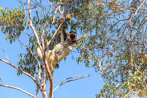 Verreaux's sifaka - hanging, Kirindy Reserve, Madagascar Another series of this friendly tree grazer, the Verreauxs sifaka. This time I dug up some info on their social system.

Like many lemur species, they live in a female dominant society, where females vastly outnumber males. Typically, in a full group there may be up to 7 females, 3 males, and a few young. One theory for this female dominance is based on the lack of sexual dimorphism. Males and females are roughly of equal size, weight and strength, therefore dominance is based on reproductive value, not physical strength.

However, there is still a dominant male. Out of the 3 males, one will be dominant and will have exclusive mating rights with all adult females in the group. The dominant male can be recognized by its dark patch on the chest. Not to be confused by simply having a dark chest, as this is not a patch, it is  simply their dark skin shining through the fur. 

The other males are called "clean-chested". Groups are usually peaceful where everybody knows their place, except for during the breeding season, where the dominant male may be challenged.
https://www.jungledragon.com/image/83227/verreauxs_sifaka_-_feeding_kirindy_reserve_madagascar.html
https://www.jungledragon.com/image/83228/verreauxs_sifaka_-_chest_kirindy_reserve_madagascar.html
https://www.jungledragon.com/image/83230/verreauxs_sifaka_-_resting_kirindy_reserve_madagascar.html
https://www.jungledragon.com/image/83231/verreauxs_sifaka_-_resting_2_kirindy_reserve_madagascar.html
https://www.jungledragon.com/image/83232/verreauxs_sifaka_-_hiding_kirindy_reserve_madagascar.html
https://www.jungledragon.com/image/83233/verreauxs_sifaka_-_habitat_kirindy_reserve_madagascar.html
https://www.jungledragon.com/image/83234/verreauxs_sifaka_-_siesta_kirindy_reserve_madagascar.html
https://www.jungledragon.com/image/83235/verreauxs_sifaka_-_frontal_kirindy_reserve_madagascar.html
 Africa,Kirindy Reserve,Madagascar,Madagascar 2019,Propithecus verreauxi,Verreauxs sifaka,World