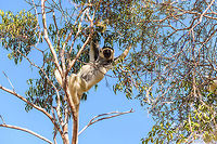 Verreaux's sifaka - hanging, Kirindy Reserve, Madagascar Another series of this friendly tree grazer, the Verreauxs sifaka. This time I dug up some info on their social system.<br />
<br />
Like many lemur species, they live in a female dominant society, where females vastly outnumber males. Typically, in a full group there may be up to 7 females, 3 males, and a few young. One theory for this female dominance is based on the lack of sexual dimorphism. Males and females are roughly of equal size, weight and strength, therefore dominance is based on reproductive value, not physical strength.<br />
<br />
However, there is still a dominant male. Out of the 3 males, one will be dominant and will have exclusive mating rights with all adult females in the group. The dominant male can be recognized by its dark patch on the chest. Not to be confused by simply having a dark chest, as this is not a patch, it is simply their dark skin shining through the fur. <br />
<br />
The other males are called "clean-chested". Groups are usually peaceful where everybody knows their place, except for during the breeding season, where the dominant male may be challenged.<br />
https://www.jungledragon.com/image/83227/verreauxs_sifaka_-_feeding_kirindy_reserve_madagascar.html<br />
https://www.jungledragon.com/image/83228/verreauxs_sifaka_-_chest_kirindy_reserve_madagascar.html<br />
https://www.jungledragon.com/image/83230/verreauxs_sifaka_-_resting_kirindy_reserve_madagascar.html<br />
https://www.jungledragon.com/image/83231/verreauxs_sifaka_-_resting_2_kirindy_reserve_madagascar.html<br />
https://www.jungledragon.com/image/83232/verreauxs_sifaka_-_hiding_kirindy_reserve_madagascar.html<br />
https://www.jungledragon.com/image/83233/verreauxs_sifaka_-_habitat_kirindy_reserve_madagascar.html<br />
https://www.jungledragon.com/image/83234/verreauxs_sifaka_-_siesta_kirindy_reserve_madagascar.html<br />
https://www.jungledragon.com/image/83235/verreauxs_sifaka_-_frontal_kirindy_reserve_madagascar.html<br />
Africa,Kirindy Reserve,Madagascar,Madagascar 2019,Propithecus verreauxi,Verreauxs sifaka,World
