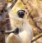 Verreaux's sifaka - resting, Kirindy Reserve, Madagascar Another series of this friendly tree grazer, the Verreauxs sifaka. This time I dug up some info on their social system.<br />
<br />
Like many lemur species, they live in a female dominant society, where females vastly outnumber males. Typically, in a full group there may be up to 7 females, 3 males, and a few young. One theory for this female dominance is based on the lack of sexual dimorphism. Males and females are roughly of equal size, weight and strength, therefore dominance is based on reproductive value, not physical strength.<br />
<br />
However, there is still a dominant male. Out of the 3 males, one will be dominant and will have exclusive mating rights with all adult females in the group. The dominant male can be recognized by its dark patch on the chest. Not to be confused by simply having a dark chest, as this is not a patch, it is  simply their dark skin shining through the fur. <br />
<br />
The other males are called "clean-chested". Groups are usually peaceful where everybody knows their place, except for during the breeding season, where the dominant male may be challenged.<br />
https://www.jungledragon.com/image/83227/verreauxs_sifaka_-_feeding_kirindy_reserve_madagascar.html<br />
https://www.jungledragon.com/image/83228/verreauxs_sifaka_-_chest_kirindy_reserve_madagascar.html<br />
https://www.jungledragon.com/image/83229/verreauxs_sifaka_-_hanging_kirindy_reserve_madagascar.html<br />
https://www.jungledragon.com/image/83231/verreauxs_sifaka_-_resting_2_kirindy_reserve_madagascar.html<br />
https://www.jungledragon.com/image/83232/verreauxs_sifaka_-_hiding_kirindy_reserve_madagascar.html<br />
https://www.jungledragon.com/image/83233/verreauxs_sifaka_-_habitat_kirindy_reserve_madagascar.html<br />
https://www.jungledragon.com/image/83234/verreauxs_sifaka_-_siesta_kirindy_reserve_madagascar.html<br />
https://www.jungledragon.com/image/83235/verreauxs_sifaka_-_frontal_kirindy_reserve_madagascar.html<br />
 Africa,Geotagged,Kirindy Reserve,Madagascar,Madagascar 2019,Propithecus verreauxi,Verreauxs sifaka,Winter,World