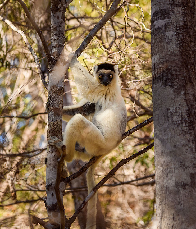 Verreaux's sifaka - resting 2, Kirindy Reserve, Madagascar Another series of this friendly tree grazer, the Verreauxs sifaka. This time I dug up some info on their social system.<br />
<br />
Like many lemur species, they live in a female dominant society, where females vastly outnumber males. Typically, in a full group there may be up to 7 females, 3 males, and a few young. One theory for this female dominance is based on the lack of sexual dimorphism. Males and females are roughly of equal size, weight and strength, therefore dominance is based on reproductive value, not physical strength.<br />
<br />
However, there is still a dominant male. Out of the 3 males, one will be dominant and will have exclusive mating rights with all adult females in the group. The dominant male can be recognized by its dark patch on the chest. Not to be confused by simply having a dark chest, as this is not a patch, it is simply their dark skin shining through the fur. <br />
<br />
The other males are called "clean-chested". Groups are usually peaceful where everybody knows their place, except for during the breeding season, where the dominant male may be challenged.<br />
<figure class="photo"><a href="https://www.jungledragon.com/image/83227/verreauxs_sifaka_-_feeding_kirindy_reserve_madagascar.html" title="Verreaux's sifaka - feeding, Kirindy Reserve, Madagascar"><img src="https://s3.amazonaws.com/media.jungledragon.com/images/2/83227_thumb.jpg?AWSAccessKeyId=05GMT0V3GWVNE7GGM1R2&Expires=1763596810&Signature=sCDfz1NCbRxCr%2FxVhwKYouMMffM%3D" width="200" height="170" alt="Verreaux's sifaka - feeding, Kirindy Reserve, Madagascar Another series of this friendly tree grazer, the Verreauxs sifaka. This time I dug up some info on their social system.<br />
<br />
Like many lemur species, they live in a female dominant society, where females vastly outnumber males. Typically, in a full group there may be up to 7 females, 3 males, and a few young. One theory for this female dominance is based on the lack of sexual dimorphism. Males and females are roughly of equal size, weight and strength, therefore dominance is based on reproductive value, not physical strength.<br />
<br />
However, there is still a dominant male. Out of the 3 males, one will be dominant and will have exclusive mating rights with all adult females in the group. The dominant male can be recognized by its dark patch on the chest. Not to be confused by simply having a dark chest, as this is not a patch, it is simply their dark skin shining through the fur. <br />
<br />
The other males are called "clean-chested". Groups are usually peaceful where everybody knows their place, except for during the breeding season, where the dominant male may be challenged.<br />
https://www.jungledragon.com/image/83228/verreauxs_sifaka_-_chest_kirindy_reserve_madagascar.html<br />
https://www.jungledragon.com/image/83229/verreauxs_sifaka_-_hanging_kirindy_reserve_madagascar.html<br />
https://www.jungledragon.com/image/83230/verreauxs_sifaka_-_resting_kirindy_reserve_madagascar.html<br />
https://www.jungledragon.com/image/83231/verreauxs_sifaka_-_resting_2_kirindy_reserve_madagascar.html<br />
https://www.jungledragon.com/image/83232/verreauxs_sifaka_-_hiding_kirindy_reserve_madagascar.html<br />
https://www.jungledragon.com/image/83233/verreauxs_sifaka_-_habitat_kirindy_reserve_madagascar.html<br />
https://www.jungledragon.com/image/83234/verreauxs_sifaka_-_siesta_kirindy_reserve_madagascar.html<br />
https://www.jungledragon.com/image/83235/verreauxs_sifaka_-_frontal_kirindy_reserve_madagascar.html<br />
Africa,Geotagged,Kirindy Reserve,Madagascar,Madagascar 2019,Propithecus verreauxi,Verreauxs sifaka,Winter,World" /></a></figure><br />
<figure class="photo"><a href="https://www.jungledragon.com/image/83228/verreauxs_sifaka_-_chest_kirindy_reserve_madagascar.html" title="Verreaux's sifaka - chest, Kirindy Reserve, Madagascar"><img src="https://s3.amazonaws.com/media.jungledragon.com/images/2/83228_thumb.jpg?AWSAccessKeyId=05GMT0V3GWVNE7GGM1R2&Expires=1763596810&Signature=WdaHKmcSI%2BC3ReTNIG0aHPse%2BI0%3D" width="200" height="134" alt="Verreaux's sifaka - chest, Kirindy Reserve, Madagascar Another series of this friendly tree grazer, the Verreauxs sifaka. This time I dug up some info on their social system.<br />
<br />
Like many lemur species, they live in a female dominant society, where females vastly outnumber males. Typically, in a full group there may be up to 7 females, 3 males, and a few young. One theory for this female dominance is based on the lack of sexual dimorphism. Males and females are roughly of equal size, weight and strength, therefore dominance is based on reproductive value, not physical strength.<br />
<br />
However, there is still a dominant male. Out of the 3 males, one will be dominant and will have exclusive mating rights with all adult females in the group. The dominant male can be recognized by its dark patch on the chest. Not to be confused by simply having a dark chest, as this is not a patch, it is simply their dark skin shining through the fur. <br />
<br />
The other males are called "clean-chested". Groups are usually peaceful where everybody knows their place, except for during the breeding season, where the dominant male may be challenged.<br />
https://www.jungledragon.com/image/83227/verreauxs_sifaka_-_feeding_kirindy_reserve_madagascar.html<br />
https://www.jungledragon.com/image/83229/verreauxs_sifaka_-_hanging_kirindy_reserve_madagascar.html<br />
https://www.jungledragon.com/image/83230/verreauxs_sifaka_-_resting_kirindy_reserve_madagascar.html<br />
https://www.jungledragon.com/image/83231/verreauxs_sifaka_-_resting_2_kirindy_reserve_madagascar.html<br />
https://www.jungledragon.com/image/83232/verreauxs_sifaka_-_hiding_kirindy_reserve_madagascar.html<br />
https://www.jungledragon.com/image/83233/verreauxs_sifaka_-_habitat_kirindy_reserve_madagascar.html<br />
https://www.jungledragon.com/image/83234/verreauxs_sifaka_-_siesta_kirindy_reserve_madagascar.html<br />
https://www.jungledragon.com/image/83235/verreauxs_sifaka_-_frontal_kirindy_reserve_madagascar.html<br />
Africa,Geotagged,Kirindy Reserve,Madagascar,Madagascar 2019,Propithecus verreauxi,Verreauxs sifaka,Winter,World" /></a></figure><br />
<figure class="photo"><a href="https://www.jungledragon.com/image/83229/verreauxs_sifaka_-_hanging_kirindy_reserve_madagascar.html" title="Verreaux's sifaka - hanging, Kirindy Reserve, Madagascar"><img src="https://s3.amazonaws.com/media.jungledragon.com/images/2/83229_thumb.jpg?AWSAccessKeyId=05GMT0V3GWVNE7GGM1R2&Expires=1763596810&Signature=TZyoiWctUQKsKjhXyEFytxhceOE%3D" width="200" height="134" alt="Verreaux's sifaka - hanging, Kirindy Reserve, Madagascar Another series of this friendly tree grazer, the Verreauxs sifaka. This time I dug up some info on their social system.<br />
<br />
Like many lemur species, they live in a female dominant society, where females vastly outnumber males. Typically, in a full group there may be up to 7 females, 3 males, and a few young. One theory for this female dominance is based on the lack of sexual dimorphism. Males and females are roughly of equal size, weight and strength, therefore dominance is based on reproductive value, not physical strength.<br />
<br />
However, there is still a dominant male. Out of the 3 males, one will be dominant and will have exclusive mating rights with all adult females in the group. The dominant male can be recognized by its dark patch on the chest. Not to be confused by simply having a dark chest, as this is not a patch, it is simply their dark skin shining through the fur. <br />
<br />
The other males are called "clean-chested". Groups are usually peaceful where everybody knows their place, except for during the breeding season, where the dominant male may be challenged.<br />
https://www.jungledragon.com/image/83227/verreauxs_sifaka_-_feeding_kirindy_reserve_madagascar.html<br />
https://www.jungledragon.com/image/83228/verreauxs_sifaka_-_chest_kirindy_reserve_madagascar.html<br />
https://www.jungledragon.com/image/83230/verreauxs_sifaka_-_resting_kirindy_reserve_madagascar.html<br />
https://www.jungledragon.com/image/83231/verreauxs_sifaka_-_resting_2_kirindy_reserve_madagascar.html<br />
https://www.jungledragon.com/image/83232/verreauxs_sifaka_-_hiding_kirindy_reserve_madagascar.html<br />
https://www.jungledragon.com/image/83233/verreauxs_sifaka_-_habitat_kirindy_reserve_madagascar.html<br />
https://www.jungledragon.com/image/83234/verreauxs_sifaka_-_siesta_kirindy_reserve_madagascar.html<br />
https://www.jungledragon.com/image/83235/verreauxs_sifaka_-_frontal_kirindy_reserve_madagascar.html<br />
Africa,Kirindy Reserve,Madagascar,Madagascar 2019,Propithecus verreauxi,Verreauxs sifaka,World" /></a></figure><br />
<figure class="photo"><a href="https://www.jungledragon.com/image/83230/verreauxs_sifaka_-_resting_kirindy_reserve_madagascar.html" title="Verreaux's sifaka - resting, Kirindy Reserve, Madagascar"><img src="https://s3.amazonaws.com/media.jungledragon.com/images/2/83230_thumb.jpg?AWSAccessKeyId=05GMT0V3GWVNE7GGM1R2&Expires=1763596810&Signature=L00YM5bBsPuFAsGry67jeanxyvU%3D" width="150" height="152" alt="Verreaux's sifaka - resting, Kirindy Reserve, Madagascar Another series of this friendly tree grazer, the Verreauxs sifaka. This time I dug up some info on their social system.<br />
<br />
Like many lemur species, they live in a female dominant society, where females vastly outnumber males. Typically, in a full group there may be up to 7 females, 3 males, and a few young. One theory for this female dominance is based on the lack of sexual dimorphism. Males and females are roughly of equal size, weight and strength, therefore dominance is based on reproductive value, not physical strength.<br />
<br />
However, there is still a dominant male. Out of the 3 males, one will be dominant and will have exclusive mating rights with all adult females in the group. The dominant male can be recognized by its dark patch on the chest. Not to be confused by simply having a dark chest, as this is not a patch, it is simply their dark skin shining through the fur. <br />
<br />
The other males are called "clean-chested". Groups are usually peaceful where everybody knows their place, except for during the breeding season, where the dominant male may be challenged.<br />
https://www.jungledragon.com/image/83227/verreauxs_sifaka_-_feeding_kirindy_reserve_madagascar.html<br />
https://www.jungledragon.com/image/83228/verreauxs_sifaka_-_chest_kirindy_reserve_madagascar.html<br />
https://www.jungledragon.com/image/83229/verreauxs_sifaka_-_hanging_kirindy_reserve_madagascar.html<br />
https://www.jungledragon.com/image/83231/verreauxs_sifaka_-_resting_2_kirindy_reserve_madagascar.html<br />
https://www.jungledragon.com/image/83232/verreauxs_sifaka_-_hiding_kirindy_reserve_madagascar.html<br />
https://www.jungledragon.com/image/83233/verreauxs_sifaka_-_habitat_kirindy_reserve_madagascar.html<br />
https://www.jungledragon.com/image/83234/verreauxs_sifaka_-_siesta_kirindy_reserve_madagascar.html<br />
https://www.jungledragon.com/image/83235/verreauxs_sifaka_-_frontal_kirindy_reserve_madagascar.html<br />
Africa,Geotagged,Kirindy Reserve,Madagascar,Madagascar 2019,Propithecus verreauxi,Verreauxs sifaka,Winter,World" /></a></figure><br />
<figure class="photo"><a href="https://www.jungledragon.com/image/83232/verreauxs_sifaka_-_hiding_kirindy_reserve_madagascar.html" title="Verreaux's sifaka - hiding, Kirindy Reserve, Madagascar"><img src="https://s3.amazonaws.com/media.jungledragon.com/images/2/83232_thumb.jpg?AWSAccessKeyId=05GMT0V3GWVNE7GGM1R2&Expires=1763596810&Signature=YPN7TDxGTmoAgW42YtLD7Mvgrfc%3D" width="200" height="142" alt="Verreaux's sifaka - hiding, Kirindy Reserve, Madagascar Another series of this friendly tree grazer, the Verreauxs sifaka. This time I dug up some info on their social system.<br />
<br />
Like many lemur species, they live in a female dominant society, where females vastly outnumber males. Typically, in a full group there may be up to 7 females, 3 males, and a few young. One theory for this female dominance is based on the lack of sexual dimorphism. Males and females are roughly of equal size, weight and strength, therefore dominance is based on reproductive value, not physical strength.<br />
<br />
However, there is still a dominant male. Out of the 3 males, one will be dominant and will have exclusive mating rights with all adult females in the group. The dominant male can be recognized by its dark patch on the chest. Not to be confused by simply having a dark chest, as this is not a patch, it is simply their dark skin shining through the fur. <br />
<br />
The other males are called "clean-chested". Groups are usually peaceful where everybody knows their place, except for during the breeding season, where the dominant male may be challenged.<br />
https://www.jungledragon.com/image/83227/verreauxs_sifaka_-_feeding_kirindy_reserve_madagascar.html<br />
https://www.jungledragon.com/image/83228/verreauxs_sifaka_-_chest_kirindy_reserve_madagascar.html<br />
https://www.jungledragon.com/image/83229/verreauxs_sifaka_-_hanging_kirindy_reserve_madagascar.html<br />
https://www.jungledragon.com/image/83230/verreauxs_sifaka_-_resting_kirindy_reserve_madagascar.html<br />
https://www.jungledragon.com/image/83231/verreauxs_sifaka_-_resting_2_kirindy_reserve_madagascar.html<br />
https://www.jungledragon.com/image/83233/verreauxs_sifaka_-_habitat_kirindy_reserve_madagascar.html<br />
https://www.jungledragon.com/image/83234/verreauxs_sifaka_-_siesta_kirindy_reserve_madagascar.html<br />
https://www.jungledragon.com/image/83235/verreauxs_sifaka_-_frontal_kirindy_reserve_madagascar.html<br />
Africa,Geotagged,Kirindy Reserve,Madagascar,Madagascar 2019,Propithecus verreauxi,Verreauxs sifaka,Winter,World" /></a></figure><br />
<figure class="photo"><a href="https://www.jungledragon.com/image/83233/verreauxs_sifaka_-_habitat_kirindy_reserve_madagascar.html" title="Verreaux's sifaka - habitat, Kirindy Reserve, Madagascar"><img src="https://s3.amazonaws.com/media.jungledragon.com/images/2/83233_thumb.jpg?AWSAccessKeyId=05GMT0V3GWVNE7GGM1R2&Expires=1763596810&Signature=blmKvzWNbCzBMY00El9qLFwVSg0%3D" width="200" height="134" alt="Verreaux's sifaka - habitat, Kirindy Reserve, Madagascar Another series of this friendly tree grazer, the Verreauxs sifaka. This time I dug up some info on their social system.<br />
<br />
Like many lemur species, they live in a female dominant society, where females vastly outnumber males. Typically, in a full group there may be up to 7 females, 3 males, and a few young. One theory for this female dominance is based on the lack of sexual dimorphism. Males and females are roughly of equal size, weight and strength, therefore dominance is based on reproductive value, not physical strength.<br />
<br />
However, there is still a dominant male. Out of the 3 males, one will be dominant and will have exclusive mating rights with all adult females in the group. The dominant male can be recognized by its dark patch on the chest. Not to be confused by simply having a dark chest, as this is not a patch, it is simply their dark skin shining through the fur. <br />
<br />
The other males are called "clean-chested". Groups are usually peaceful where everybody knows their place, except for during the breeding season, where the dominant male may be challenged.<br />
https://www.jungledragon.com/image/83227/verreauxs_sifaka_-_feeding_kirindy_reserve_madagascar.html<br />
https://www.jungledragon.com/image/83228/verreauxs_sifaka_-_chest_kirindy_reserve_madagascar.html<br />
https://www.jungledragon.com/image/83229/verreauxs_sifaka_-_hanging_kirindy_reserve_madagascar.html<br />
https://www.jungledragon.com/image/83230/verreauxs_sifaka_-_resting_kirindy_reserve_madagascar.html<br />
https://www.jungledragon.com/image/83231/verreauxs_sifaka_-_resting_2_kirindy_reserve_madagascar.html<br />
https://www.jungledragon.com/image/83232/verreauxs_sifaka_-_hiding_kirindy_reserve_madagascar.html<br />
https://www.jungledragon.com/image/83234/verreauxs_sifaka_-_siesta_kirindy_reserve_madagascar.html<br />
https://www.jungledragon.com/image/83235/verreauxs_sifaka_-_frontal_kirindy_reserve_madagascar.html<br />
Africa,Kirindy Reserve,Madagascar,Madagascar 2019,Propithecus verreauxi,Verreauxs sifaka,World" /></a></figure><br />
<figure class="photo"><a href="https://www.jungledragon.com/image/83234/verreauxs_sifaka_-_siesta_kirindy_reserve_madagascar.html" title="Verreaux's sifaka - siesta, Kirindy Reserve, Madagascar"><img src="https://s3.amazonaws.com/media.jungledragon.com/images/2/83234_thumb.jpg?AWSAccessKeyId=05GMT0V3GWVNE7GGM1R2&Expires=1763596810&Signature=9miGWszkyZ03X5%2FQRz4Mabcdqpo%3D" width="200" height="176" alt="Verreaux's sifaka - siesta, Kirindy Reserve, Madagascar Another series of this friendly tree grazer, the Verreauxs sifaka. This time I dug up some info on their social system.<br />
<br />
Like many lemur species, they live in a female dominant society, where females vastly outnumber males. Typically, in a full group there may be up to 7 females, 3 males, and a few young. One theory for this female dominance is based on the lack of sexual dimorphism. Males and females are roughly of equal size, weight and strength, therefore dominance is based on reproductive value, not physical strength.<br />
<br />
However, there is still a dominant male. Out of the 3 males, one will be dominant and will have exclusive mating rights with all adult females in the group. The dominant male can be recognized by its dark patch on the chest. Not to be confused by simply having a dark chest, as this is not a patch, it is simply their dark skin shining through the fur. <br />
<br />
The other males are called "clean-chested". Groups are usually peaceful where everybody knows their place, except for during the breeding season, where the dominant male may be challenged.<br />
https://www.jungledragon.com/image/83227/verreauxs_sifaka_-_feeding_kirindy_reserve_madagascar.html<br />
https://www.jungledragon.com/image/83228/verreauxs_sifaka_-_chest_kirindy_reserve_madagascar.html<br />
https://www.jungledragon.com/image/83229/verreauxs_sifaka_-_hanging_kirindy_reserve_madagascar.html<br />
https://www.jungledragon.com/image/83230/verreauxs_sifaka_-_resting_kirindy_reserve_madagascar.html<br />
https://www.jungledragon.com/image/83231/verreauxs_sifaka_-_resting_2_kirindy_reserve_madagascar.html<br />
https://www.jungledragon.com/image/83232/verreauxs_sifaka_-_hiding_kirindy_reserve_madagascar.html<br />
https://www.jungledragon.com/image/83233/verreauxs_sifaka_-_habitat_kirindy_reserve_madagascar.html<br />
https://www.jungledragon.com/image/83235/verreauxs_sifaka_-_frontal_kirindy_reserve_madagascar.html<br />
Africa,Geotagged,Kirindy Reserve,Madagascar,Madagascar 2019,Propithecus verreauxi,Verreauxs sifaka,Winter,World" /></a></figure><br />
<figure class="photo"><a href="https://www.jungledragon.com/image/83235/verreauxs_sifaka_-_frontal_kirindy_reserve_madagascar.html" title="Verreaux's sifaka - frontal, Kirindy Reserve, Madagascar"><img src="https://s3.amazonaws.com/media.jungledragon.com/images/2/83235_thumb.jpg?AWSAccessKeyId=05GMT0V3GWVNE7GGM1R2&Expires=1763596810&Signature=UA2bAm1wNNH26k3nP7ZYE63WVTI%3D" width="200" height="160" alt="Verreaux's sifaka - frontal, Kirindy Reserve, Madagascar Another series of this friendly tree grazer, the Verreauxs sifaka. This time I dug up some info on their social system.<br />
<br />
Like many lemur species, they live in a female dominant society, where females vastly outnumber males. Typically, in a full group there may be up to 7 females, 3 males, and a few young. One theory for this female dominance is based on the lack of sexual dimorphism. Males and females are roughly of equal size, weight and strength, therefore dominance is based on reproductive value, not physical strength.<br />
<br />
However, there is still a dominant male. Out of the 3 males, one will be dominant and will have exclusive mating rights with all adult females in the group. The dominant male can be recognized by its dark patch on the chest. Not to be confused by simply having a dark chest, as this is not a patch, it is simply their dark skin shining through the fur. <br />
<br />
The other males are called "clean-chested". Groups are usually peaceful where everybody knows their place, except for during the breeding season, where the dominant male may be challenged.<br />
https://www.jungledragon.com/image/83227/verreauxs_sifaka_-_feeding_kirindy_reserve_madagascar.html<br />
https://www.jungledragon.com/image/83228/verreauxs_sifaka_-_chest_kirindy_reserve_madagascar.html<br />
https://www.jungledragon.com/image/83229/verreauxs_sifaka_-_hanging_kirindy_reserve_madagascar.html<br />
https://www.jungledragon.com/image/83230/verreauxs_sifaka_-_resting_kirindy_reserve_madagascar.html<br />
https://www.jungledragon.com/image/83231/verreauxs_sifaka_-_resting_2_kirindy_reserve_madagascar.html<br />
https://www.jungledragon.com/image/83232/verreauxs_sifaka_-_hiding_kirindy_reserve_madagascar.html<br />
https://www.jungledragon.com/image/83233/verreauxs_sifaka_-_habitat_kirindy_reserve_madagascar.html<br />
https://www.jungledragon.com/image/83234/verreauxs_sifaka_-_siesta_kirindy_reserve_madagascar.html<br />
Africa,Geotagged,Kirindy Reserve,Madagascar,Madagascar 2019,Propithecus verreauxi,Verreauxs sifaka,Winter,World" /></a></figure><br />
Africa,Geotagged,Kirindy Reserve,Madagascar,Madagascar 2019,Propithecus verreauxi,Verreauxs sifaka,Winter,World