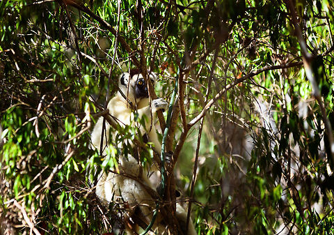 Verreaux's sifaka - hiding, Kirindy Reserve, Madagascar Another series of this friendly tree grazer, the Verreauxs sifaka. This time I dug up some info on their social system.

Like many lemur species, they live in a female dominant society, where females vastly outnumber males. Typically, in a full group there may be up to 7 females, 3 males, and a few young. One theory for this female dominance is based on the lack of sexual dimorphism. Males and females are roughly of equal size, weight and strength, therefore dominance is based on reproductive value, not physical strength.

However, there is still a dominant male. Out of the 3 males, one will be dominant and will have exclusive mating rights with all adult females in the group. The dominant male can be recognized by its dark patch on the chest. Not to be confused by simply having a dark chest, as this is not a patch, it is  simply their dark skin shining through the fur. 

The other males are called "clean-chested". Groups are usually peaceful where everybody knows their place, except for during the breeding season, where the dominant male may be challenged.
https://www.jungledragon.com/image/83227/verreauxs_sifaka_-_feeding_kirindy_reserve_madagascar.html
https://www.jungledragon.com/image/83228/verreauxs_sifaka_-_chest_kirindy_reserve_madagascar.html
https://www.jungledragon.com/image/83229/verreauxs_sifaka_-_hanging_kirindy_reserve_madagascar.html
https://www.jungledragon.com/image/83230/verreauxs_sifaka_-_resting_kirindy_reserve_madagascar.html
https://www.jungledragon.com/image/83231/verreauxs_sifaka_-_resting_2_kirindy_reserve_madagascar.html
https://www.jungledragon.com/image/83233/verreauxs_sifaka_-_habitat_kirindy_reserve_madagascar.html
https://www.jungledragon.com/image/83234/verreauxs_sifaka_-_siesta_kirindy_reserve_madagascar.html
https://www.jungledragon.com/image/83235/verreauxs_sifaka_-_frontal_kirindy_reserve_madagascar.html
 Africa,Geotagged,Kirindy Reserve,Madagascar,Madagascar 2019,Propithecus verreauxi,Verreauxs sifaka,Winter,World