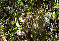 Verreaux's sifaka - hiding, Kirindy Reserve, Madagascar Another series of this friendly tree grazer, the Verreauxs sifaka. This time I dug up some info on their social system.<br />
<br />
Like many lemur species, they live in a female dominant society, where females vastly outnumber males. Typically, in a full group there may be up to 7 females, 3 males, and a few young. One theory for this female dominance is based on the lack of sexual dimorphism. Males and females are roughly of equal size, weight and strength, therefore dominance is based on reproductive value, not physical strength.<br />
<br />
However, there is still a dominant male. Out of the 3 males, one will be dominant and will have exclusive mating rights with all adult females in the group. The dominant male can be recognized by its dark patch on the chest. Not to be confused by simply having a dark chest, as this is not a patch, it is  simply their dark skin shining through the fur. <br />
<br />
The other males are called "clean-chested". Groups are usually peaceful where everybody knows their place, except for during the breeding season, where the dominant male may be challenged.<br />
https://www.jungledragon.com/image/83227/verreauxs_sifaka_-_feeding_kirindy_reserve_madagascar.html<br />
https://www.jungledragon.com/image/83228/verreauxs_sifaka_-_chest_kirindy_reserve_madagascar.html<br />
https://www.jungledragon.com/image/83229/verreauxs_sifaka_-_hanging_kirindy_reserve_madagascar.html<br />
https://www.jungledragon.com/image/83230/verreauxs_sifaka_-_resting_kirindy_reserve_madagascar.html<br />
https://www.jungledragon.com/image/83231/verreauxs_sifaka_-_resting_2_kirindy_reserve_madagascar.html<br />
https://www.jungledragon.com/image/83233/verreauxs_sifaka_-_habitat_kirindy_reserve_madagascar.html<br />
https://www.jungledragon.com/image/83234/verreauxs_sifaka_-_siesta_kirindy_reserve_madagascar.html<br />
https://www.jungledragon.com/image/83235/verreauxs_sifaka_-_frontal_kirindy_reserve_madagascar.html<br />
 Africa,Geotagged,Kirindy Reserve,Madagascar,Madagascar 2019,Propithecus verreauxi,Verreauxs sifaka,Winter,World