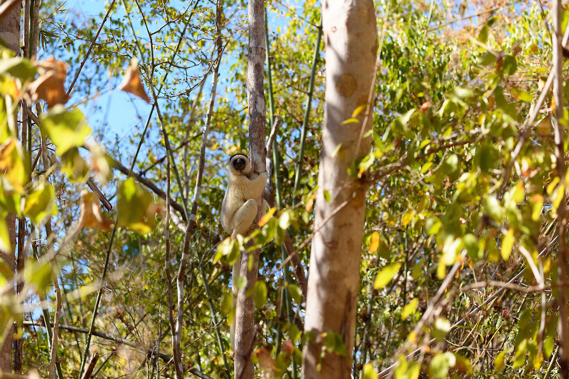Verreaux's sifaka - habitat, Kirindy Reserve, Madagascar Another series of this friendly tree grazer, the Verreauxs sifaka. This time I dug up some info on their social system.<br />
<br />
Like many lemur species, they live in a female dominant society, where females vastly outnumber males. Typically, in a full group there may be up to 7 females, 3 males, and a few young. One theory for this female dominance is based on the lack of sexual dimorphism. Males and females are roughly of equal size, weight and strength, therefore dominance is based on reproductive value, not physical strength.<br />
<br />
However, there is still a dominant male. Out of the 3 males, one will be dominant and will have exclusive mating rights with all adult females in the group. The dominant male can be recognized by its dark patch on the chest. Not to be confused by simply having a dark chest, as this is not a patch, it is  simply their dark skin shining through the fur. <br />
<br />
The other males are called &quot;clean-chested&quot;. Groups are usually peaceful where everybody knows their place, except for during the breeding season, where the dominant male may be challenged.<br />
<figure class="photo"><a href="https://www.jungledragon.com/image/83227/verreauxs_sifaka_-_feeding_kirindy_reserve_madagascar.html" title="Verreaux&#039;s sifaka - feeding, Kirindy Reserve, Madagascar"><img src="https://s3.amazonaws.com/media.jungledragon.com/images/2/83227_thumb.jpg?AWSAccessKeyId=05GMT0V3GWVNE7GGM1R2&Expires=1759968010&Signature=%2FJnTdyNvjtZlezDG%2FSa4uP46JjQ%3D" width="200" height="170" alt="Verreaux&#039;s sifaka - feeding, Kirindy Reserve, Madagascar Another series of this friendly tree grazer, the Verreauxs sifaka. This time I dug up some info on their social system.<br />
<br />
Like many lemur species, they live in a female dominant society, where females vastly outnumber males. Typically, in a full group there may be up to 7 females, 3 males, and a few young. One theory for this female dominance is based on the lack of sexual dimorphism. Males and females are roughly of equal size, weight and strength, therefore dominance is based on reproductive value, not physical strength.<br />
<br />
However, there is still a dominant male. Out of the 3 males, one will be dominant and will have exclusive mating rights with all adult females in the group. The dominant male can be recognized by its dark patch on the chest. Not to be confused by simply having a dark chest, as this is not a patch, it is  simply their dark skin shining through the fur. <br />
<br />
The other males are called &quot;clean-chested&quot;. Groups are usually peaceful where everybody knows their place, except for during the breeding season, where the dominant male may be challenged.<br />
https://www.jungledragon.com/image/83228/verreauxs_sifaka_-_chest_kirindy_reserve_madagascar.html<br />
https://www.jungledragon.com/image/83229/verreauxs_sifaka_-_hanging_kirindy_reserve_madagascar.html<br />
https://www.jungledragon.com/image/83230/verreauxs_sifaka_-_resting_kirindy_reserve_madagascar.html<br />
https://www.jungledragon.com/image/83231/verreauxs_sifaka_-_resting_2_kirindy_reserve_madagascar.html<br />
https://www.jungledragon.com/image/83232/verreauxs_sifaka_-_hiding_kirindy_reserve_madagascar.html<br />
https://www.jungledragon.com/image/83233/verreauxs_sifaka_-_habitat_kirindy_reserve_madagascar.html<br />
https://www.jungledragon.com/image/83234/verreauxs_sifaka_-_siesta_kirindy_reserve_madagascar.html<br />
https://www.jungledragon.com/image/83235/verreauxs_sifaka_-_frontal_kirindy_reserve_madagascar.html<br />
 Africa,Geotagged,Kirindy Reserve,Madagascar,Madagascar 2019,Propithecus verreauxi,Verreauxs sifaka,Winter,World" /></a></figure><br />
<figure class="photo"><a href="https://www.jungledragon.com/image/83228/verreauxs_sifaka_-_chest_kirindy_reserve_madagascar.html" title="Verreaux&#039;s sifaka - chest, Kirindy Reserve, Madagascar"><img src="https://s3.amazonaws.com/media.jungledragon.com/images/2/83228_thumb.jpg?AWSAccessKeyId=05GMT0V3GWVNE7GGM1R2&Expires=1759968010&Signature=wlL511I0MEO6N3yhjiFau11JxyI%3D" width="200" height="134" alt="Verreaux&#039;s sifaka - chest, Kirindy Reserve, Madagascar Another series of this friendly tree grazer, the Verreauxs sifaka. This time I dug up some info on their social system.<br />
<br />
Like many lemur species, they live in a female dominant society, where females vastly outnumber males. Typically, in a full group there may be up to 7 females, 3 males, and a few young. One theory for this female dominance is based on the lack of sexual dimorphism. Males and females are roughly of equal size, weight and strength, therefore dominance is based on reproductive value, not physical strength.<br />
<br />
However, there is still a dominant male. Out of the 3 males, one will be dominant and will have exclusive mating rights with all adult females in the group. The dominant male can be recognized by its dark patch on the chest. Not to be confused by simply having a dark chest, as this is not a patch, it is  simply their dark skin shining through the fur. <br />
<br />
The other males are called &quot;clean-chested&quot;. Groups are usually peaceful where everybody knows their place, except for during the breeding season, where the dominant male may be challenged.<br />
https://www.jungledragon.com/image/83227/verreauxs_sifaka_-_feeding_kirindy_reserve_madagascar.html<br />
https://www.jungledragon.com/image/83229/verreauxs_sifaka_-_hanging_kirindy_reserve_madagascar.html<br />
https://www.jungledragon.com/image/83230/verreauxs_sifaka_-_resting_kirindy_reserve_madagascar.html<br />
https://www.jungledragon.com/image/83231/verreauxs_sifaka_-_resting_2_kirindy_reserve_madagascar.html<br />
https://www.jungledragon.com/image/83232/verreauxs_sifaka_-_hiding_kirindy_reserve_madagascar.html<br />
https://www.jungledragon.com/image/83233/verreauxs_sifaka_-_habitat_kirindy_reserve_madagascar.html<br />
https://www.jungledragon.com/image/83234/verreauxs_sifaka_-_siesta_kirindy_reserve_madagascar.html<br />
https://www.jungledragon.com/image/83235/verreauxs_sifaka_-_frontal_kirindy_reserve_madagascar.html<br />
 Africa,Geotagged,Kirindy Reserve,Madagascar,Madagascar 2019,Propithecus verreauxi,Verreauxs sifaka,Winter,World" /></a></figure><br />
<figure class="photo"><a href="https://www.jungledragon.com/image/83229/verreauxs_sifaka_-_hanging_kirindy_reserve_madagascar.html" title="Verreaux&#039;s sifaka - hanging, Kirindy Reserve, Madagascar"><img src="https://s3.amazonaws.com/media.jungledragon.com/images/2/83229_thumb.jpg?AWSAccessKeyId=05GMT0V3GWVNE7GGM1R2&Expires=1759968010&Signature=wYqYbcqVKPxJOUIxTRoqm2YwF7Q%3D" width="200" height="134" alt="Verreaux&#039;s sifaka - hanging, Kirindy Reserve, Madagascar Another series of this friendly tree grazer, the Verreauxs sifaka. This time I dug up some info on their social system.<br />
<br />
Like many lemur species, they live in a female dominant society, where females vastly outnumber males. Typically, in a full group there may be up to 7 females, 3 males, and a few young. One theory for this female dominance is based on the lack of sexual dimorphism. Males and females are roughly of equal size, weight and strength, therefore dominance is based on reproductive value, not physical strength.<br />
<br />
However, there is still a dominant male. Out of the 3 males, one will be dominant and will have exclusive mating rights with all adult females in the group. The dominant male can be recognized by its dark patch on the chest. Not to be confused by simply having a dark chest, as this is not a patch, it is  simply their dark skin shining through the fur. <br />
<br />
The other males are called &quot;clean-chested&quot;. Groups are usually peaceful where everybody knows their place, except for during the breeding season, where the dominant male may be challenged.<br />
https://www.jungledragon.com/image/83227/verreauxs_sifaka_-_feeding_kirindy_reserve_madagascar.html<br />
https://www.jungledragon.com/image/83228/verreauxs_sifaka_-_chest_kirindy_reserve_madagascar.html<br />
https://www.jungledragon.com/image/83230/verreauxs_sifaka_-_resting_kirindy_reserve_madagascar.html<br />
https://www.jungledragon.com/image/83231/verreauxs_sifaka_-_resting_2_kirindy_reserve_madagascar.html<br />
https://www.jungledragon.com/image/83232/verreauxs_sifaka_-_hiding_kirindy_reserve_madagascar.html<br />
https://www.jungledragon.com/image/83233/verreauxs_sifaka_-_habitat_kirindy_reserve_madagascar.html<br />
https://www.jungledragon.com/image/83234/verreauxs_sifaka_-_siesta_kirindy_reserve_madagascar.html<br />
https://www.jungledragon.com/image/83235/verreauxs_sifaka_-_frontal_kirindy_reserve_madagascar.html<br />
 Africa,Kirindy Reserve,Madagascar,Madagascar 2019,Propithecus verreauxi,Verreauxs sifaka,World" /></a></figure><br />
<figure class="photo"><a href="https://www.jungledragon.com/image/83230/verreauxs_sifaka_-_resting_kirindy_reserve_madagascar.html" title="Verreaux&#039;s sifaka - resting, Kirindy Reserve, Madagascar"><img src="https://s3.amazonaws.com/media.jungledragon.com/images/2/83230_thumb.jpg?AWSAccessKeyId=05GMT0V3GWVNE7GGM1R2&Expires=1759968010&Signature=2YtClSvI%2B7%2FRQDnbjji7laq%2BdQo%3D" width="150" height="152" alt="Verreaux&#039;s sifaka - resting, Kirindy Reserve, Madagascar Another series of this friendly tree grazer, the Verreauxs sifaka. This time I dug up some info on their social system.<br />
<br />
Like many lemur species, they live in a female dominant society, where females vastly outnumber males. Typically, in a full group there may be up to 7 females, 3 males, and a few young. One theory for this female dominance is based on the lack of sexual dimorphism. Males and females are roughly of equal size, weight and strength, therefore dominance is based on reproductive value, not physical strength.<br />
<br />
However, there is still a dominant male. Out of the 3 males, one will be dominant and will have exclusive mating rights with all adult females in the group. The dominant male can be recognized by its dark patch on the chest. Not to be confused by simply having a dark chest, as this is not a patch, it is  simply their dark skin shining through the fur. <br />
<br />
The other males are called &quot;clean-chested&quot;. Groups are usually peaceful where everybody knows their place, except for during the breeding season, where the dominant male may be challenged.<br />
https://www.jungledragon.com/image/83227/verreauxs_sifaka_-_feeding_kirindy_reserve_madagascar.html<br />
https://www.jungledragon.com/image/83228/verreauxs_sifaka_-_chest_kirindy_reserve_madagascar.html<br />
https://www.jungledragon.com/image/83229/verreauxs_sifaka_-_hanging_kirindy_reserve_madagascar.html<br />
https://www.jungledragon.com/image/83231/verreauxs_sifaka_-_resting_2_kirindy_reserve_madagascar.html<br />
https://www.jungledragon.com/image/83232/verreauxs_sifaka_-_hiding_kirindy_reserve_madagascar.html<br />
https://www.jungledragon.com/image/83233/verreauxs_sifaka_-_habitat_kirindy_reserve_madagascar.html<br />
https://www.jungledragon.com/image/83234/verreauxs_sifaka_-_siesta_kirindy_reserve_madagascar.html<br />
https://www.jungledragon.com/image/83235/verreauxs_sifaka_-_frontal_kirindy_reserve_madagascar.html<br />
 Africa,Geotagged,Kirindy Reserve,Madagascar,Madagascar 2019,Propithecus verreauxi,Verreauxs sifaka,Winter,World" /></a></figure><br />
<figure class="photo"><a href="https://www.jungledragon.com/image/83231/verreauxs_sifaka_-_resting_2_kirindy_reserve_madagascar.html" title="Verreaux&#039;s sifaka - resting 2, Kirindy Reserve, Madagascar"><img src="https://s3.amazonaws.com/media.jungledragon.com/images/2/83231_thumb.jpg?AWSAccessKeyId=05GMT0V3GWVNE7GGM1R2&Expires=1759968010&Signature=yktzW5fHxnDVE1xZwewfNcRv0g4%3D" width="132" height="152" alt="Verreaux&#039;s sifaka - resting 2, Kirindy Reserve, Madagascar Another series of this friendly tree grazer, the Verreauxs sifaka. This time I dug up some info on their social system.<br />
<br />
Like many lemur species, they live in a female dominant society, where females vastly outnumber males. Typically, in a full group there may be up to 7 females, 3 males, and a few young. One theory for this female dominance is based on the lack of sexual dimorphism. Males and females are roughly of equal size, weight and strength, therefore dominance is based on reproductive value, not physical strength.<br />
<br />
However, there is still a dominant male. Out of the 3 males, one will be dominant and will have exclusive mating rights with all adult females in the group. The dominant male can be recognized by its dark patch on the chest. Not to be confused by simply having a dark chest, as this is not a patch, it is  simply their dark skin shining through the fur. <br />
<br />
The other males are called &quot;clean-chested&quot;. Groups are usually peaceful where everybody knows their place, except for during the breeding season, where the dominant male may be challenged.<br />
https://www.jungledragon.com/image/83227/verreauxs_sifaka_-_feeding_kirindy_reserve_madagascar.html<br />
https://www.jungledragon.com/image/83228/verreauxs_sifaka_-_chest_kirindy_reserve_madagascar.html<br />
https://www.jungledragon.com/image/83229/verreauxs_sifaka_-_hanging_kirindy_reserve_madagascar.html<br />
https://www.jungledragon.com/image/83230/verreauxs_sifaka_-_resting_kirindy_reserve_madagascar.html<br />
https://www.jungledragon.com/image/83232/verreauxs_sifaka_-_hiding_kirindy_reserve_madagascar.html<br />
https://www.jungledragon.com/image/83233/verreauxs_sifaka_-_habitat_kirindy_reserve_madagascar.html<br />
https://www.jungledragon.com/image/83234/verreauxs_sifaka_-_siesta_kirindy_reserve_madagascar.html<br />
https://www.jungledragon.com/image/83235/verreauxs_sifaka_-_frontal_kirindy_reserve_madagascar.html<br />
 Africa,Geotagged,Kirindy Reserve,Madagascar,Madagascar 2019,Propithecus verreauxi,Verreauxs sifaka,Winter,World" /></a></figure><br />
<figure class="photo"><a href="https://www.jungledragon.com/image/83232/verreauxs_sifaka_-_hiding_kirindy_reserve_madagascar.html" title="Verreaux&#039;s sifaka - hiding, Kirindy Reserve, Madagascar"><img src="https://s3.amazonaws.com/media.jungledragon.com/images/2/83232_thumb.jpg?AWSAccessKeyId=05GMT0V3GWVNE7GGM1R2&Expires=1759968010&Signature=Zw8VQ4qnd5DUvBKlmIIZVNzoXJE%3D" width="200" height="142" alt="Verreaux&#039;s sifaka - hiding, Kirindy Reserve, Madagascar Another series of this friendly tree grazer, the Verreauxs sifaka. This time I dug up some info on their social system.<br />
<br />
Like many lemur species, they live in a female dominant society, where females vastly outnumber males. Typically, in a full group there may be up to 7 females, 3 males, and a few young. One theory for this female dominance is based on the lack of sexual dimorphism. Males and females are roughly of equal size, weight and strength, therefore dominance is based on reproductive value, not physical strength.<br />
<br />
However, there is still a dominant male. Out of the 3 males, one will be dominant and will have exclusive mating rights with all adult females in the group. The dominant male can be recognized by its dark patch on the chest. Not to be confused by simply having a dark chest, as this is not a patch, it is  simply their dark skin shining through the fur. <br />
<br />
The other males are called &quot;clean-chested&quot;. Groups are usually peaceful where everybody knows their place, except for during the breeding season, where the dominant male may be challenged.<br />
https://www.jungledragon.com/image/83227/verreauxs_sifaka_-_feeding_kirindy_reserve_madagascar.html<br />
https://www.jungledragon.com/image/83228/verreauxs_sifaka_-_chest_kirindy_reserve_madagascar.html<br />
https://www.jungledragon.com/image/83229/verreauxs_sifaka_-_hanging_kirindy_reserve_madagascar.html<br />
https://www.jungledragon.com/image/83230/verreauxs_sifaka_-_resting_kirindy_reserve_madagascar.html<br />
https://www.jungledragon.com/image/83231/verreauxs_sifaka_-_resting_2_kirindy_reserve_madagascar.html<br />
https://www.jungledragon.com/image/83233/verreauxs_sifaka_-_habitat_kirindy_reserve_madagascar.html<br />
https://www.jungledragon.com/image/83234/verreauxs_sifaka_-_siesta_kirindy_reserve_madagascar.html<br />
https://www.jungledragon.com/image/83235/verreauxs_sifaka_-_frontal_kirindy_reserve_madagascar.html<br />
 Africa,Geotagged,Kirindy Reserve,Madagascar,Madagascar 2019,Propithecus verreauxi,Verreauxs sifaka,Winter,World" /></a></figure><br />
<figure class="photo"><a href="https://www.jungledragon.com/image/83234/verreauxs_sifaka_-_siesta_kirindy_reserve_madagascar.html" title="Verreaux&#039;s sifaka - siesta, Kirindy Reserve, Madagascar"><img src="https://s3.amazonaws.com/media.jungledragon.com/images/2/83234_thumb.jpg?AWSAccessKeyId=05GMT0V3GWVNE7GGM1R2&Expires=1759968010&Signature=LNTDqSgzHw1xoKQnWrH7TLQb1YQ%3D" width="200" height="176" alt="Verreaux&#039;s sifaka - siesta, Kirindy Reserve, Madagascar Another series of this friendly tree grazer, the Verreauxs sifaka. This time I dug up some info on their social system.<br />
<br />
Like many lemur species, they live in a female dominant society, where females vastly outnumber males. Typically, in a full group there may be up to 7 females, 3 males, and a few young. One theory for this female dominance is based on the lack of sexual dimorphism. Males and females are roughly of equal size, weight and strength, therefore dominance is based on reproductive value, not physical strength.<br />
<br />
However, there is still a dominant male. Out of the 3 males, one will be dominant and will have exclusive mating rights with all adult females in the group. The dominant male can be recognized by its dark patch on the chest. Not to be confused by simply having a dark chest, as this is not a patch, it is  simply their dark skin shining through the fur. <br />
<br />
The other males are called &quot;clean-chested&quot;. Groups are usually peaceful where everybody knows their place, except for during the breeding season, where the dominant male may be challenged.<br />
https://www.jungledragon.com/image/83227/verreauxs_sifaka_-_feeding_kirindy_reserve_madagascar.html<br />
https://www.jungledragon.com/image/83228/verreauxs_sifaka_-_chest_kirindy_reserve_madagascar.html<br />
https://www.jungledragon.com/image/83229/verreauxs_sifaka_-_hanging_kirindy_reserve_madagascar.html<br />
https://www.jungledragon.com/image/83230/verreauxs_sifaka_-_resting_kirindy_reserve_madagascar.html<br />
https://www.jungledragon.com/image/83231/verreauxs_sifaka_-_resting_2_kirindy_reserve_madagascar.html<br />
https://www.jungledragon.com/image/83232/verreauxs_sifaka_-_hiding_kirindy_reserve_madagascar.html<br />
https://www.jungledragon.com/image/83233/verreauxs_sifaka_-_habitat_kirindy_reserve_madagascar.html<br />
https://www.jungledragon.com/image/83235/verreauxs_sifaka_-_frontal_kirindy_reserve_madagascar.html<br />
 Africa,Geotagged,Kirindy Reserve,Madagascar,Madagascar 2019,Propithecus verreauxi,Verreauxs sifaka,Winter,World" /></a></figure><br />
<figure class="photo"><a href="https://www.jungledragon.com/image/83235/verreauxs_sifaka_-_frontal_kirindy_reserve_madagascar.html" title="Verreaux&#039;s sifaka - frontal, Kirindy Reserve, Madagascar"><img src="https://s3.amazonaws.com/media.jungledragon.com/images/2/83235_thumb.jpg?AWSAccessKeyId=05GMT0V3GWVNE7GGM1R2&Expires=1759968010&Signature=p0JOiTMUR4PHbvBSg121Nt57DdE%3D" width="200" height="160" alt="Verreaux&#039;s sifaka - frontal, Kirindy Reserve, Madagascar Another series of this friendly tree grazer, the Verreauxs sifaka. This time I dug up some info on their social system.<br />
<br />
Like many lemur species, they live in a female dominant society, where females vastly outnumber males. Typically, in a full group there may be up to 7 females, 3 males, and a few young. One theory for this female dominance is based on the lack of sexual dimorphism. Males and females are roughly of equal size, weight and strength, therefore dominance is based on reproductive value, not physical strength.<br />
<br />
However, there is still a dominant male. Out of the 3 males, one will be dominant and will have exclusive mating rights with all adult females in the group. The dominant male can be recognized by its dark patch on the chest. Not to be confused by simply having a dark chest, as this is not a patch, it is  simply their dark skin shining through the fur. <br />
<br />
The other males are called &quot;clean-chested&quot;. Groups are usually peaceful where everybody knows their place, except for during the breeding season, where the dominant male may be challenged.<br />
https://www.jungledragon.com/image/83227/verreauxs_sifaka_-_feeding_kirindy_reserve_madagascar.html<br />
https://www.jungledragon.com/image/83228/verreauxs_sifaka_-_chest_kirindy_reserve_madagascar.html<br />
https://www.jungledragon.com/image/83229/verreauxs_sifaka_-_hanging_kirindy_reserve_madagascar.html<br />
https://www.jungledragon.com/image/83230/verreauxs_sifaka_-_resting_kirindy_reserve_madagascar.html<br />
https://www.jungledragon.com/image/83231/verreauxs_sifaka_-_resting_2_kirindy_reserve_madagascar.html<br />
https://www.jungledragon.com/image/83232/verreauxs_sifaka_-_hiding_kirindy_reserve_madagascar.html<br />
https://www.jungledragon.com/image/83233/verreauxs_sifaka_-_habitat_kirindy_reserve_madagascar.html<br />
https://www.jungledragon.com/image/83234/verreauxs_sifaka_-_siesta_kirindy_reserve_madagascar.html<br />
 Africa,Geotagged,Kirindy Reserve,Madagascar,Madagascar 2019,Propithecus verreauxi,Verreauxs sifaka,Winter,World" /></a></figure><br />
 Africa,Kirindy Reserve,Madagascar,Madagascar 2019,Propithecus verreauxi,Verreauxs sifaka,World