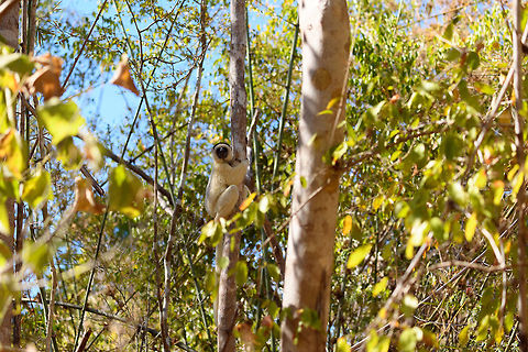 Verreaux's sifaka - habitat, Kirindy Reserve, Madagascar Another series of this friendly tree grazer, the Verreauxs sifaka. This time I dug up some info on their social system.

Like many lemur species, they live in a female dominant society, where females vastly outnumber males. Typically, in a full group there may be up to 7 females, 3 males, and a few young. One theory for this female dominance is based on the lack of sexual dimorphism. Males and females are roughly of equal size, weight and strength, therefore dominance is based on reproductive value, not physical strength.

However, there is still a dominant male. Out of the 3 males, one will be dominant and will have exclusive mating rights with all adult females in the group. The dominant male can be recognized by its dark patch on the chest. Not to be confused by simply having a dark chest, as this is not a patch, it is  simply their dark skin shining through the fur. 

The other males are called "clean-chested". Groups are usually peaceful where everybody knows their place, except for during the breeding season, where the dominant male may be challenged.
https://www.jungledragon.com/image/83227/verreauxs_sifaka_-_feeding_kirindy_reserve_madagascar.html
https://www.jungledragon.com/image/83228/verreauxs_sifaka_-_chest_kirindy_reserve_madagascar.html
https://www.jungledragon.com/image/83229/verreauxs_sifaka_-_hanging_kirindy_reserve_madagascar.html
https://www.jungledragon.com/image/83230/verreauxs_sifaka_-_resting_kirindy_reserve_madagascar.html
https://www.jungledragon.com/image/83231/verreauxs_sifaka_-_resting_2_kirindy_reserve_madagascar.html
https://www.jungledragon.com/image/83232/verreauxs_sifaka_-_hiding_kirindy_reserve_madagascar.html
https://www.jungledragon.com/image/83234/verreauxs_sifaka_-_siesta_kirindy_reserve_madagascar.html
https://www.jungledragon.com/image/83235/verreauxs_sifaka_-_frontal_kirindy_reserve_madagascar.html
 Africa,Kirindy Reserve,Madagascar,Madagascar 2019,Propithecus verreauxi,Verreauxs sifaka,World