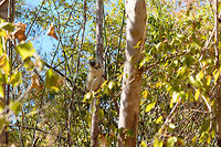 Verreaux's sifaka - habitat, Kirindy Reserve, Madagascar Another series of this friendly tree grazer, the Verreauxs sifaka. This time I dug up some info on their social system.<br />
<br />
Like many lemur species, they live in a female dominant society, where females vastly outnumber males. Typically, in a full group there may be up to 7 females, 3 males, and a few young. One theory for this female dominance is based on the lack of sexual dimorphism. Males and females are roughly of equal size, weight and strength, therefore dominance is based on reproductive value, not physical strength.<br />
<br />
However, there is still a dominant male. Out of the 3 males, one will be dominant and will have exclusive mating rights with all adult females in the group. The dominant male can be recognized by its dark patch on the chest. Not to be confused by simply having a dark chest, as this is not a patch, it is simply their dark skin shining through the fur. <br />
<br />
The other males are called "clean-chested". Groups are usually peaceful where everybody knows their place, except for during the breeding season, where the dominant male may be challenged.<br />
https://www.jungledragon.com/image/83227/verreauxs_sifaka_-_feeding_kirindy_reserve_madagascar.html<br />
https://www.jungledragon.com/image/83228/verreauxs_sifaka_-_chest_kirindy_reserve_madagascar.html<br />
https://www.jungledragon.com/image/83229/verreauxs_sifaka_-_hanging_kirindy_reserve_madagascar.html<br />
https://www.jungledragon.com/image/83230/verreauxs_sifaka_-_resting_kirindy_reserve_madagascar.html<br />
https://www.jungledragon.com/image/83231/verreauxs_sifaka_-_resting_2_kirindy_reserve_madagascar.html<br />
https://www.jungledragon.com/image/83232/verreauxs_sifaka_-_hiding_kirindy_reserve_madagascar.html<br />
https://www.jungledragon.com/image/83234/verreauxs_sifaka_-_siesta_kirindy_reserve_madagascar.html<br />
https://www.jungledragon.com/image/83235/verreauxs_sifaka_-_frontal_kirindy_reserve_madagascar.html<br />
Africa,Kirindy Reserve,Madagascar,Madagascar 2019,Propithecus verreauxi,Verreauxs sifaka,World