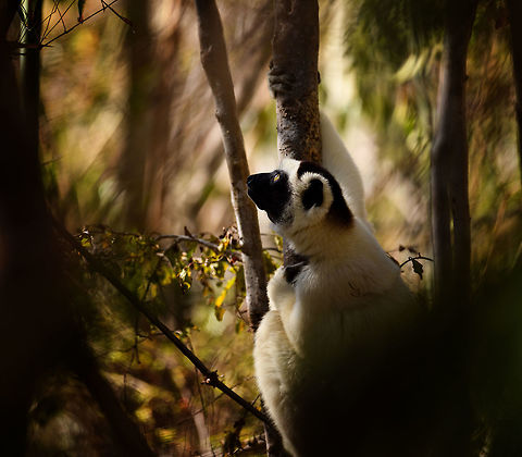Verreaux's sifaka - siesta, Kirindy Reserve, Madagascar Another series of this friendly tree grazer, the Verreauxs sifaka. This time I dug up some info on their social system.

Like many lemur species, they live in a female dominant society, where females vastly outnumber males. Typically, in a full group there may be up to 7 females, 3 males, and a few young. One theory for this female dominance is based on the lack of sexual dimorphism. Males and females are roughly of equal size, weight and strength, therefore dominance is based on reproductive value, not physical strength.

However, there is still a dominant male. Out of the 3 males, one will be dominant and will have exclusive mating rights with all adult females in the group. The dominant male can be recognized by its dark patch on the chest. Not to be confused by simply having a dark chest, as this is not a patch, it is  simply their dark skin shining through the fur. 

The other males are called "clean-chested". Groups are usually peaceful where everybody knows their place, except for during the breeding season, where the dominant male may be challenged.
https://www.jungledragon.com/image/83227/verreauxs_sifaka_-_feeding_kirindy_reserve_madagascar.html
https://www.jungledragon.com/image/83228/verreauxs_sifaka_-_chest_kirindy_reserve_madagascar.html
https://www.jungledragon.com/image/83229/verreauxs_sifaka_-_hanging_kirindy_reserve_madagascar.html
https://www.jungledragon.com/image/83230/verreauxs_sifaka_-_resting_kirindy_reserve_madagascar.html
https://www.jungledragon.com/image/83231/verreauxs_sifaka_-_resting_2_kirindy_reserve_madagascar.html
https://www.jungledragon.com/image/83232/verreauxs_sifaka_-_hiding_kirindy_reserve_madagascar.html
https://www.jungledragon.com/image/83233/verreauxs_sifaka_-_habitat_kirindy_reserve_madagascar.html
https://www.jungledragon.com/image/83235/verreauxs_sifaka_-_frontal_kirindy_reserve_madagascar.html
 Africa,Geotagged,Kirindy Reserve,Madagascar,Madagascar 2019,Propithecus verreauxi,Verreauxs sifaka,Winter,World