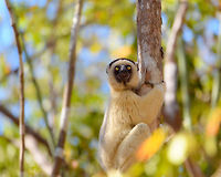 Verreaux's sifaka - frontal, Kirindy Reserve, Madagascar Another series of this friendly tree grazer, the Verreauxs sifaka. This time I dug up some info on their social system.<br />
<br />
Like many lemur species, they live in a female dominant society, where females vastly outnumber males. Typically, in a full group there may be up to 7 females, 3 males, and a few young. One theory for this female dominance is based on the lack of sexual dimorphism. Males and females are roughly of equal size, weight and strength, therefore dominance is based on reproductive value, not physical strength.<br />
<br />
However, there is still a dominant male. Out of the 3 males, one will be dominant and will have exclusive mating rights with all adult females in the group. The dominant male can be recognized by its dark patch on the chest. Not to be confused by simply having a dark chest, as this is not a patch, it is simply their dark skin shining through the fur. <br />
<br />
The other males are called "clean-chested". Groups are usually peaceful where everybody knows their place, except for during the breeding season, where the dominant male may be challenged.<br />
https://www.jungledragon.com/image/83227/verreauxs_sifaka_-_feeding_kirindy_reserve_madagascar.html<br />
https://www.jungledragon.com/image/83228/verreauxs_sifaka_-_chest_kirindy_reserve_madagascar.html<br />
https://www.jungledragon.com/image/83229/verreauxs_sifaka_-_hanging_kirindy_reserve_madagascar.html<br />
https://www.jungledragon.com/image/83230/verreauxs_sifaka_-_resting_kirindy_reserve_madagascar.html<br />
https://www.jungledragon.com/image/83231/verreauxs_sifaka_-_resting_2_kirindy_reserve_madagascar.html<br />
https://www.jungledragon.com/image/83232/verreauxs_sifaka_-_hiding_kirindy_reserve_madagascar.html<br />
https://www.jungledragon.com/image/83233/verreauxs_sifaka_-_habitat_kirindy_reserve_madagascar.html<br />
https://www.jungledragon.com/image/83234/verreauxs_sifaka_-_siesta_kirindy_reserve_madagascar.html<br />
Africa,Geotagged,Kirindy Reserve,Madagascar,Madagascar 2019,Propithecus verreauxi,Verreauxs sifaka,Winter,World