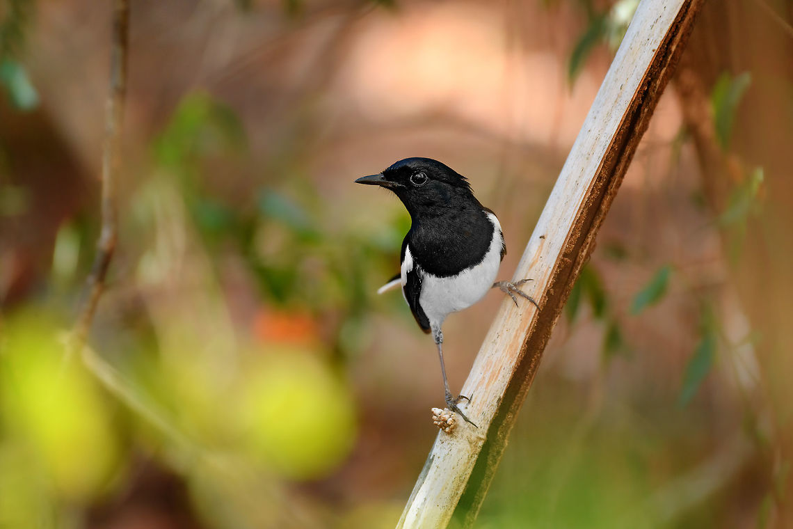 Madagascar Magpie Robin - male, Kirindy Reserve, Madagascar The male of the Madagascar Magpie Robin, one of the most common birds in Madagascar. Endemic to Madagascar, but occuring in every habitat across the main island. It does not occur on the surrounding Indian Ocean Islands. <br />
<br />
Not just common to occur, also very common to see as it's not a shy bird. It regularly perches within 5-10m range and from that distance, does not easily flee. It's a poser.<br />
<br />
There are 3 sub species, which can be recognized by plumage. This is likely the C. Pica sub species.<br />
<figure class="photo"><a href="https://www.jungledragon.com/image/83242/madagascar_magpie_robin_-_male_perched_kirindy_reserve_madagascar.html" title="Madagascar Magpie Robin - male perched, Kirindy Reserve, Madagascar"><img src="https://s3.amazonaws.com/media.jungledragon.com/images/2/83242_thumb.jpg?AWSAccessKeyId=05GMT0V3GWVNE7GGM1R2&Expires=1759968010&Signature=BWTlDascUfww771WkJnxPWfulXM%3D" width="200" height="162" alt="Madagascar Magpie Robin - male perched, Kirindy Reserve, Madagascar The male of the Madagascar Magpie Robin, one of the most common birds in Madagascar. Endemic to Madagascar, but occuring in every habitat across the main island. It does not occur on the surrounding Indian Ocean Islands. <br />
<br />
Not just common to occur, also very common to see as it's not a shy bird. It regularly perches within 5-10m range and from that distance, does not easily flee. It's a poser.<br />
<br />
There are 3 sub species, which can be recognized by plumage. This is likely the C. Pica sub species.<br />
https://www.jungledragon.com/image/83241/madagascar_magpie_robin_-_male_kirindy_reserve_madagascar.html<br />
Here's the female, seen a few years earlier:<br />
<br />
https://www.jungledragon.com/image/38708/female_madagascar_robin_ankarana_madagascar.html Africa,Copsychus albospecularis,Kirindy Reserve,Madagascar,Madagascar 2019,Madagascar Magpie-Robin,World" /></a></figure><br />
Here's the female, seen a few years earlier:<br />
<br />
<figure class="photo"><a href="https://www.jungledragon.com/image/38708/female_madagascar_robin_ankarana_madagascar.html" title="Female Madagascar Robin, Ankarana, Madagascar"><img src="https://s3.amazonaws.com/media.jungledragon.com/images/2/38708_thumb.jpg?AWSAccessKeyId=05GMT0V3GWVNE7GGM1R2&Expires=1759968010&Signature=Vz8QDxxYK0vGjEcLNC4q79DiWR0%3D" width="200" height="136" alt="Female Madagascar Robin, Ankarana, Madagascar As a note to all birds: please pose like this. Close to me, at eye-level, without distractions in the background, from a side pose, and with the light reflecting in your eyes. Thank you in advance. Africa,Ankarana,Copsychus albospecularis,Geotagged,Madagascar,Madagascar Magpie-Robin,Madagascar North,Spring,World" /></a></figure> Africa,Copsychus albospecularis,Geotagged,Kirindy Reserve,Madagascar,Madagascar 2019,Madagascar Magpie-Robin,Winter,World