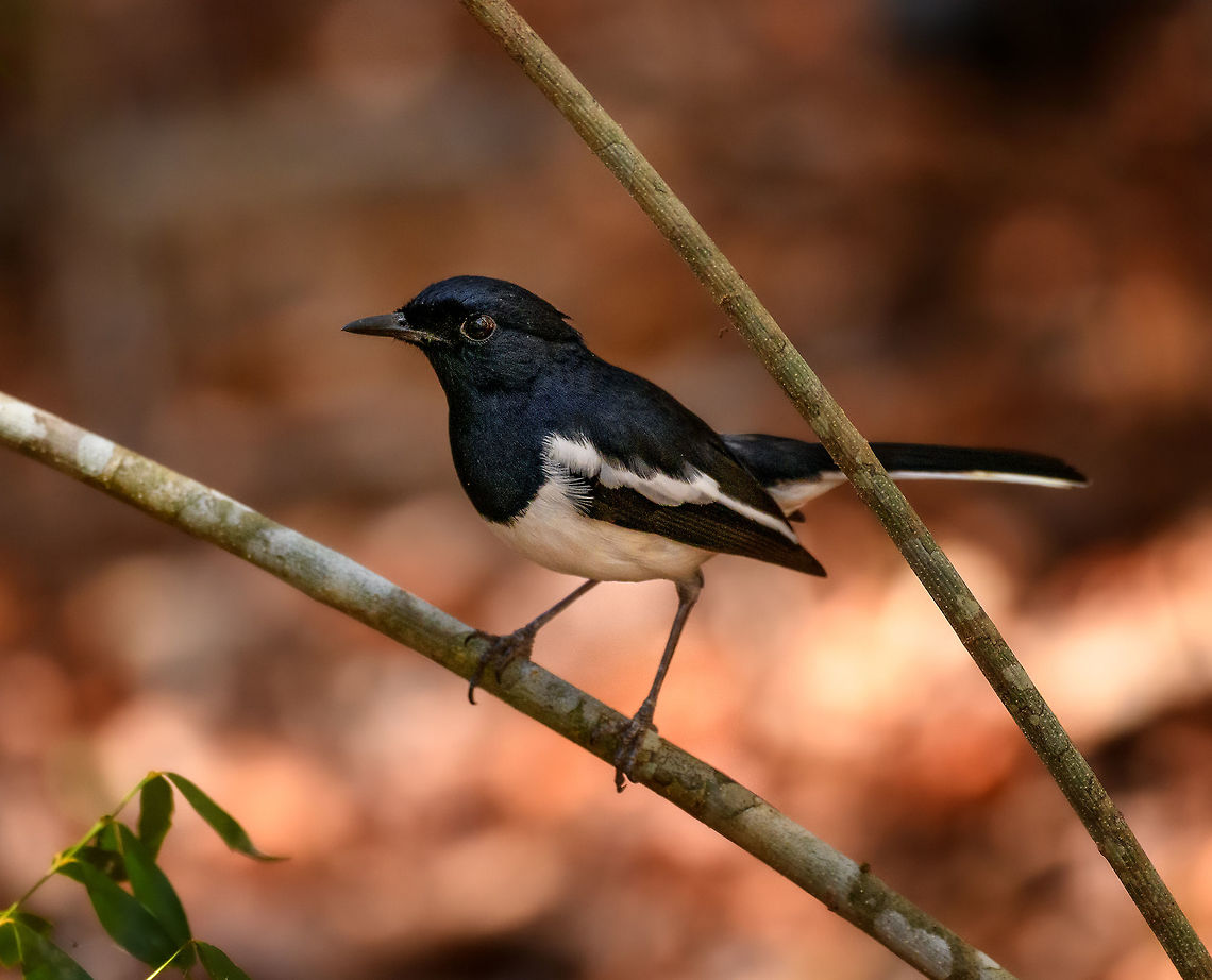 Madagascar Magpie Robin - male perched, Kirindy Reserve, Madagascar The male of the Madagascar Magpie Robin, one of the most common birds in Madagascar. Endemic to Madagascar, but occuring in every habitat across the main island. It does not occur on the surrounding Indian Ocean Islands. <br />
<br />
Not just common to occur, also very common to see as it&#039;s not a shy bird. It regularly perches within 5-10m range and from that distance, does not easily flee. It&#039;s a poser.<br />
<br />
There are 3 sub species, which can be recognized by plumage. This is likely the C. Pica sub species.<br />
<figure class="photo"><a href="https://www.jungledragon.com/image/83241/madagascar_magpie_robin_-_male_kirindy_reserve_madagascar.html" title="Madagascar Magpie Robin - male, Kirindy Reserve, Madagascar"><img src="https://s3.amazonaws.com/media.jungledragon.com/images/2/83241_thumb.jpg?AWSAccessKeyId=05GMT0V3GWVNE7GGM1R2&Expires=1759968010&Signature=nLht4RsGkeXAlDXwBAc%2FNeRj4I0%3D" width="200" height="134" alt="Madagascar Magpie Robin - male, Kirindy Reserve, Madagascar The male of the Madagascar Magpie Robin, one of the most common birds in Madagascar. Endemic to Madagascar, but occuring in every habitat across the main island. It does not occur on the surrounding Indian Ocean Islands. <br />
<br />
Not just common to occur, also very common to see as it&#039;s not a shy bird. It regularly perches within 5-10m range and from that distance, does not easily flee. It&#039;s a poser.<br />
<br />
There are 3 sub species, which can be recognized by plumage. This is likely the C. Pica sub species.<br />
https://www.jungledragon.com/image/83242/madagascar_magpie_robin_-_male_perched_kirindy_reserve_madagascar.html<br />
Here&#039;s the female, seen a few years earlier:<br />
<br />
https://www.jungledragon.com/image/38708/female_madagascar_robin_ankarana_madagascar.html Africa,Copsychus albospecularis,Geotagged,Kirindy Reserve,Madagascar,Madagascar 2019,Madagascar Magpie-Robin,Winter,World" /></a></figure><br />
Here&#039;s the female, seen a few years earlier:<br />
<br />
<figure class="photo"><a href="https://www.jungledragon.com/image/38708/female_madagascar_robin_ankarana_madagascar.html" title="Female Madagascar Robin, Ankarana, Madagascar"><img src="https://s3.amazonaws.com/media.jungledragon.com/images/2/38708_thumb.jpg?AWSAccessKeyId=05GMT0V3GWVNE7GGM1R2&Expires=1759968010&Signature=Vz8QDxxYK0vGjEcLNC4q79DiWR0%3D" width="200" height="136" alt="Female Madagascar Robin, Ankarana, Madagascar As a note to all birds: please pose like this. Close to me, at eye-level, without distractions in the background, from a side pose, and with the light reflecting in your eyes. Thank you in advance. Africa,Ankarana,Copsychus albospecularis,Geotagged,Madagascar,Madagascar Magpie-Robin,Madagascar North,Spring,World" /></a></figure> Africa,Copsychus albospecularis,Kirindy Reserve,Madagascar,Madagascar 2019,Madagascar Magpie-Robin,World