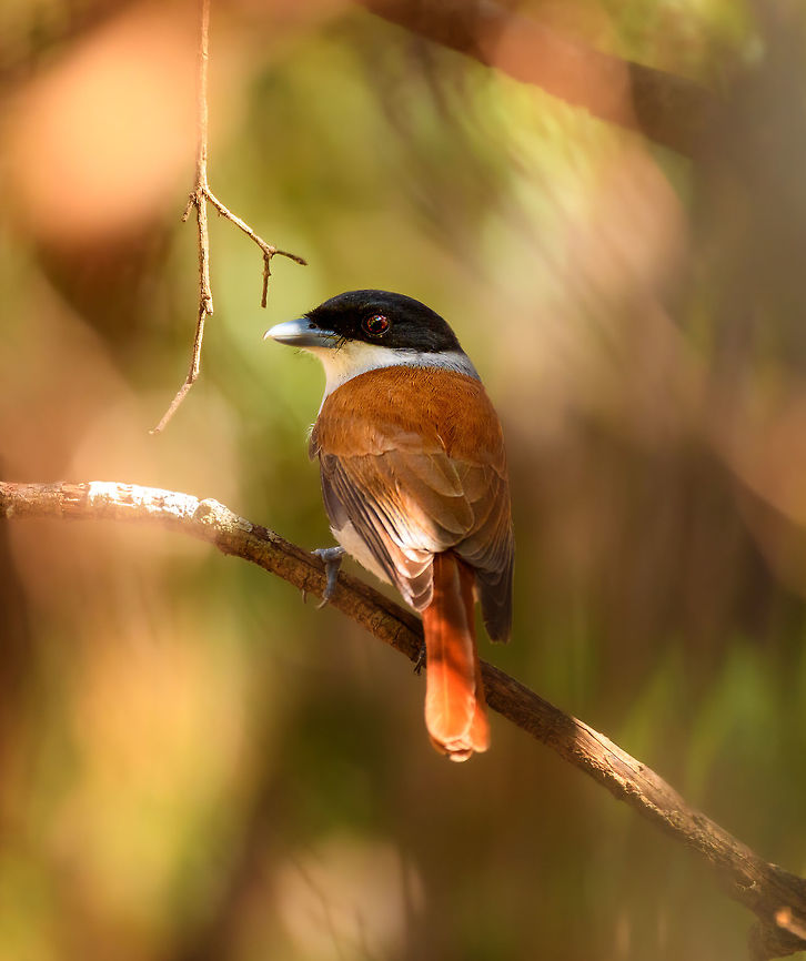 Female Rufous Vanga, Kirindy Reserve, Madagascar The female can be recognized by the white throat, which is black for the male:<br />
<figure class="photo"><a href="https://www.jungledragon.com/image/39533/rufous_vanga_-_side_view_ankarafantsika_madagascar.html" title="Rufous vanga - side view, Ankarafantsika, Madagascar"><img src="https://s3.amazonaws.com/media.jungledragon.com/images/2/39533_thumb.jpg?AWSAccessKeyId=05GMT0V3GWVNE7GGM1R2&Expires=1769040010&Signature=7sOA3u5W0wf09MESSnXfDdq%2B3I8%3D" width="200" height="134" alt="Rufous vanga - side view, Ankarafantsika, Madagascar Male Rufous Vanga, female nearby:<br />
https://www.jungledragon.com/image/39520/rufous_vanga_ankarafantsika_madagascar.html Africa,Ankarafantsika,Geotagged,Madagascar,Madagascar North,Rufous vanga,Schetba rufa,Spring,World" /></a></figure> Africa,Geotagged,Kirindy Reserve,Madagascar,Madagascar 2019,Rufous vanga,Schetba rufa,Winter,World