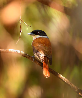 Female Rufous Vanga, Kirindy Reserve, Madagascar The female can be recognized by the white throat, which is black for the male:
https://www.jungledragon.com/image/39533/rufous_vanga_-_side_view_ankarafantsika_madagascar.html Africa,Geotagged,Kirindy Reserve,Madagascar,Madagascar 2019,Rufous vanga,Schetba rufa,Winter,World