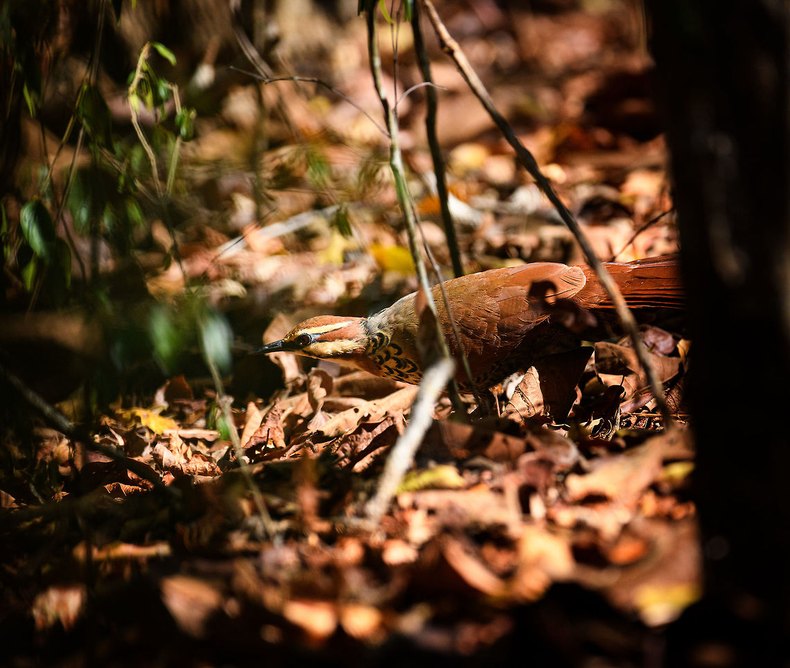 White-breasted mesite, Kirindy Reserve, Madagascar A rare and vulnerable species. It has a severely fragmented distribution. Five sites are known, as per 2018 the estimated mature individuals is 5,300 and further declining. No plan is in place to monitor or conserve the species. <br />
<br />
(note: this is what IUCN claims, yet in one of my photos I found an individual that was ringed)<br />
<br />
Although described as highly secretive, at Kirindy (technically part of the Menabe forest), it seems common to see them, or I'm simply extremely lucky. On all 3 daytime hikes in Kirindy (spread across 2 visits), we've seen them. <br />
<br />
They can be a pain to photograph though. They allow you to approach to about 20m and then flee away from you. Not running, just walking in opposite direction. You can't follow because they go into the dense forest whilst you have to use the paths. Close in faster and they will flee faster, always keeping this distance between you and themselves.<br />
<br />
The only thing to do is to go around them in a very wide circle and hope they happen to chose a path in the direction you're waiting. Or, you can close them in using multiple people. Finally, find that tiny gap in between branches where they may show their head for 0.5s. Africa,Geotagged,Kirindy Reserve,Madagascar,Madagascar 2019,Mesitornis variegatus,White-breasted mesite,Winter,World