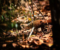 White-breasted mesite, Kirindy Reserve, Madagascar A rare and vulnerable species. It has a severely fragmented distribution. Five sites are known, as per 2018 the estimated mature individuals is 5,300 and further declining. No plan is in place to monitor or conserve the species. <br />
<br />
(note: this is what IUCN claims, yet in one of my photos I found an individual that was ringed)<br />
<br />
Although described as highly secretive, at Kirindy (technically part of the Menabe forest), it seems common to see them, or I'm simply extremely lucky. On all 3 daytime hikes in Kirindy (spread across 2 visits), we've seen them. <br />
<br />
They can be a pain to photograph though. They allow you to approach to about 20m and then flee away from you. Not running, just walking in opposite direction. You can't follow because they go into the dense forest whilst you have to use the paths. Close in faster and they will flee faster, always keeping this distance between you and themselves.<br />
<br />
The only thing to do is to go around them in a very wide circle and hope they happen to chose a path in the direction you're waiting. Or, you can close them in using multiple people. Finally, find that tiny gap in between branches where they may show their head for 0.5s. Africa,Geotagged,Kirindy Reserve,Madagascar,Madagascar 2019,Mesitornis variegatus,White-breasted mesite,Winter,World
