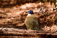 Giant Coua - closeup, Kirindy Reserve, Madagascar The Giant coua (Coua gigas) is a ground dwelling species that is common in Madagascar. It behaves chicken-like, strolling on the forest floor, picking insects and small vertebrates. <br />
<br />
It looks highly similar to Coquerel's coua (Coua coquereli), yet is considerably larger, about twice the size. As size can be hard to estimate from a photo, a more useful difference is found in the bill. The Giant Coua has a thick and stout bill, much more robust compared to the Coquerel's coua.<br />
https://www.jungledragon.com/image/83281/giant_coua_kirindy_reserve_madagascar.html<br />
https://www.jungledragon.com/image/83282/giant_coua_-_pose_kirindy_reserve_madagascar.html<br />
https://www.jungledragon.com/image/83283/giant_coua_-_face_kirindy_reserve_madagascar.html<br />
https://www.jungledragon.com/image/83284/giant_coua_-_frontal_kirindy_reserve_madagascar.html<br />
https://www.jungledragon.com/image/83285/giant_coua_-_full_bird_kirindy_reserve_madagascar.html<br />
https://www.youtube.com/watch?v=c3e1-B91YlU Africa,Coua gigas,Geotagged,Giant Coua,Kirindy Reserve,Madagascar,Madagascar 2019,Winter,World