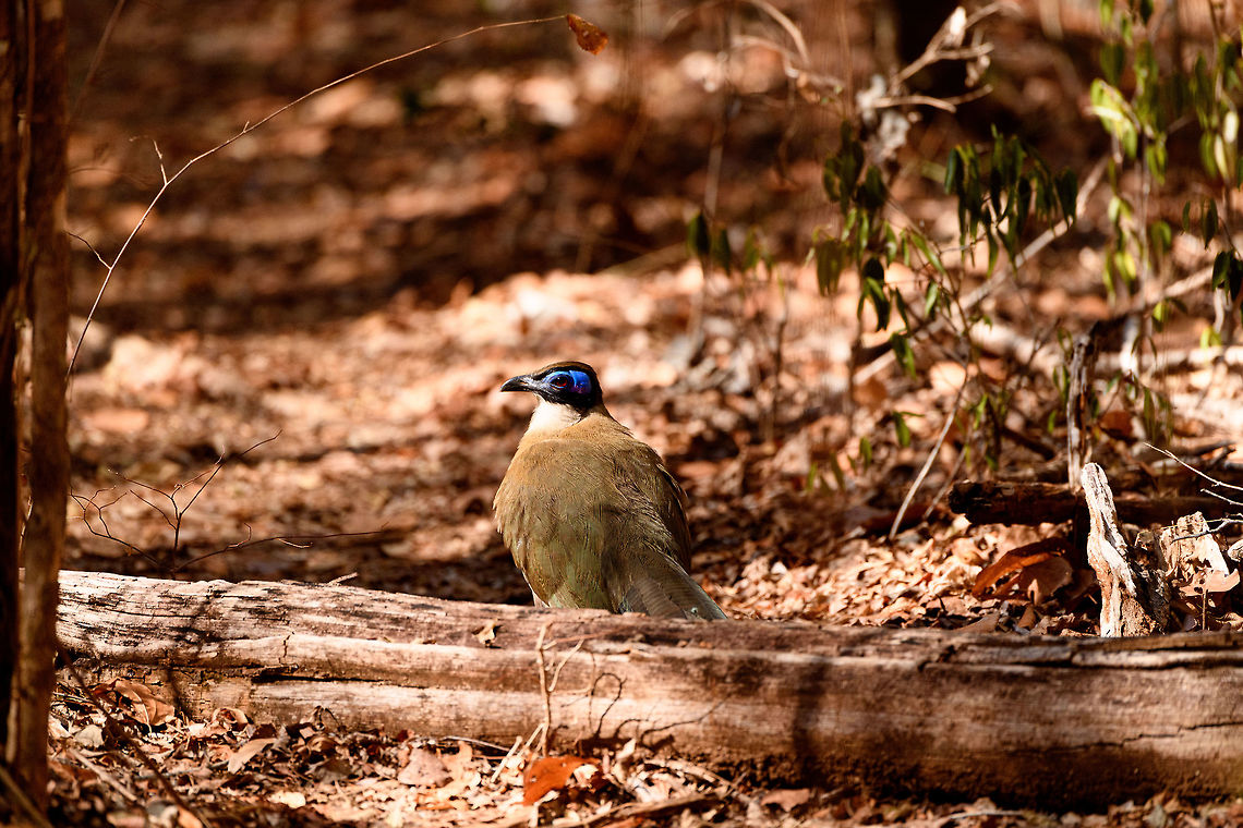 Giant Coua, Kirindy Reserve, Madagascar The Giant coua (Coua gigas) is a ground dwelling species that is common in Madagascar. It behaves chicken-like, strolling on the forest floor, picking insects and small vertebrates. <br />
<br />
It looks highly similar to Coquerel's coua (Coua coquereli), yet is considerably larger, about twice the size. As size can be hard to estimate from a photo, a more useful difference is found in the bill. The Giant Coua has a thick and stout bill, much more robust compared to the Coquerel's coua.<br />
<figure class="photo"><a href="https://www.jungledragon.com/image/83280/giant_coua_-_closeup_kirindy_reserve_madagascar.html" title="Giant Coua - closeup, Kirindy Reserve, Madagascar"><img src="https://s3.amazonaws.com/media.jungledragon.com/images/2/83280_thumb.jpg?AWSAccessKeyId=05GMT0V3GWVNE7GGM1R2&Expires=1763596810&Signature=eUrV%2Bf%2FT0mMVAUDAMld24C7XISI%3D" width="200" height="134" alt="Giant Coua - closeup, Kirindy Reserve, Madagascar The Giant coua (Coua gigas) is a ground dwelling species that is common in Madagascar. It behaves chicken-like, strolling on the forest floor, picking insects and small vertebrates. <br />
<br />
It looks highly similar to Coquerel's coua (Coua coquereli), yet is considerably larger, about twice the size. As size can be hard to estimate from a photo, a more useful difference is found in the bill. The Giant Coua has a thick and stout bill, much more robust compared to the Coquerel's coua.<br />
https://www.jungledragon.com/image/83281/giant_coua_kirindy_reserve_madagascar.html<br />
https://www.jungledragon.com/image/83282/giant_coua_-_pose_kirindy_reserve_madagascar.html<br />
https://www.jungledragon.com/image/83283/giant_coua_-_face_kirindy_reserve_madagascar.html<br />
https://www.jungledragon.com/image/83284/giant_coua_-_frontal_kirindy_reserve_madagascar.html<br />
https://www.jungledragon.com/image/83285/giant_coua_-_full_bird_kirindy_reserve_madagascar.html<br />
https://www.youtube.com/watch?v=c3e1-B91YlU Africa,Coua gigas,Geotagged,Giant Coua,Kirindy Reserve,Madagascar,Madagascar 2019,Winter,World" /></a></figure><br />
<figure class="photo"><a href="https://www.jungledragon.com/image/83282/giant_coua_-_pose_kirindy_reserve_madagascar.html" title="Giant Coua - pose, Kirindy Reserve, Madagascar"><img src="https://s3.amazonaws.com/media.jungledragon.com/images/2/83282_thumb.jpg?AWSAccessKeyId=05GMT0V3GWVNE7GGM1R2&Expires=1763596810&Signature=mWToXzWGFRAJfMslpcw5uHTNT%2FY%3D" width="200" height="200" alt="Giant Coua - pose, Kirindy Reserve, Madagascar The Giant coua (Coua gigas) is a ground dwelling species that is common in Madagascar. It behaves chicken-like, strolling on the forest floor, picking insects and small vertebrates. <br />
<br />
It looks highly similar to Coquerel's coua (Coua coquereli), yet is considerably larger, about twice the size. As size can be hard to estimate from a photo, a more useful difference is found in the bill. The Giant Coua has a thick and stout bill, much more robust compared to the Coquerel's coua.<br />
https://www.jungledragon.com/image/83280/giant_coua_-_closeup_kirindy_reserve_madagascar.html<br />
https://www.jungledragon.com/image/83281/giant_coua_kirindy_reserve_madagascar.html<br />
https://www.jungledragon.com/image/83283/giant_coua_-_face_kirindy_reserve_madagascar.html<br />
https://www.jungledragon.com/image/83284/giant_coua_-_frontal_kirindy_reserve_madagascar.html<br />
https://www.jungledragon.com/image/83285/giant_coua_-_full_bird_kirindy_reserve_madagascar.html<br />
https://www.youtube.com/watch?v=c3e1-B91YlU Africa,Coua gigas,Geotagged,Giant Coua,Kirindy Reserve,Madagascar,Madagascar 2019,Winter,World" /></a></figure><br />
<figure class="photo"><a href="https://www.jungledragon.com/image/83283/giant_coua_-_face_kirindy_reserve_madagascar.html" title="Giant Coua - face, Kirindy Reserve, Madagascar"><img src="https://s3.amazonaws.com/media.jungledragon.com/images/2/83283_thumb.jpg?AWSAccessKeyId=05GMT0V3GWVNE7GGM1R2&Expires=1763596810&Signature=EzjcCzhLU60jXxGSesXuhZHmOZ8%3D" width="200" height="146" alt="Giant Coua - face, Kirindy Reserve, Madagascar The Giant coua (Coua gigas) is a ground dwelling species that is common in Madagascar. It behaves chicken-like, strolling on the forest floor, picking insects and small vertebrates. <br />
<br />
It looks highly similar to Coquerel's coua (Coua coquereli), yet is considerably larger, about twice the size. As size can be hard to estimate from a photo, a more useful difference is found in the bill. The Giant Coua has a thick and stout bill, much more robust compared to the Coquerel's coua.<br />
https://www.jungledragon.com/image/83280/giant_coua_-_closeup_kirindy_reserve_madagascar.html<br />
https://www.jungledragon.com/image/83281/giant_coua_kirindy_reserve_madagascar.html<br />
https://www.jungledragon.com/image/83282/giant_coua_-_pose_kirindy_reserve_madagascar.html<br />
https://www.jungledragon.com/image/83284/giant_coua_-_frontal_kirindy_reserve_madagascar.html<br />
https://www.jungledragon.com/image/83285/giant_coua_-_full_bird_kirindy_reserve_madagascar.html<br />
https://www.youtube.com/watch?v=c3e1-B91YlU Africa,Coua gigas,Geotagged,Giant Coua,Kirindy Reserve,Madagascar,Madagascar 2019,Winter,World" /></a></figure><br />
<figure class="photo"><a href="https://www.jungledragon.com/image/83284/giant_coua_-_frontal_kirindy_reserve_madagascar.html" title="Giant Coua - frontal, Kirindy Reserve, Madagascar"><img src="https://s3.amazonaws.com/media.jungledragon.com/images/2/83284_thumb.jpg?AWSAccessKeyId=05GMT0V3GWVNE7GGM1R2&Expires=1763596810&Signature=1yUQiQuLZi0yn%2BOOxNQOb8aKeq4%3D" width="200" height="134" alt="Giant Coua - frontal, Kirindy Reserve, Madagascar The Giant coua (Coua gigas) is a ground dwelling species that is common in Madagascar. It behaves chicken-like, strolling on the forest floor, picking insects and small vertebrates. <br />
<br />
It looks highly similar to Coquerel's coua (Coua coquereli), yet is considerably larger, about twice the size. As size can be hard to estimate from a photo, a more useful difference is found in the bill. The Giant Coua has a thick and stout bill, much more robust compared to the Coquerel's coua.<br />
https://www.jungledragon.com/image/83280/giant_coua_-_closeup_kirindy_reserve_madagascar.html<br />
https://www.jungledragon.com/image/83281/giant_coua_kirindy_reserve_madagascar.html<br />
https://www.jungledragon.com/image/83282/giant_coua_-_pose_kirindy_reserve_madagascar.html<br />
https://www.jungledragon.com/image/83283/giant_coua_-_face_kirindy_reserve_madagascar.html<br />
https://www.jungledragon.com/image/83285/giant_coua_-_full_bird_kirindy_reserve_madagascar.html<br />
https://www.youtube.com/watch?v=c3e1-B91YlU Africa,Coua gigas,Geotagged,Giant Coua,Kirindy Reserve,Madagascar,Madagascar 2019,Winter,World" /></a></figure><br />
<figure class="photo"><a href="https://www.jungledragon.com/image/83285/giant_coua_-_full_bird_kirindy_reserve_madagascar.html" title="Giant Coua - full bird, Kirindy Reserve, Madagascar"><img src="https://s3.amazonaws.com/media.jungledragon.com/images/2/83285_thumb.jpg?AWSAccessKeyId=05GMT0V3GWVNE7GGM1R2&Expires=1763596810&Signature=xp42PVdKRJRa7SDU1n8zoeGiSdk%3D" width="200" height="134" alt="Giant Coua - full bird, Kirindy Reserve, Madagascar The Giant coua (Coua gigas) is a ground dwelling species that is common in Madagascar. It behaves chicken-like, strolling on the forest floor, picking insects and small vertebrates. <br />
<br />
It looks highly similar to Coquerel's coua (Coua coquereli), yet is considerably larger, about twice the size. As size can be hard to estimate from a photo, a more useful difference is found in the bill. The Giant Coua has a thick and stout bill, much more robust compared to the Coquerel's coua.<br />
https://www.jungledragon.com/image/83280/giant_coua_-_closeup_kirindy_reserve_madagascar.html<br />
https://www.jungledragon.com/image/83281/giant_coua_kirindy_reserve_madagascar.html<br />
https://www.jungledragon.com/image/83282/giant_coua_-_pose_kirindy_reserve_madagascar.html<br />
https://www.jungledragon.com/image/83283/giant_coua_-_face_kirindy_reserve_madagascar.html<br />
https://www.jungledragon.com/image/83284/giant_coua_-_frontal_kirindy_reserve_madagascar.html<br />
https://www.youtube.com/watch?v=c3e1-B91YlU Africa,Coua gigas,Geotagged,Giant Coua,Kirindy Reserve,Madagascar,Madagascar 2019,Winter,World" /></a></figure><br />
<section class="video"><iframe width="448" height="282" src="https://www.youtube-nocookie.com/embed/c3e1-B91YlU?hd=1&autoplay=0&rel=0" frameborder="0" allowfullscreen></iframe></section> Africa,Coua gigas,Geotagged,Giant Coua,Kirindy Reserve,Madagascar,Madagascar 2019,Winter,World