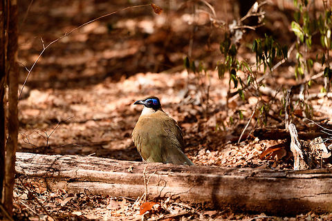 Giant Coua, Kirindy Reserve, Madagascar The Giant coua (Coua gigas) is a ground dwelling species that is common in Madagascar. It behaves chicken-like, strolling on the forest floor, picking insects and small vertebrates. 

It looks highly similar to Coquerel's coua (Coua coquereli), yet is considerably larger, about twice the size. As size can be hard to estimate from a photo, a more useful difference is found in the bill. The Giant Coua has a thick and stout bill, much more robust compared to the Coquerel's coua.
https://www.jungledragon.com/image/83280/giant_coua_-_closeup_kirindy_reserve_madagascar.html
https://www.jungledragon.com/image/83282/giant_coua_-_pose_kirindy_reserve_madagascar.html
https://www.jungledragon.com/image/83283/giant_coua_-_face_kirindy_reserve_madagascar.html
https://www.jungledragon.com/image/83284/giant_coua_-_frontal_kirindy_reserve_madagascar.html
https://www.jungledragon.com/image/83285/giant_coua_-_full_bird_kirindy_reserve_madagascar.html
https://www.youtube.com/watch?v=c3e1-B91YlU Africa,Coua gigas,Geotagged,Giant Coua,Kirindy Reserve,Madagascar,Madagascar 2019,Winter,World