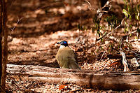 Giant Coua, Kirindy Reserve, Madagascar The Giant coua (Coua gigas) is a ground dwelling species that is common in Madagascar. It behaves chicken-like, strolling on the forest floor, picking insects and small vertebrates. <br />
<br />
It looks highly similar to Coquerel's coua (Coua coquereli), yet is considerably larger, about twice the size. As size can be hard to estimate from a photo, a more useful difference is found in the bill. The Giant Coua has a thick and stout bill, much more robust compared to the Coquerel's coua.<br />
https://www.jungledragon.com/image/83280/giant_coua_-_closeup_kirindy_reserve_madagascar.html<br />
https://www.jungledragon.com/image/83282/giant_coua_-_pose_kirindy_reserve_madagascar.html<br />
https://www.jungledragon.com/image/83283/giant_coua_-_face_kirindy_reserve_madagascar.html<br />
https://www.jungledragon.com/image/83284/giant_coua_-_frontal_kirindy_reserve_madagascar.html<br />
https://www.jungledragon.com/image/83285/giant_coua_-_full_bird_kirindy_reserve_madagascar.html<br />
https://www.youtube.com/watch?v=c3e1-B91YlU Africa,Coua gigas,Geotagged,Giant Coua,Kirindy Reserve,Madagascar,Madagascar 2019,Winter,World