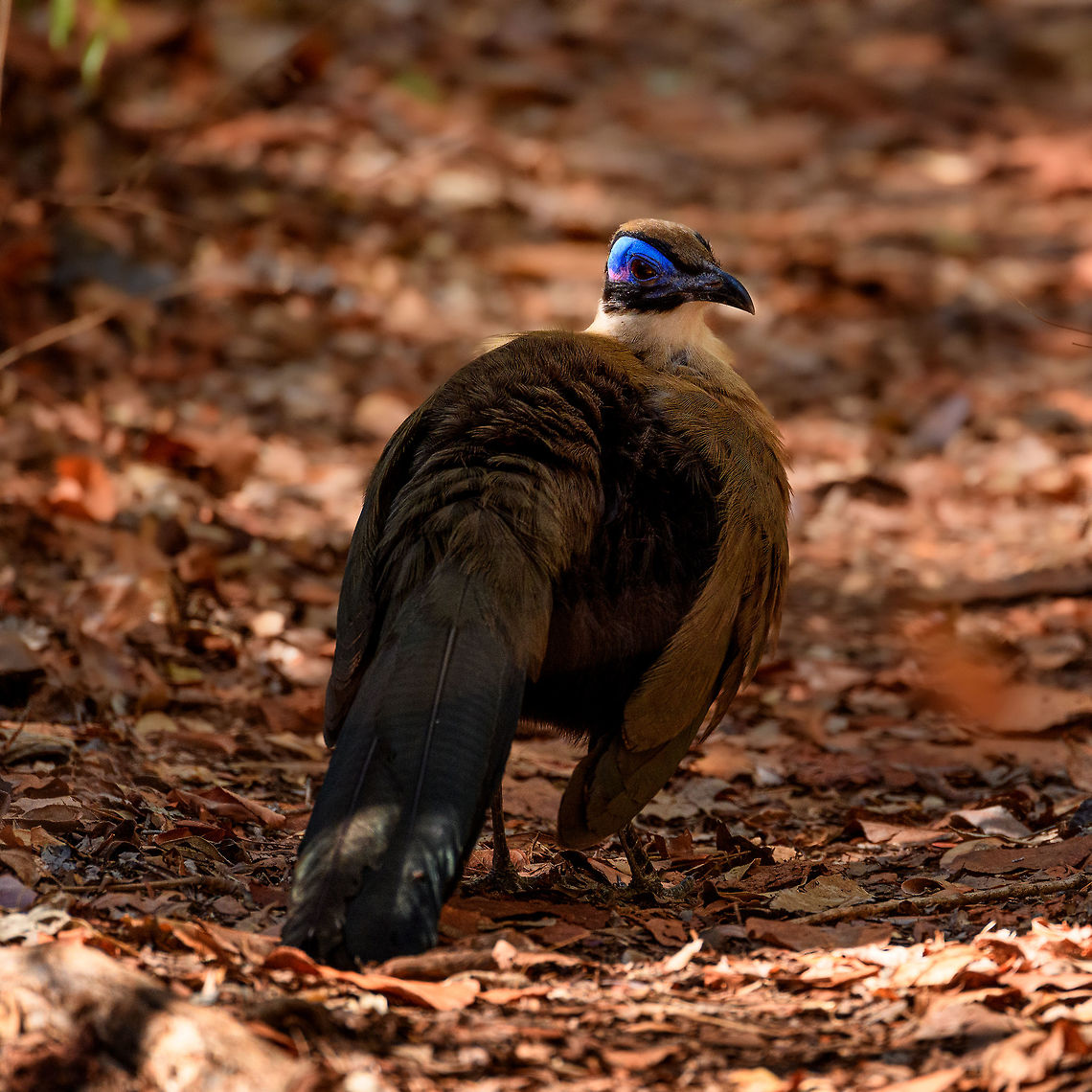 Giant Coua - pose, Kirindy Reserve, Madagascar The Giant coua (Coua gigas) is a ground dwelling species that is common in Madagascar. It behaves chicken-like, strolling on the forest floor, picking insects and small vertebrates. <br />
<br />
It looks highly similar to Coquerel's coua (Coua coquereli), yet is considerably larger, about twice the size. As size can be hard to estimate from a photo, a more useful difference is found in the bill. The Giant Coua has a thick and stout bill, much more robust compared to the Coquerel's coua.<br />
<figure class="photo"><a href="https://www.jungledragon.com/image/83280/giant_coua_-_closeup_kirindy_reserve_madagascar.html" title="Giant Coua - closeup, Kirindy Reserve, Madagascar"><img src="https://s3.amazonaws.com/media.jungledragon.com/images/2/83280_thumb.jpg?AWSAccessKeyId=05GMT0V3GWVNE7GGM1R2&Expires=1770854410&Signature=ooJgUh1mCKtvgZHaHFuqNHklDPE%3D" width="200" height="134" alt="Giant Coua - closeup, Kirindy Reserve, Madagascar The Giant coua (Coua gigas) is a ground dwelling species that is common in Madagascar. It behaves chicken-like, strolling on the forest floor, picking insects and small vertebrates. <br />
<br />
It looks highly similar to Coquerel's coua (Coua coquereli), yet is considerably larger, about twice the size. As size can be hard to estimate from a photo, a more useful difference is found in the bill. The Giant Coua has a thick and stout bill, much more robust compared to the Coquerel's coua.<br />
https://www.jungledragon.com/image/83281/giant_coua_kirindy_reserve_madagascar.html<br />
https://www.jungledragon.com/image/83282/giant_coua_-_pose_kirindy_reserve_madagascar.html<br />
https://www.jungledragon.com/image/83283/giant_coua_-_face_kirindy_reserve_madagascar.html<br />
https://www.jungledragon.com/image/83284/giant_coua_-_frontal_kirindy_reserve_madagascar.html<br />
https://www.jungledragon.com/image/83285/giant_coua_-_full_bird_kirindy_reserve_madagascar.html<br />
https://www.youtube.com/watch?v=c3e1-B91YlU Africa,Coua gigas,Geotagged,Giant Coua,Kirindy Reserve,Madagascar,Madagascar 2019,Winter,World" /></a></figure><br />
<figure class="photo"><a href="https://www.jungledragon.com/image/83281/giant_coua_kirindy_reserve_madagascar.html" title="Giant Coua, Kirindy Reserve, Madagascar"><img src="https://s3.amazonaws.com/media.jungledragon.com/images/2/83281_thumb.jpg?AWSAccessKeyId=05GMT0V3GWVNE7GGM1R2&Expires=1770854410&Signature=BQVf4eB9EKXe2xTY3LZ%2BWNCfBnY%3D" width="200" height="134" alt="Giant Coua, Kirindy Reserve, Madagascar The Giant coua (Coua gigas) is a ground dwelling species that is common in Madagascar. It behaves chicken-like, strolling on the forest floor, picking insects and small vertebrates. <br />
<br />
It looks highly similar to Coquerel's coua (Coua coquereli), yet is considerably larger, about twice the size. As size can be hard to estimate from a photo, a more useful difference is found in the bill. The Giant Coua has a thick and stout bill, much more robust compared to the Coquerel's coua.<br />
https://www.jungledragon.com/image/83280/giant_coua_-_closeup_kirindy_reserve_madagascar.html<br />
https://www.jungledragon.com/image/83282/giant_coua_-_pose_kirindy_reserve_madagascar.html<br />
https://www.jungledragon.com/image/83283/giant_coua_-_face_kirindy_reserve_madagascar.html<br />
https://www.jungledragon.com/image/83284/giant_coua_-_frontal_kirindy_reserve_madagascar.html<br />
https://www.jungledragon.com/image/83285/giant_coua_-_full_bird_kirindy_reserve_madagascar.html<br />
https://www.youtube.com/watch?v=c3e1-B91YlU Africa,Coua gigas,Geotagged,Giant Coua,Kirindy Reserve,Madagascar,Madagascar 2019,Winter,World" /></a></figure><br />
<figure class="photo"><a href="https://www.jungledragon.com/image/83283/giant_coua_-_face_kirindy_reserve_madagascar.html" title="Giant Coua - face, Kirindy Reserve, Madagascar"><img src="https://s3.amazonaws.com/media.jungledragon.com/images/2/83283_thumb.jpg?AWSAccessKeyId=05GMT0V3GWVNE7GGM1R2&Expires=1770854410&Signature=nlaU8lNKlXrp8ozr%2Fe9fLzYZrDE%3D" width="200" height="146" alt="Giant Coua - face, Kirindy Reserve, Madagascar The Giant coua (Coua gigas) is a ground dwelling species that is common in Madagascar. It behaves chicken-like, strolling on the forest floor, picking insects and small vertebrates. <br />
<br />
It looks highly similar to Coquerel's coua (Coua coquereli), yet is considerably larger, about twice the size. As size can be hard to estimate from a photo, a more useful difference is found in the bill. The Giant Coua has a thick and stout bill, much more robust compared to the Coquerel's coua.<br />
https://www.jungledragon.com/image/83280/giant_coua_-_closeup_kirindy_reserve_madagascar.html<br />
https://www.jungledragon.com/image/83281/giant_coua_kirindy_reserve_madagascar.html<br />
https://www.jungledragon.com/image/83282/giant_coua_-_pose_kirindy_reserve_madagascar.html<br />
https://www.jungledragon.com/image/83284/giant_coua_-_frontal_kirindy_reserve_madagascar.html<br />
https://www.jungledragon.com/image/83285/giant_coua_-_full_bird_kirindy_reserve_madagascar.html<br />
https://www.youtube.com/watch?v=c3e1-B91YlU Africa,Coua gigas,Geotagged,Giant Coua,Kirindy Reserve,Madagascar,Madagascar 2019,Winter,World" /></a></figure><br />
<figure class="photo"><a href="https://www.jungledragon.com/image/83284/giant_coua_-_frontal_kirindy_reserve_madagascar.html" title="Giant Coua - frontal, Kirindy Reserve, Madagascar"><img src="https://s3.amazonaws.com/media.jungledragon.com/images/2/83284_thumb.jpg?AWSAccessKeyId=05GMT0V3GWVNE7GGM1R2&Expires=1770854410&Signature=pJxjN4dYE6YgOgjvrBEYtgF5cbs%3D" width="200" height="134" alt="Giant Coua - frontal, Kirindy Reserve, Madagascar The Giant coua (Coua gigas) is a ground dwelling species that is common in Madagascar. It behaves chicken-like, strolling on the forest floor, picking insects and small vertebrates. <br />
<br />
It looks highly similar to Coquerel's coua (Coua coquereli), yet is considerably larger, about twice the size. As size can be hard to estimate from a photo, a more useful difference is found in the bill. The Giant Coua has a thick and stout bill, much more robust compared to the Coquerel's coua.<br />
https://www.jungledragon.com/image/83280/giant_coua_-_closeup_kirindy_reserve_madagascar.html<br />
https://www.jungledragon.com/image/83281/giant_coua_kirindy_reserve_madagascar.html<br />
https://www.jungledragon.com/image/83282/giant_coua_-_pose_kirindy_reserve_madagascar.html<br />
https://www.jungledragon.com/image/83283/giant_coua_-_face_kirindy_reserve_madagascar.html<br />
https://www.jungledragon.com/image/83285/giant_coua_-_full_bird_kirindy_reserve_madagascar.html<br />
https://www.youtube.com/watch?v=c3e1-B91YlU Africa,Coua gigas,Geotagged,Giant Coua,Kirindy Reserve,Madagascar,Madagascar 2019,Winter,World" /></a></figure><br />
<figure class="photo"><a href="https://www.jungledragon.com/image/83285/giant_coua_-_full_bird_kirindy_reserve_madagascar.html" title="Giant Coua - full bird, Kirindy Reserve, Madagascar"><img src="https://s3.amazonaws.com/media.jungledragon.com/images/2/83285_thumb.jpg?AWSAccessKeyId=05GMT0V3GWVNE7GGM1R2&Expires=1770854410&Signature=fB2qCKRk2atHcEf1%2BoPogt6%2BFiA%3D" width="200" height="134" alt="Giant Coua - full bird, Kirindy Reserve, Madagascar The Giant coua (Coua gigas) is a ground dwelling species that is common in Madagascar. It behaves chicken-like, strolling on the forest floor, picking insects and small vertebrates. <br />
<br />
It looks highly similar to Coquerel's coua (Coua coquereli), yet is considerably larger, about twice the size. As size can be hard to estimate from a photo, a more useful difference is found in the bill. The Giant Coua has a thick and stout bill, much more robust compared to the Coquerel's coua.<br />
https://www.jungledragon.com/image/83280/giant_coua_-_closeup_kirindy_reserve_madagascar.html<br />
https://www.jungledragon.com/image/83281/giant_coua_kirindy_reserve_madagascar.html<br />
https://www.jungledragon.com/image/83282/giant_coua_-_pose_kirindy_reserve_madagascar.html<br />
https://www.jungledragon.com/image/83283/giant_coua_-_face_kirindy_reserve_madagascar.html<br />
https://www.jungledragon.com/image/83284/giant_coua_-_frontal_kirindy_reserve_madagascar.html<br />
https://www.youtube.com/watch?v=c3e1-B91YlU Africa,Coua gigas,Geotagged,Giant Coua,Kirindy Reserve,Madagascar,Madagascar 2019,Winter,World" /></a></figure><br />
<section class="video"><iframe width="448" height="282" src="https://www.youtube-nocookie.com/embed/c3e1-B91YlU?hd=1&autoplay=0&rel=0" frameborder="0" allowfullscreen></iframe></section> Africa,Coua gigas,Geotagged,Giant Coua,Kirindy Reserve,Madagascar,Madagascar 2019,Winter,World