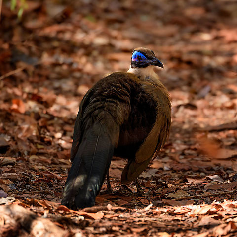 Giant Coua - pose, Kirindy Reserve, Madagascar The Giant coua (Coua gigas) is a ground dwelling species that is common in Madagascar. It behaves chicken-like, strolling on the forest floor, picking insects and small vertebrates. 

It looks highly similar to Coquerel's coua (Coua coquereli), yet is considerably larger, about twice the size. As size can be hard to estimate from a photo, a more useful difference is found in the bill. The Giant Coua has a thick and stout bill, much more robust compared to the Coquerel's coua.
https://www.jungledragon.com/image/83280/giant_coua_-_closeup_kirindy_reserve_madagascar.html
https://www.jungledragon.com/image/83281/giant_coua_kirindy_reserve_madagascar.html
https://www.jungledragon.com/image/83283/giant_coua_-_face_kirindy_reserve_madagascar.html
https://www.jungledragon.com/image/83284/giant_coua_-_frontal_kirindy_reserve_madagascar.html
https://www.jungledragon.com/image/83285/giant_coua_-_full_bird_kirindy_reserve_madagascar.html
https://www.youtube.com/watch?v=c3e1-B91YlU Africa,Coua gigas,Geotagged,Giant Coua,Kirindy Reserve,Madagascar,Madagascar 2019,Winter,World