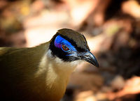 Giant Coua - face, Kirindy Reserve, Madagascar The Giant coua (Coua gigas) is a ground dwelling species that is common in Madagascar. It behaves chicken-like, strolling on the forest floor, picking insects and small vertebrates. <br />
<br />
It looks highly similar to Coquerel's coua (Coua coquereli), yet is considerably larger, about twice the size. As size can be hard to estimate from a photo, a more useful difference is found in the bill. The Giant Coua has a thick and stout bill, much more robust compared to the Coquerel's coua.<br />
https://www.jungledragon.com/image/83280/giant_coua_-_closeup_kirindy_reserve_madagascar.html<br />
https://www.jungledragon.com/image/83281/giant_coua_kirindy_reserve_madagascar.html<br />
https://www.jungledragon.com/image/83282/giant_coua_-_pose_kirindy_reserve_madagascar.html<br />
https://www.jungledragon.com/image/83284/giant_coua_-_frontal_kirindy_reserve_madagascar.html<br />
https://www.jungledragon.com/image/83285/giant_coua_-_full_bird_kirindy_reserve_madagascar.html<br />
https://www.youtube.com/watch?v=c3e1-B91YlU Africa,Coua gigas,Geotagged,Giant Coua,Kirindy Reserve,Madagascar,Madagascar 2019,Winter,World