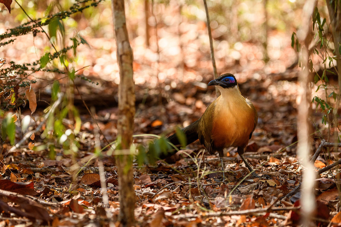 Giant Coua - frontal, Kirindy Reserve, Madagascar The Giant coua (Coua gigas) is a ground dwelling species that is common in Madagascar. It behaves chicken-like, strolling on the forest floor, picking insects and small vertebrates. <br />
<br />
It looks highly similar to Coquerel&#039;s coua (Coua coquereli), yet is considerably larger, about twice the size. As size can be hard to estimate from a photo, a more useful difference is found in the bill. The Giant Coua has a thick and stout bill, much more robust compared to the Coquerel&#039;s coua.<br />
<figure class="photo"><a href="https://www.jungledragon.com/image/83280/giant_coua_-_closeup_kirindy_reserve_madagascar.html" title="Giant Coua - closeup, Kirindy Reserve, Madagascar"><img src="https://s3.amazonaws.com/media.jungledragon.com/images/2/83280_thumb.jpg?AWSAccessKeyId=05GMT0V3GWVNE7GGM1R2&Expires=1759968010&Signature=tBb%2F%2FHCumhELk3GoLucy0YpNprM%3D" width="200" height="134" alt="Giant Coua - closeup, Kirindy Reserve, Madagascar The Giant coua (Coua gigas) is a ground dwelling species that is common in Madagascar. It behaves chicken-like, strolling on the forest floor, picking insects and small vertebrates. <br />
<br />
It looks highly similar to Coquerel&#039;s coua (Coua coquereli), yet is considerably larger, about twice the size. As size can be hard to estimate from a photo, a more useful difference is found in the bill. The Giant Coua has a thick and stout bill, much more robust compared to the Coquerel&#039;s coua.<br />
https://www.jungledragon.com/image/83281/giant_coua_kirindy_reserve_madagascar.html<br />
https://www.jungledragon.com/image/83282/giant_coua_-_pose_kirindy_reserve_madagascar.html<br />
https://www.jungledragon.com/image/83283/giant_coua_-_face_kirindy_reserve_madagascar.html<br />
https://www.jungledragon.com/image/83284/giant_coua_-_frontal_kirindy_reserve_madagascar.html<br />
https://www.jungledragon.com/image/83285/giant_coua_-_full_bird_kirindy_reserve_madagascar.html<br />
https://www.youtube.com/watch?v=c3e1-B91YlU Africa,Coua gigas,Geotagged,Giant Coua,Kirindy Reserve,Madagascar,Madagascar 2019,Winter,World" /></a></figure><br />
<figure class="photo"><a href="https://www.jungledragon.com/image/83281/giant_coua_kirindy_reserve_madagascar.html" title="Giant Coua, Kirindy Reserve, Madagascar"><img src="https://s3.amazonaws.com/media.jungledragon.com/images/2/83281_thumb.jpg?AWSAccessKeyId=05GMT0V3GWVNE7GGM1R2&Expires=1759968010&Signature=nOe6%2FtXatd9aYtLn26m0iePybm8%3D" width="200" height="134" alt="Giant Coua, Kirindy Reserve, Madagascar The Giant coua (Coua gigas) is a ground dwelling species that is common in Madagascar. It behaves chicken-like, strolling on the forest floor, picking insects and small vertebrates. <br />
<br />
It looks highly similar to Coquerel&#039;s coua (Coua coquereli), yet is considerably larger, about twice the size. As size can be hard to estimate from a photo, a more useful difference is found in the bill. The Giant Coua has a thick and stout bill, much more robust compared to the Coquerel&#039;s coua.<br />
https://www.jungledragon.com/image/83280/giant_coua_-_closeup_kirindy_reserve_madagascar.html<br />
https://www.jungledragon.com/image/83282/giant_coua_-_pose_kirindy_reserve_madagascar.html<br />
https://www.jungledragon.com/image/83283/giant_coua_-_face_kirindy_reserve_madagascar.html<br />
https://www.jungledragon.com/image/83284/giant_coua_-_frontal_kirindy_reserve_madagascar.html<br />
https://www.jungledragon.com/image/83285/giant_coua_-_full_bird_kirindy_reserve_madagascar.html<br />
https://www.youtube.com/watch?v=c3e1-B91YlU Africa,Coua gigas,Geotagged,Giant Coua,Kirindy Reserve,Madagascar,Madagascar 2019,Winter,World" /></a></figure><br />
<figure class="photo"><a href="https://www.jungledragon.com/image/83282/giant_coua_-_pose_kirindy_reserve_madagascar.html" title="Giant Coua - pose, Kirindy Reserve, Madagascar"><img src="https://s3.amazonaws.com/media.jungledragon.com/images/2/83282_thumb.jpg?AWSAccessKeyId=05GMT0V3GWVNE7GGM1R2&Expires=1759968010&Signature=ZavCxyFlfm5vCd6Fm9f2m5S8qto%3D" width="200" height="200" alt="Giant Coua - pose, Kirindy Reserve, Madagascar The Giant coua (Coua gigas) is a ground dwelling species that is common in Madagascar. It behaves chicken-like, strolling on the forest floor, picking insects and small vertebrates. <br />
<br />
It looks highly similar to Coquerel&#039;s coua (Coua coquereli), yet is considerably larger, about twice the size. As size can be hard to estimate from a photo, a more useful difference is found in the bill. The Giant Coua has a thick and stout bill, much more robust compared to the Coquerel&#039;s coua.<br />
https://www.jungledragon.com/image/83280/giant_coua_-_closeup_kirindy_reserve_madagascar.html<br />
https://www.jungledragon.com/image/83281/giant_coua_kirindy_reserve_madagascar.html<br />
https://www.jungledragon.com/image/83283/giant_coua_-_face_kirindy_reserve_madagascar.html<br />
https://www.jungledragon.com/image/83284/giant_coua_-_frontal_kirindy_reserve_madagascar.html<br />
https://www.jungledragon.com/image/83285/giant_coua_-_full_bird_kirindy_reserve_madagascar.html<br />
https://www.youtube.com/watch?v=c3e1-B91YlU Africa,Coua gigas,Geotagged,Giant Coua,Kirindy Reserve,Madagascar,Madagascar 2019,Winter,World" /></a></figure><br />
<figure class="photo"><a href="https://www.jungledragon.com/image/83283/giant_coua_-_face_kirindy_reserve_madagascar.html" title="Giant Coua - face, Kirindy Reserve, Madagascar"><img src="https://s3.amazonaws.com/media.jungledragon.com/images/2/83283_thumb.jpg?AWSAccessKeyId=05GMT0V3GWVNE7GGM1R2&Expires=1759968010&Signature=sndgSiTV6EMbfGWc%2FuVuyxtRCvs%3D" width="200" height="146" alt="Giant Coua - face, Kirindy Reserve, Madagascar The Giant coua (Coua gigas) is a ground dwelling species that is common in Madagascar. It behaves chicken-like, strolling on the forest floor, picking insects and small vertebrates. <br />
<br />
It looks highly similar to Coquerel&#039;s coua (Coua coquereli), yet is considerably larger, about twice the size. As size can be hard to estimate from a photo, a more useful difference is found in the bill. The Giant Coua has a thick and stout bill, much more robust compared to the Coquerel&#039;s coua.<br />
https://www.jungledragon.com/image/83280/giant_coua_-_closeup_kirindy_reserve_madagascar.html<br />
https://www.jungledragon.com/image/83281/giant_coua_kirindy_reserve_madagascar.html<br />
https://www.jungledragon.com/image/83282/giant_coua_-_pose_kirindy_reserve_madagascar.html<br />
https://www.jungledragon.com/image/83284/giant_coua_-_frontal_kirindy_reserve_madagascar.html<br />
https://www.jungledragon.com/image/83285/giant_coua_-_full_bird_kirindy_reserve_madagascar.html<br />
https://www.youtube.com/watch?v=c3e1-B91YlU Africa,Coua gigas,Geotagged,Giant Coua,Kirindy Reserve,Madagascar,Madagascar 2019,Winter,World" /></a></figure><br />
<figure class="photo"><a href="https://www.jungledragon.com/image/83285/giant_coua_-_full_bird_kirindy_reserve_madagascar.html" title="Giant Coua - full bird, Kirindy Reserve, Madagascar"><img src="https://s3.amazonaws.com/media.jungledragon.com/images/2/83285_thumb.jpg?AWSAccessKeyId=05GMT0V3GWVNE7GGM1R2&Expires=1759968010&Signature=Q%2BMoXH7RDrFXy8QgbDFKmXz1%2FLM%3D" width="200" height="134" alt="Giant Coua - full bird, Kirindy Reserve, Madagascar The Giant coua (Coua gigas) is a ground dwelling species that is common in Madagascar. It behaves chicken-like, strolling on the forest floor, picking insects and small vertebrates. <br />
<br />
It looks highly similar to Coquerel&#039;s coua (Coua coquereli), yet is considerably larger, about twice the size. As size can be hard to estimate from a photo, a more useful difference is found in the bill. The Giant Coua has a thick and stout bill, much more robust compared to the Coquerel&#039;s coua.<br />
https://www.jungledragon.com/image/83280/giant_coua_-_closeup_kirindy_reserve_madagascar.html<br />
https://www.jungledragon.com/image/83281/giant_coua_kirindy_reserve_madagascar.html<br />
https://www.jungledragon.com/image/83282/giant_coua_-_pose_kirindy_reserve_madagascar.html<br />
https://www.jungledragon.com/image/83283/giant_coua_-_face_kirindy_reserve_madagascar.html<br />
https://www.jungledragon.com/image/83284/giant_coua_-_frontal_kirindy_reserve_madagascar.html<br />
https://www.youtube.com/watch?v=c3e1-B91YlU Africa,Coua gigas,Geotagged,Giant Coua,Kirindy Reserve,Madagascar,Madagascar 2019,Winter,World" /></a></figure><br />
<section class="video"><iframe width="448" height="282" src="https://www.youtube-nocookie.com/embed/c3e1-B91YlU?hd=1&autoplay=0&rel=0" frameborder="0" allowfullscreen></iframe></section> Africa,Coua gigas,Geotagged,Giant Coua,Kirindy Reserve,Madagascar,Madagascar 2019,Winter,World