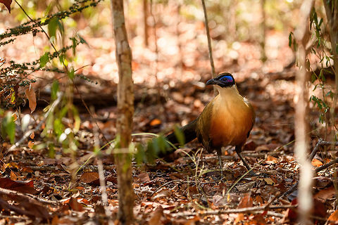 Giant Coua - frontal, Kirindy Reserve, Madagascar The Giant coua (Coua gigas) is a ground dwelling species that is common in Madagascar. It behaves chicken-like, strolling on the forest floor, picking insects and small vertebrates. 

It looks highly similar to Coquerel's coua (Coua coquereli), yet is considerably larger, about twice the size. As size can be hard to estimate from a photo, a more useful difference is found in the bill. The Giant Coua has a thick and stout bill, much more robust compared to the Coquerel's coua.
https://www.jungledragon.com/image/83280/giant_coua_-_closeup_kirindy_reserve_madagascar.html
https://www.jungledragon.com/image/83281/giant_coua_kirindy_reserve_madagascar.html
https://www.jungledragon.com/image/83282/giant_coua_-_pose_kirindy_reserve_madagascar.html
https://www.jungledragon.com/image/83283/giant_coua_-_face_kirindy_reserve_madagascar.html
https://www.jungledragon.com/image/83285/giant_coua_-_full_bird_kirindy_reserve_madagascar.html
https://www.youtube.com/watch?v=c3e1-B91YlU Africa,Coua gigas,Geotagged,Giant Coua,Kirindy Reserve,Madagascar,Madagascar 2019,Winter,World