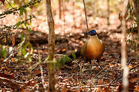 Giant Coua - frontal, Kirindy Reserve, Madagascar The Giant coua (Coua gigas) is a ground dwelling species that is common in Madagascar. It behaves chicken-like, strolling on the forest floor, picking insects and small vertebrates. <br />
<br />
It looks highly similar to Coquerel's coua (Coua coquereli), yet is considerably larger, about twice the size. As size can be hard to estimate from a photo, a more useful difference is found in the bill. The Giant Coua has a thick and stout bill, much more robust compared to the Coquerel's coua.<br />
https://www.jungledragon.com/image/83280/giant_coua_-_closeup_kirindy_reserve_madagascar.html<br />
https://www.jungledragon.com/image/83281/giant_coua_kirindy_reserve_madagascar.html<br />
https://www.jungledragon.com/image/83282/giant_coua_-_pose_kirindy_reserve_madagascar.html<br />
https://www.jungledragon.com/image/83283/giant_coua_-_face_kirindy_reserve_madagascar.html<br />
https://www.jungledragon.com/image/83285/giant_coua_-_full_bird_kirindy_reserve_madagascar.html<br />
https://www.youtube.com/watch?v=c3e1-B91YlU Africa,Coua gigas,Geotagged,Giant Coua,Kirindy Reserve,Madagascar,Madagascar 2019,Winter,World
