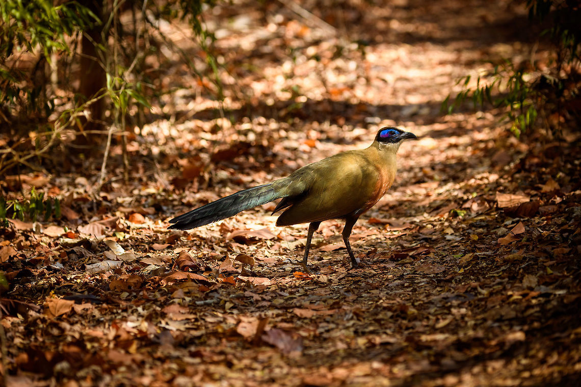 Giant Coua - full bird, Kirindy Reserve, Madagascar The Giant coua (Coua gigas) is a ground dwelling species that is common in Madagascar. It behaves chicken-like, strolling on the forest floor, picking insects and small vertebrates. <br />
<br />
It looks highly similar to Coquerel's coua (Coua coquereli), yet is considerably larger, about twice the size. As size can be hard to estimate from a photo, a more useful difference is found in the bill. The Giant Coua has a thick and stout bill, much more robust compared to the Coquerel's coua.<br />
<figure class="photo"><a href="https://www.jungledragon.com/image/83280/giant_coua_-_closeup_kirindy_reserve_madagascar.html" title="Giant Coua - closeup, Kirindy Reserve, Madagascar"><img src="https://s3.amazonaws.com/media.jungledragon.com/images/2/83280_thumb.jpg?AWSAccessKeyId=05GMT0V3GWVNE7GGM1R2&Expires=1770854410&Signature=ooJgUh1mCKtvgZHaHFuqNHklDPE%3D" width="200" height="134" alt="Giant Coua - closeup, Kirindy Reserve, Madagascar The Giant coua (Coua gigas) is a ground dwelling species that is common in Madagascar. It behaves chicken-like, strolling on the forest floor, picking insects and small vertebrates. <br />
<br />
It looks highly similar to Coquerel's coua (Coua coquereli), yet is considerably larger, about twice the size. As size can be hard to estimate from a photo, a more useful difference is found in the bill. The Giant Coua has a thick and stout bill, much more robust compared to the Coquerel's coua.<br />
https://www.jungledragon.com/image/83281/giant_coua_kirindy_reserve_madagascar.html<br />
https://www.jungledragon.com/image/83282/giant_coua_-_pose_kirindy_reserve_madagascar.html<br />
https://www.jungledragon.com/image/83283/giant_coua_-_face_kirindy_reserve_madagascar.html<br />
https://www.jungledragon.com/image/83284/giant_coua_-_frontal_kirindy_reserve_madagascar.html<br />
https://www.jungledragon.com/image/83285/giant_coua_-_full_bird_kirindy_reserve_madagascar.html<br />
https://www.youtube.com/watch?v=c3e1-B91YlU Africa,Coua gigas,Geotagged,Giant Coua,Kirindy Reserve,Madagascar,Madagascar 2019,Winter,World" /></a></figure><br />
<figure class="photo"><a href="https://www.jungledragon.com/image/83281/giant_coua_kirindy_reserve_madagascar.html" title="Giant Coua, Kirindy Reserve, Madagascar"><img src="https://s3.amazonaws.com/media.jungledragon.com/images/2/83281_thumb.jpg?AWSAccessKeyId=05GMT0V3GWVNE7GGM1R2&Expires=1770854410&Signature=BQVf4eB9EKXe2xTY3LZ%2BWNCfBnY%3D" width="200" height="134" alt="Giant Coua, Kirindy Reserve, Madagascar The Giant coua (Coua gigas) is a ground dwelling species that is common in Madagascar. It behaves chicken-like, strolling on the forest floor, picking insects and small vertebrates. <br />
<br />
It looks highly similar to Coquerel's coua (Coua coquereli), yet is considerably larger, about twice the size. As size can be hard to estimate from a photo, a more useful difference is found in the bill. The Giant Coua has a thick and stout bill, much more robust compared to the Coquerel's coua.<br />
https://www.jungledragon.com/image/83280/giant_coua_-_closeup_kirindy_reserve_madagascar.html<br />
https://www.jungledragon.com/image/83282/giant_coua_-_pose_kirindy_reserve_madagascar.html<br />
https://www.jungledragon.com/image/83283/giant_coua_-_face_kirindy_reserve_madagascar.html<br />
https://www.jungledragon.com/image/83284/giant_coua_-_frontal_kirindy_reserve_madagascar.html<br />
https://www.jungledragon.com/image/83285/giant_coua_-_full_bird_kirindy_reserve_madagascar.html<br />
https://www.youtube.com/watch?v=c3e1-B91YlU Africa,Coua gigas,Geotagged,Giant Coua,Kirindy Reserve,Madagascar,Madagascar 2019,Winter,World" /></a></figure><br />
<figure class="photo"><a href="https://www.jungledragon.com/image/83282/giant_coua_-_pose_kirindy_reserve_madagascar.html" title="Giant Coua - pose, Kirindy Reserve, Madagascar"><img src="https://s3.amazonaws.com/media.jungledragon.com/images/2/83282_thumb.jpg?AWSAccessKeyId=05GMT0V3GWVNE7GGM1R2&Expires=1770854410&Signature=xZq0yKGLO4ksXaCsYPDQnZiGiGs%3D" width="200" height="200" alt="Giant Coua - pose, Kirindy Reserve, Madagascar The Giant coua (Coua gigas) is a ground dwelling species that is common in Madagascar. It behaves chicken-like, strolling on the forest floor, picking insects and small vertebrates. <br />
<br />
It looks highly similar to Coquerel's coua (Coua coquereli), yet is considerably larger, about twice the size. As size can be hard to estimate from a photo, a more useful difference is found in the bill. The Giant Coua has a thick and stout bill, much more robust compared to the Coquerel's coua.<br />
https://www.jungledragon.com/image/83280/giant_coua_-_closeup_kirindy_reserve_madagascar.html<br />
https://www.jungledragon.com/image/83281/giant_coua_kirindy_reserve_madagascar.html<br />
https://www.jungledragon.com/image/83283/giant_coua_-_face_kirindy_reserve_madagascar.html<br />
https://www.jungledragon.com/image/83284/giant_coua_-_frontal_kirindy_reserve_madagascar.html<br />
https://www.jungledragon.com/image/83285/giant_coua_-_full_bird_kirindy_reserve_madagascar.html<br />
https://www.youtube.com/watch?v=c3e1-B91YlU Africa,Coua gigas,Geotagged,Giant Coua,Kirindy Reserve,Madagascar,Madagascar 2019,Winter,World" /></a></figure><br />
<figure class="photo"><a href="https://www.jungledragon.com/image/83283/giant_coua_-_face_kirindy_reserve_madagascar.html" title="Giant Coua - face, Kirindy Reserve, Madagascar"><img src="https://s3.amazonaws.com/media.jungledragon.com/images/2/83283_thumb.jpg?AWSAccessKeyId=05GMT0V3GWVNE7GGM1R2&Expires=1770854410&Signature=nlaU8lNKlXrp8ozr%2Fe9fLzYZrDE%3D" width="200" height="146" alt="Giant Coua - face, Kirindy Reserve, Madagascar The Giant coua (Coua gigas) is a ground dwelling species that is common in Madagascar. It behaves chicken-like, strolling on the forest floor, picking insects and small vertebrates. <br />
<br />
It looks highly similar to Coquerel's coua (Coua coquereli), yet is considerably larger, about twice the size. As size can be hard to estimate from a photo, a more useful difference is found in the bill. The Giant Coua has a thick and stout bill, much more robust compared to the Coquerel's coua.<br />
https://www.jungledragon.com/image/83280/giant_coua_-_closeup_kirindy_reserve_madagascar.html<br />
https://www.jungledragon.com/image/83281/giant_coua_kirindy_reserve_madagascar.html<br />
https://www.jungledragon.com/image/83282/giant_coua_-_pose_kirindy_reserve_madagascar.html<br />
https://www.jungledragon.com/image/83284/giant_coua_-_frontal_kirindy_reserve_madagascar.html<br />
https://www.jungledragon.com/image/83285/giant_coua_-_full_bird_kirindy_reserve_madagascar.html<br />
https://www.youtube.com/watch?v=c3e1-B91YlU Africa,Coua gigas,Geotagged,Giant Coua,Kirindy Reserve,Madagascar,Madagascar 2019,Winter,World" /></a></figure><br />
<figure class="photo"><a href="https://www.jungledragon.com/image/83284/giant_coua_-_frontal_kirindy_reserve_madagascar.html" title="Giant Coua - frontal, Kirindy Reserve, Madagascar"><img src="https://s3.amazonaws.com/media.jungledragon.com/images/2/83284_thumb.jpg?AWSAccessKeyId=05GMT0V3GWVNE7GGM1R2&Expires=1770854410&Signature=pJxjN4dYE6YgOgjvrBEYtgF5cbs%3D" width="200" height="134" alt="Giant Coua - frontal, Kirindy Reserve, Madagascar The Giant coua (Coua gigas) is a ground dwelling species that is common in Madagascar. It behaves chicken-like, strolling on the forest floor, picking insects and small vertebrates. <br />
<br />
It looks highly similar to Coquerel's coua (Coua coquereli), yet is considerably larger, about twice the size. As size can be hard to estimate from a photo, a more useful difference is found in the bill. The Giant Coua has a thick and stout bill, much more robust compared to the Coquerel's coua.<br />
https://www.jungledragon.com/image/83280/giant_coua_-_closeup_kirindy_reserve_madagascar.html<br />
https://www.jungledragon.com/image/83281/giant_coua_kirindy_reserve_madagascar.html<br />
https://www.jungledragon.com/image/83282/giant_coua_-_pose_kirindy_reserve_madagascar.html<br />
https://www.jungledragon.com/image/83283/giant_coua_-_face_kirindy_reserve_madagascar.html<br />
https://www.jungledragon.com/image/83285/giant_coua_-_full_bird_kirindy_reserve_madagascar.html<br />
https://www.youtube.com/watch?v=c3e1-B91YlU Africa,Coua gigas,Geotagged,Giant Coua,Kirindy Reserve,Madagascar,Madagascar 2019,Winter,World" /></a></figure><br />
<section class="video"><iframe width="448" height="282" src="https://www.youtube-nocookie.com/embed/c3e1-B91YlU?hd=1&autoplay=0&rel=0" frameborder="0" allowfullscreen></iframe></section> Africa,Coua gigas,Geotagged,Giant Coua,Kirindy Reserve,Madagascar,Madagascar 2019,Winter,World