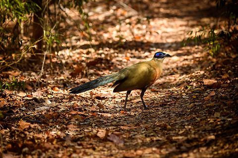 Giant Coua - full bird, Kirindy Reserve, Madagascar The Giant coua (Coua gigas) is a ground dwelling species that is common in Madagascar. It behaves chicken-like, strolling on the forest floor, picking insects and small vertebrates. 

It looks highly similar to Coquerel's coua (Coua coquereli), yet is considerably larger, about twice the size. As size can be hard to estimate from a photo, a more useful difference is found in the bill. The Giant Coua has a thick and stout bill, much more robust compared to the Coquerel's coua.
https://www.jungledragon.com/image/83280/giant_coua_-_closeup_kirindy_reserve_madagascar.html
https://www.jungledragon.com/image/83281/giant_coua_kirindy_reserve_madagascar.html
https://www.jungledragon.com/image/83282/giant_coua_-_pose_kirindy_reserve_madagascar.html
https://www.jungledragon.com/image/83283/giant_coua_-_face_kirindy_reserve_madagascar.html
https://www.jungledragon.com/image/83284/giant_coua_-_frontal_kirindy_reserve_madagascar.html
https://www.youtube.com/watch?v=c3e1-B91YlU Africa,Coua gigas,Geotagged,Giant Coua,Kirindy Reserve,Madagascar,Madagascar 2019,Winter,World
