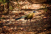 Giant Coua - full bird, Kirindy Reserve, Madagascar The Giant coua (Coua gigas) is a ground dwelling species that is common in Madagascar. It behaves chicken-like, strolling on the forest floor, picking insects and small vertebrates. <br />
<br />
It looks highly similar to Coquerel's coua (Coua coquereli), yet is considerably larger, about twice the size. As size can be hard to estimate from a photo, a more useful difference is found in the bill. The Giant Coua has a thick and stout bill, much more robust compared to the Coquerel's coua.<br />
https://www.jungledragon.com/image/83280/giant_coua_-_closeup_kirindy_reserve_madagascar.html<br />
https://www.jungledragon.com/image/83281/giant_coua_kirindy_reserve_madagascar.html<br />
https://www.jungledragon.com/image/83282/giant_coua_-_pose_kirindy_reserve_madagascar.html<br />
https://www.jungledragon.com/image/83283/giant_coua_-_face_kirindy_reserve_madagascar.html<br />
https://www.jungledragon.com/image/83284/giant_coua_-_frontal_kirindy_reserve_madagascar.html<br />
https://www.youtube.com/watch?v=c3e1-B91YlU Africa,Coua gigas,Geotagged,Giant Coua,Kirindy Reserve,Madagascar,Madagascar 2019,Winter,World