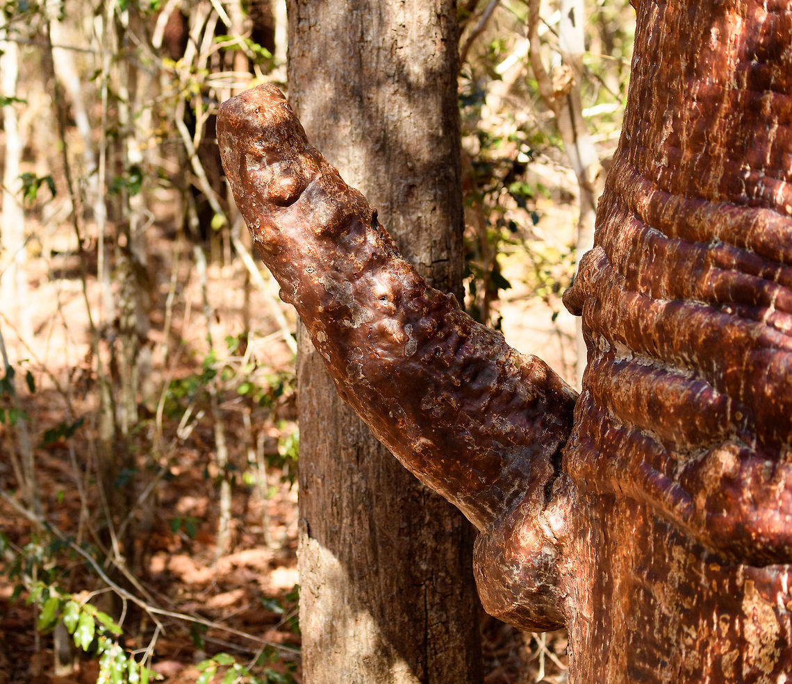 Adansonia rubrostipa, Kirindy Reserve, Madagascar The male of this species, you can tell by the color. Adansonia rubrostipa,Africa,Geotagged,Kirindy Reserve,Madagascar,Madagascar 2019,Winter,World